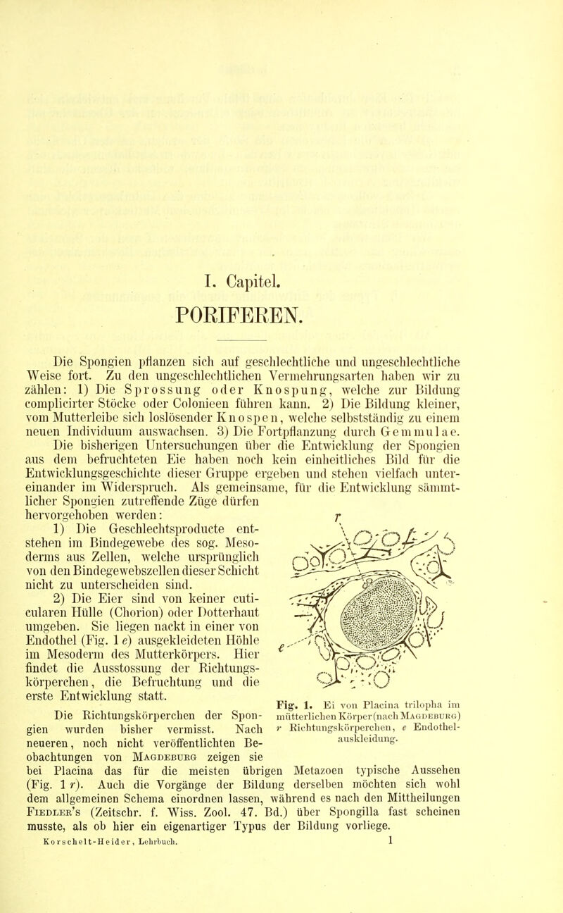 PORIFEREN. Die Spongien pflanzen sich auf geschlechtliche und ungeschlechtliche Weise fort. Zu den ungeschlechtlichen Vennehrungsarten haben wir zu zählen: 1) Die Sprossung oder Knospung, welche zur Bildung complicirter Stöcke oder Colonieen führen kann. 2) Die Bildung kleiner, vom Mutterleibe sich loslösender Knospen, welche selbstständig zu einem neuen Individuum auswachsen. 3) Die Fortpflanzung durch Gernmulae. Die bisherigen Untersuchungen über die Entwicklung der Spongien aus dem befruchteten Eie haben noch kein einheitliches Bild für die Entwicklungsgeschichte dieser Gruppe ergeben und stehen vielfach unter- einander im Widerspruch. Als gemeinsame, für die Entwicklung sämmt- licher Spongien zutreffende Züge dürfen hervorgehoben werden: 1) Die Geschlechtsproducte ent- stehen im Bindegewebe des sog. Meso- derms aus Zellen, welche ursprünglich von den Bindegewebszellen dieser Schicht nicht zu unterscheiden sind. 2) Die Eier sind von keiner cuti- cularen Hülle (Chorion) oder Dotterhaut umgeben. Sie liegen nackt in einer von Endothel (Fig. 1 e) ausgekleideten Höhle im Mesoderm des Mutterkörpers. Hier findet die Ausstossung der Richtungs- körperchen, die Befruchtung und die erste Entwicklung statt. Fig. 1. Ei von Placina tnlopna im Die Richtungskörperchen der Spon- mütterlichen Körper (nach Magdeburg) gien wurden bisher vermisst. Nach r Kiehtungskörperchen, e Endothel- neueren, noch nicht veröffentlichten Be- auskleidung. obachtungen von Magdeburg zeigen sie bei Placina das für die meisten übrigen Metazoen typische Aussehen (Fig. 1 r). Auch die Vorgänge der Bildung derselben möchten sich wohl dem allgemeinen Scbema einordnen lassen, während es nach den Mittheilungen Fiedler's (Zeitschr. f. Wiss. Zool. 47. Bd.) über Spongilla fast scheinen musste, als ob hier ein eigenartiger Typus der Bildung vorliege. Ko i'B chel t-H eider , Lehrbuch. 1 r