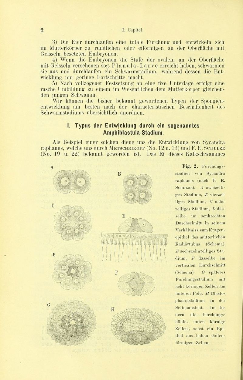 3) Die Eier durchlaufen eine totale Furchung und entwickeln sich im Mutterkörper zu rundlichen oder eiförmigen an der Oberfläche mit Geissein besetzten Embryonen. 4) Wenn die Embryonen die Stufe der ovalen, an der Oberfläche mit Geissein versehenen sog. Planula-Larve erreicht haben, schwärmen sie aus und durchlaufen ein Schwärmstadium, während dessen die Ent- wicklung nur geringe Fortschritte macht. 5) Nach vollzogener Festsetzung an eine fixe Unterlage erfolgt eine rasche Umbildung zu einem im Wesentlichen dem Mutterkörper gleichen- den jungen Schwamm. Wir können die bisher bekannt gewordenen Typen der Spongien- entwicklung am besten nach der characteristischen Beschaffenheit des Schwärmstadiums übersichtlich anordnen. I. Typus der Entwicklung durch ein sogenanntes Amphiblastuia-Stadium. Als Beispiel einer solchen diene uns die Entwicklung von Sycandra raphanus, welche uns durch Metschnikoff (No. 12 u. 13) und F. E. Schulze (No. 19 u. 22) bekannt geworden ist. Das Ei dieses Kalkschwammes H Fig. 2. Furchungs- stadien von Sycandra raphanus (nach F. E. Schulze). A zweizeili- ges Stadium, 2? vierzcl- liges Stadium, C aeht- zelliges Stadium, D das- selbe im senkrechten Durchschnitt in seinem Verhältniss zum Kragen- epithel des mütterlichen Kadiärtubus (Schema). E sechszehnzelliges Sta- dium , F dasselbe im verticalen Durchschnitt (Schema). G späteres Fürchungsstadium mit acht körnigen Zellen am unteren Pole. H Blasto- phaerastadium in der Seitenansicht. Im In- nern die Furchüngs- höhle, unten körnige Zellen, sonst ein Epi- thel aus hohen säulen- förmigen Zellen.