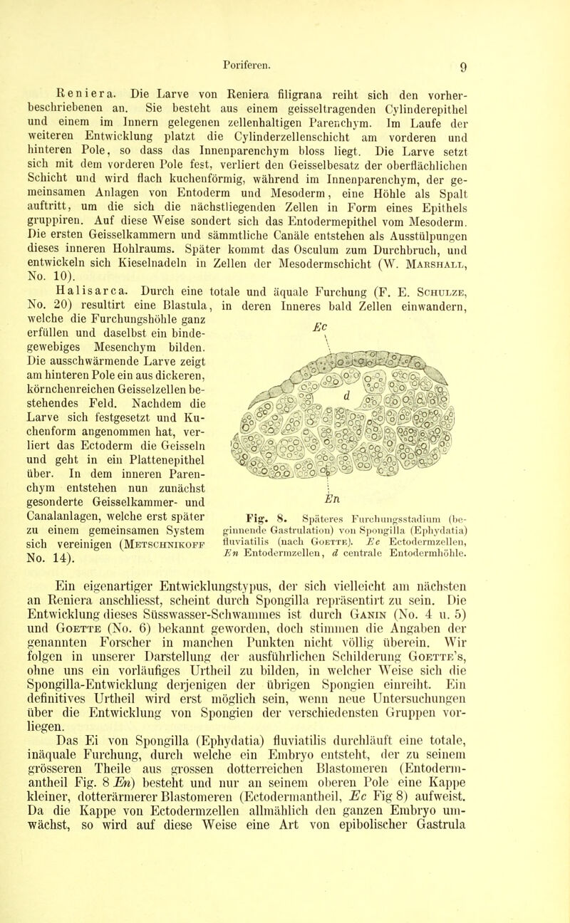 Reniera. Die Larve von Reniera filigrana reiht sich den vorher- besehriehenen an. Sie besteht aus einem geissei tragenden Cylinderepithel und einem im Innern gelegenen zellenhaltigen Parenchym. Im Laufe der weiteren Entwicklung platzt die Cylinderzellenschicht am vorderen und hinteren Pole, so dass das Innenparenchym bloss liegt. Die Larve setzt sich mit dem vorderen Pole fest, verliert den Geisselbesatz der oberflächlichen Schicht und wird flach kuchenförmig, während im Innenparenchym, der ge- meinsamen Anlagen von Entoderm und Mesoderm, eine Höhle als Spalt auftritt, um die sich die nächstliegenden Zellen in Form eines Epithels gruppiren. Auf diese Weise sondert sich das Entodermepithel vom Mesoderm. Die ersten Geisseikammern und sämmtliche Canäle entstehen als Ausstülpungen dieses inneren Hohlraums. Später kommt das Osculum zum Durchbruch, und entwickeln sich Kieselnadeln in Zellen der Mesodermschicht (W. Marshall, No. 10). Halisarca. Durch eine totale und äquale Furchung (F. E. Schulze, No. 20) resultirt eine Blastula, in deren Inneres bald Zellen einwandern, welche die Furchungshöhle ganz erfüllen und daselbst ein binde- > gewebiges Mesenchym bilden. \ ,-,,r Die ausschwärmende Larve zeigt *<'.^*[oSjt0»i£/o®S?O'v. am hinteren Pole ein aus dickeren, ;  / _ o0 0 o ' körnchenreichen Geisselzellen be- , <Tj---T/ ' . 'c °° stehendes Feld. Nachdem die f^.Sk, ?'-&~.~ Larve sich festgesetzt und Ku- «V0',^ • c : - chenform angenommen hat, ver- ., cr. : ° .o c 'o liert das Ectoderm die Geissein 'P o ? 0 ,o°  und geht in ein Plattenepithel £'o ° . - 1 : = über. In dem inneren Paren- ^^^^s^öi^P^ HP chym entstehen nun zunächst gesonderte Geisseikammer- und ^n Canalanlagen, welche erst später Fig. 8. Späteres Furch ungsstadium (be- ZU einem gemeinsamen System ginnende Gastrulation) von Spongilla (Ephydatia) sich vereinigen (Metschnikopf fluviatilis (nach GoetteJ. Ec Ectodermzellen, En Entodermzellen, d centrale Entodermhöhle. Ein eigenartiger Entwicklungstypus, der sich vielleicht am nächsten an Reniera anschliesst, scheint durch Spongilla repräsentirt zu sein. Die Entwicklung dieses Süsswasser-Schwamnies ist durch Ganin (No. 4 u. 5) und Goette (No. 6) bekannt geworden, doch stimmen die Angaben der genannten Forscher in manchen Punkten nicht völlig überein. Wir folgen in unserer Darstellung der ausführlichen Schilderung Goette's, ohne uns ein vorläufiges Urtheil zu bilden, in welcher Weise sich die Spongilla-Entwicklung derjenigen der übrigen Spongien einreiht. Ein definitives Urtheil wird erst möglich sein, wenn neue Untersuchungen über die Entwicklung von Spongien der verschiedensten Gruppen vor- liegen. Das Ei von Spongilla (Ephydatia) fluviatilis durchläuft eine totale, inäquale Furehung, durch welche ein Embryo entsteht, der zu seinem grösseren Theile aus grossen dotterreichen Blastomeren (Entoderm- antheil Fig. 8 En) besteht und nur an seinem oberen Pole eine Kappe kleiner, dotterärmerer Blastomeren (Ectodermantheil, Ec Fig 8) aufweist. Da die Kappe von Ectodermzellen allmählich den ganzen Embryo um- wächst, so wird auf diese Weise eine Art von epibolischer Gastrula