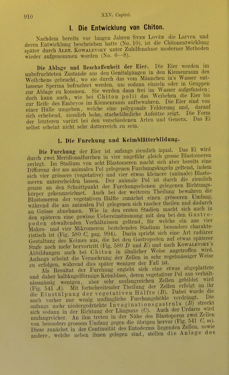 I. Die Entwicklung von Chiton. Nachdem bereits vor langen Jahren Sven Loven die Larven und deren Entwicklung beschrieben hatte (No. 10), ist die Chitonentwicklung später durch Alex. Kowalevsky unter Zuhilfenahme moderner Methoden wieder aufgenommen worden (No. 6—8). Die Ablage und Beschaffenheit der Eier. Die Eier werden im unbefruchteten Zustande aus den Genitalgängen in den Kiemenraum des Weibchens gebracht, wo sie durch das vom Männchen ms Wasser ent- lassene Sperma befruchtet werden, um sodann einzeln oder in Gruppen zur Ablage zu kommen. Sie werden dann frei im Wasser aufgefunden; doch kann auch, wie bei Chiton polii das Weibchen die Eier bis zur Reife des Embryos im Kiemenraum aufbewahren. Die Eier sind von einer Hülle umgeben, welche eine polygonale Felderung und, darauf sich erhebend, ziemlich hohe, stachelähnliche Aufsätze zeigt. Die Form der letzteren variirt bei den verschiedenen Arten und Genera. Das Ei selbst scheint nicht sehr dotterreich zu sein. 1. Die Furchung und Keimblätterbildung. Die Furcliung der Eier ist anfangs ziemlich äqual. Das Ei wird durch zwei Meridionalfurchen in vier ungefähr gleich grosse Blastomeren zerlegt. Im Stadium von acht Blastomeren macht sich aber bereits eine Differenz der am animalen Pol gelegenen Furchungskugeln geltend, indem sich vier grössere (vegetative) und vier etwas kleinere (animale) Blasto- meren unterscheiden lassen. Der animale Pol ist durch die ziemlich genau an den Schnittpunkt der Furchungsebenen gelegenen Richtungs- körper gekennzeichnet. Auch bei der weiteren Theilung bewahren die Blastomeren der vegetativen Hälfte zunächst einen grosseren Umfang, während die am animalen Pol gelegenen sich rascher theilen und dadurch an Grösse abnehmen. Wie in den ersten Stadien macht sich auch in den späteren eine gewisse Uebereinstimmung mit den beiden Gastro- noden obwaltenden Verhältnissen geltend, für welche ein aus vier Makro- und vier Mikromeren bestehendes Stadium besonders charakte- ristisch ist (Fig. 580 C, pag. 994). Darin spricht sich eine Art radiärer Gestaltung des Keimes aus, die bei den Gastropoden auf etwas spaterer Stufe noch mehr hervortritt (Fig. 580 D und E) und nach Kowalevsky s Abbildungen auch bei Chiton in ähnlicher Weise angetroffen wird. Anfangs scheint die Vermehrung der Zellen in sehr regelmässiger Weise zu erfolgen, während dies später weniger der Fall ist. Als Resultat der Furchung ergiebt sieh eine etwas abgeplattete und daher halbkugelförmige Keimblase, deren vegetativer 1 ol aus vernalt- nissmässig wenigen, aber sehr umfangreichen Zellen gebildet wird (Fis 541 A). Mit fortschreitender Theilung der Zellen erfolgt an ihi clie Einstülpung der vegetativen Hälfte (5). Dabei würfe die auch vorher nur wenig umfängliche Furchungshohle verdrangt Die anfangs mehr niedergedrückte Invaginationsgastrula{-b) streck sich sodann in der Richtung der Längsaxe (0). Auch der Urdarm_w id umfangreicher. An ihm treten in der Nähe des Blastoporus zwei Zellen von besonders grossem Umfang gegen die übrigen hervor (Hg. &*i ^ m). Diese zunächst in der Continuität des Entoderms liegenden Zellen, sowie andere, welche neben ihnen gelegen sind, stellen die Anlage oes