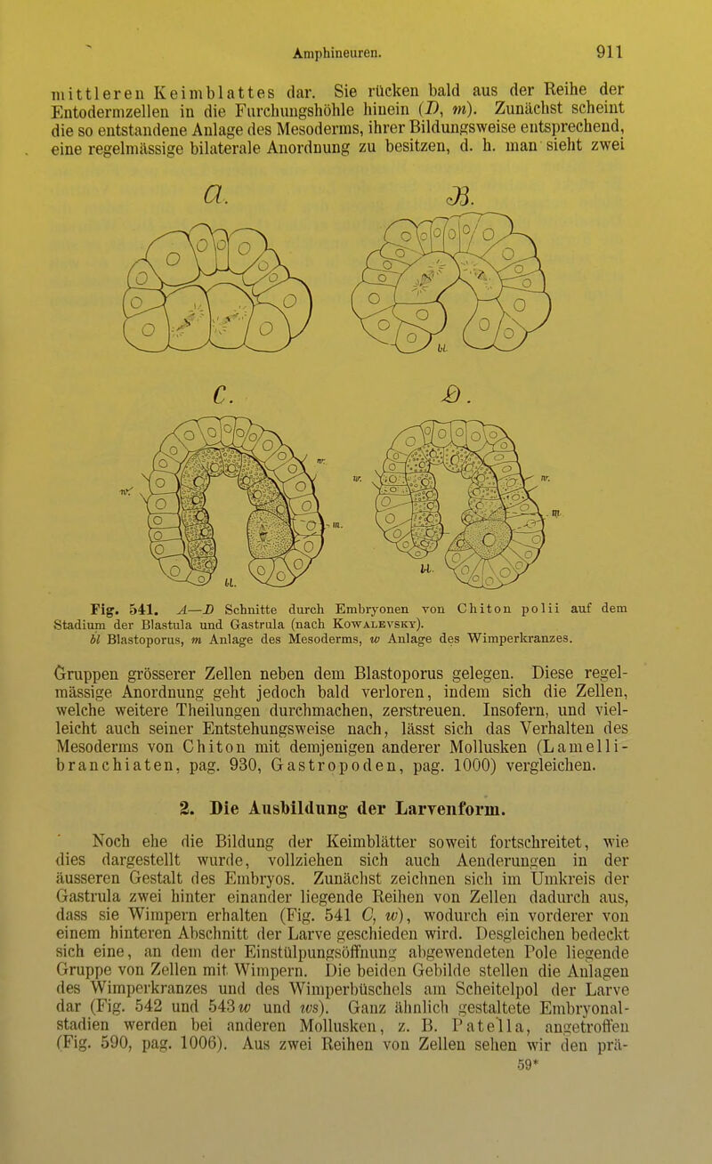 mittleren Keimblattes dar. Sie rücken bald aus der Reihe der Entodermzellen in die Furchungshöhle hinein (J), m). Zunächst scheint die so entstandene Anlage des Mesoderms, ihrer Bildungsweise entsprechend, eine regelmässige bilaterale Anordnung zu besitzen, d. h. man sieht zwei a. J5. C. £). Fig. 541. A—D Schnitte durch Embryonen von Chiton polii auf dem Stadium der Blastula und Gastrula (nach Kowalevskt). bl Blastoporus, m Anlage des Mesoderms, w Anlage des Wimperkranzes. Gruppen grösserer Zellen neben dem Blastoporus gelegen. Diese regel- mässige Anordnung geht jedoch bald verloren, indem sich die Zellen, welche weitere Theilungen durchmachen, zerstreuen. Insofern, und viel- leicht auch seiner Entstehungsweise nach, lässt sich das Verhalten des Mesoderms von Chiton mit demjenigen anderer Mollusken (Lamelli- branchiaten, pag. 930, Gastropoden, pag. 1000) vergleichen. 2. Die Ausbildung der Larvenform. Noch ehe die Bildung der Keimblätter soweit fortschreitet, wie dies dargestellt wurde, vollziehen sich auch Aenderungen in der äusseren Gestalt des Embryos. Zunächst zeichnen sich im Umkreis der Gastrula zwei hinter einander liegende Reihen von Zellen dadurch aus, dass sie Wimpern erhalten (Fig. 541 C, w), wodurch ein vorderer von einem hinteren Abschnitt der Larve geschieden wird. Desgleichen bedeckt sich eine, an dem der Einstülpungsöffnung abgewendeten Pole liegende Gruppe von Zellen mit Wimpern. Die beiden Gebilde stellen die Anlagen des Wimperkranzes und des Wimperbüschels am Scheitelpol der Larve dar (Fig. 542 und 543 w und ws). Ganz ähnlich gestaltete Embryonal- stadien werden bei anderen Mollusken, z. B. Pate'lla, angetroffen (Fig. 590, pag. 1006). Aus zwei Reihen von Zellen sehen wir den prä- 59*