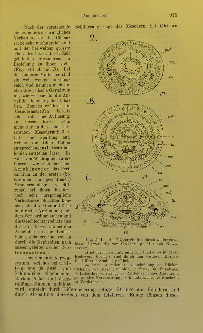 Nach der vorstehenden ein besonders ursprüngliches Verhalten, da die Cölom- säcke sehr umfangreich sind und der bei weitem grösste Theil des bis zu dieser Zeit gebildeten Mesoderms in Beziehung zu ihnen steht (Fig. 544 A und B). Bei den anderen Mollusken sind sie weit weniger umfang- reich und nehmen nicht die charakteristische Gestaltung an, wie wir sie für die An- neliden kennen gelernt ha- ben. Zumeist erfahren die Mesodermstreifen bereits sehr früh eine Auflösung. In ihrem Best, wenn nicht gar in den schon zer- streuten Mesodermtheilen, tritt eine Spaltung auf, welche die (dem Cölom entsprechenden) Pericardial- höhlen entstehen lässt. Es wäre von Wichtigkeit zu er- fahren, wie sich bei den Amphineuren das Peri- cardium zu der ersten (bi- lateralen und gespaltenen) Mesodermanlage verhält, zumal bei ihnen insofern noch sehr ursprüngliche Verhältnisse obwalten kön- nen, als die Genitaldrüsen in directer Verbindung mit dem Pericardium stehen und die Geschlechtsproducte also direct in dieses, wie bei den Anneliden in die Leibes- höhle, gelangen und von da durch die Nephridien nach aussen geleitet werden (S o - lenogastren). Das centrale Nerven- system, welches bei Chi- ton aus je zwei vom Schlundring abgehenden, starken Pedal- und Visce- rallängsstämmen gebildet Chiton OU-. Fig. 544. A—C Querschnitte durch Embryonen, bezw. Larven (C) von Chiton polii (nach Kowa- levsky). A ist durch den hinteren Körpertheil eines jüngeren Embryos, B und C sind durch den vorderen Körper- theil älterer Stadien geführt. au Auge, o cuticulare Ausscheidung am Rücken (Schale), coe Mesodermhöhle, / Fuss, fd Fussdrüse, In Lateralnervenstrang, md Mitteldarm, mes Mesoderm, P» pedaler Nervenstrang, r Railulatasche, st Stacheln, vd Vorderdarm. wird, entsteht durch Differenzierung zelliger Stränge am Ectoderm und durch Abspaltung derselben von dem letzteren. Einige Phasen dieses