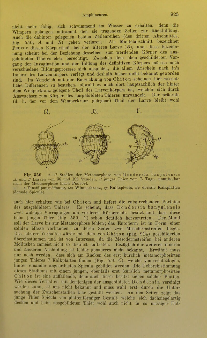 nicht mehr fähig, sich schwimmend im Wasser zu erhalten, denn die Wimpern gelangen mitsammt den sie tragenden Zellen zur Rückbildung. Auch die dahinter gelegenen beiden Zellenreihen (des dritten Abschnittes, Fig. 550, A und B) gehen verloren. Als Mantelabschnitt bezeichnet Pbuvot diesen Körpertheil bei der älteren Larve (JS), und diese Bezeich- nung scheint bei der Beziehung desselben zum werdenden Körper des aus- gebildeten Thieres eher berechtigt. Zwischen dem oben geschilderten Vor- gang der Invagination und der Bildung des definitiven Körpers müssen noch verschiedene Bildungsprozesse sich abspielen, die allem Anschein nach in's Innere des Larvenkörpers verlegt und deshalb bisher nicht bekannt geworden sind. Im Vergleich mit der Entwicklung von Chiton scheinen hier wesent- liche Differenzen zu bestehen, obwohl es auch dort hauptsächlich der hinter dem Wimperkranz gelegene Theil des Larvenkörpers ist, welcher sich durch Auswachsen zum Körper des ausgebildeten Thieres umwandelt. Der präorale (d. h. der vor dem Wimperkranz gelegene) Theil der Larve bleibt wohl Fig. 550. A—C Stadien der Metamorphose von Doudersia banyulensis A und B Larven von 36 und 100 Stunden, C junges Thier vom 7. Tage, unmittelbar nach der Metamorphose (nach Prdvot). e Einstülpungsöffnung, wk Wimperkranz, sp Kalkspicula, dp dorsale Kalkplatten (dorsale Spicula). auch hier erhalten wie bei Chiton und liefert die entsprechenden Parthien des ausgebildeten Thieres. Es scheint, dass Dondersia banyulensis zwei wulstige Vorragungen am vorderen Körpereude besitzt und dass diese beim jungen Thier (Fig. 550, C) schon deutlich hervortreten. Der Mund soll der Larve bis zur Metamorphose fehlen; das Entoderm ist in Form einer soliden Masse vorhanden, zu deren Seiten zwei Mesodermstreifen liegen. Das letztere Verhalten würde mit dem von Chiton (pag. 914) geschilderten übereinstimmen und ist von Interesse, da die Mesodermstreifen bei anderen Mollusken zumeist nicht so distinct auftreten. Bezüglich der weiteren inneren und äusseren Ausbildung ist leider genaueres nicht bekannt. Erwähnt muss nur noch werden, dass sich am Rücken des erst kürzlich 'metamorphosirten jungen Thieres 7 Kalkplatten finden (Fig. 550 G), welche von rechteckigen, hinter einander angeordneten Spicula gebildet werden. Die Uebereinstimmung dieses Stadiums mit einem jungen, ebenfalls erst kürzlich metamorphosirten Chiton ist eine auffallende, denn auch dieser besitzt sieben solcher Platten. Wie dieses Verhalten mit demjenigen der ausgebildeten Dondersia vereinigt werden kann, ist uns nicht bekannt und muss wohl erst durch die Unter- suchung der Zwischenstadien klar gestellt werden. An den Seiten zeigt das junge Thier Spicula von plattenförmiger Gestalt, welche sich dachziegelartig decken und beim ausgebildeten Thier wohl auch nicht in so massiger Ent-