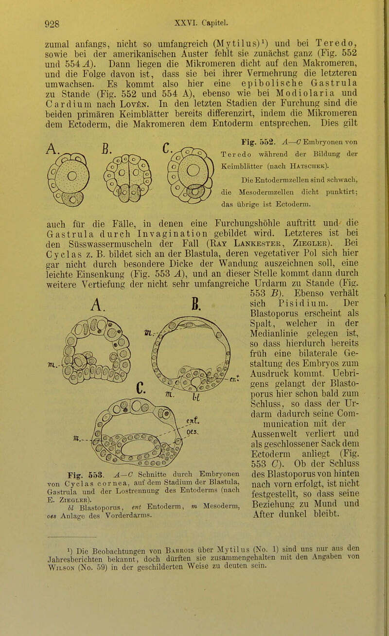 zumal anfangs, nicht so umfangreich (Mytilus)1) und bei Teredo, sowie bei der amerikanischen Auster fehlt sie zunächst ganz (Fig. 552 und 554^4). Dann liegen die Mikromeren dicht auf den Makromeren, und die Folge davon ist, dass sie bei ihrer Vermehrung die letzteren umwachsen. Es kommt also hier eine epibolische Gastrula zu Stande (Fig. 552 und 554 A), ebenso wie bei Modiolaria und Cardium nach Loven. In den letzten Stadien der Furchung sind die beiden primären Keimblätter bereits differenzirt, indem die Mikromeren dem Ectoderm, die Makromeren dem Entoderm entsprechen. Dies gilt Fig. 552. A—C Embryonen von Teredo während der Bildung der Keimblätter (nach Hatschek). Die Entodermzellen sind schwach, die Mesodermzellen dicht punktirt; das übrige ist Ectoderm. auch für die Fälle, in denen eine Furchungshöhle auftritt und die Gastrula durch Invagination gebildet wird. Letzteres ist bei den Süsswassermuscheln der Fall (Ray Lankester, Ziegler). Bei Cyclas z. B. bildet sich an der Blastula, deren vegetativer Pol sich hier gar nicht durch besondere Dicke der Wandung auszeichnen soll, eine leichte Einsenkung (Fig. 553 Ä), und an dieser Stelle kommt dann durch weitere Vertiefung der nicht sehr umfangreiche Urdarm zu Stande (Fig. 553 B). Ebenso verhält sich P i s i d i u m. Der Blastoporus erscheint als Spalt, welcher in der Medianlinie gelegen ist, so dass hierdurch bereits früh eine bilaterale Ge- staltung des Embryos zum Ausdruck kommt. Uebri- gens gelangt der Blasto- porus hier schon bald zum Schluss, so dass der Ur- darm dadurch seine Com- munication mit der Aussenwelt verliert und als geschlossener Sack dem Ectoderm anliegt (Fig. 553 C). Ob der Schluss des Blastoporus von hinten nach vorn erfolgt, ist nicht festgestellt, so dass seine Beziehung zu Mund und After dunkel bleibt. *) Die Beobachtungen von Babrois über Mytilus (No. 1) sind uns nur aus den Jahresberichten hekannt, doch dürften sie zusammengehalten mit den Angaben von Wilson (No. 59) in der geschilderten Weise zu deuten sein. A. B. Fig. 553. A—C Schnitte durch Embryonen von Cyclas Cornea, auf dem Stadium der Blastula, Gastrula und der Lostrennung des Entoderms (nach E. Ziegler). bl Blastoporus, ent Entoderm, m Mesoderm, oes Anlage des Vorderdarms.
