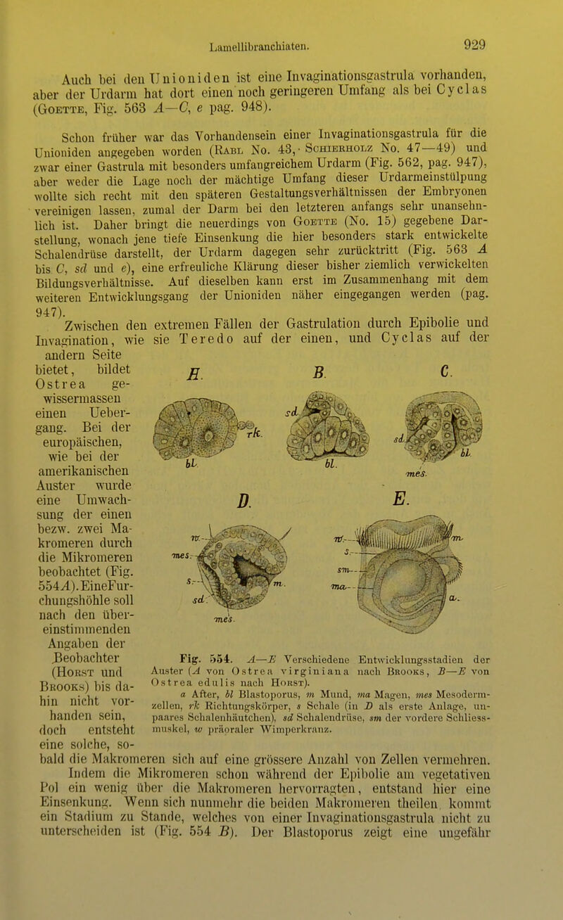 Auch bei den Unioniden ist eine Invaginationsgastrula vorhanden, aber der Urdann hat dort einen noch geringeren Umfang als bei Cyclas (Goette, Fig. 563 A—C, e pag. 948). Schon früher war das Vorhandensein einer Invaginationsgastrula für die Unioniden angegeben worden (Rabl No. 43,-Schierholz No. 47—49) und zwar einer Gastrula mit besonders umfangreichem Urdarm (Fig. 562, pag. 947), aber weder die Lage noch der mächtige Umfang dieser ürdarmeinstülpung wollte sich recht mit deu späteren Gestaltungsverhältnissen der Embryonen vereinigen lassen, zumal der Darm bei den letzteren anfangs sehr unansehn- lich ist. Daher bringt die neuerdings von Goette (No. 15) gegebene Dar- stellung, wonach jene tiefe Einsenkung die hier besonders stark entwickelte Schalendrüse darstellt, der Urdarm dagegen sehr zurücktritt (Fig. 563 Ä bis C, sd und e), eine erfreuliche Klärung dieser bisher ziemlich verwickelten Bildungsverhältnisse. Auf dieselben kann erst im Zusammenhang mit dem weiteren Entwicklungsgang der Unioniden näher eingegangen werden (pag. 947). Zwischen den extremen Fällen der Gastrulation durch Epibolie und Invagination, wie sie Teredo auf der einen, und Cyclas auf der andern Seite bietet, bildet Ostrea ge- wissermassen einen Ueber- gang. Bei der europäischen, wie bei der amerikanischen Auster wurde eine Umwach- sung der einen bezw. zwei Ma- kromeren durch die Mikromeren beobachtet (Fig. 554,4). EineFur- chungshöhle soll nach den über- einstimmenden Angaben der Beobachter (Horst und Brooks) bis da- hin nicht vor- handen sein, doch entsteht E. B C r rk. mes. D. E. tnes. s.- ma,- Fig. 554. A—E Verschiedene Entwieklungsstadien der Auster {A von Ostrea virginiana nach Brooks, B—E von Ostrea edulis nach Horst). a After, bl Blastoporus, m Mund, ma Magen, mes Mesoderm- zcllcn, »7c Richtungskörper, s Schale (in D als erste Anlage, 1111- paares Schalenhäutchen), sd Schalendriise, sm der vordere Schliess- muskel, w präpraler Wimperkran/.. eine solche, so- bald die Makromeren sieh auf eine grössere Anzahl von Zellen vermehren. Indem die Mikromeren schon während der Epibolie am vegetativen Pol ein wenig über die Makromeren hervorragten, entstand hier eine Einsenkung. Wenn sich nunmehr die beiden Makromeren theilen kommt ein Stadium zu Stande, welches von einer Invaginationsgastrula nicht zu unterscheiden ist (Fig. 554 B). Der Blastoporus zeigt eine ungefähr \