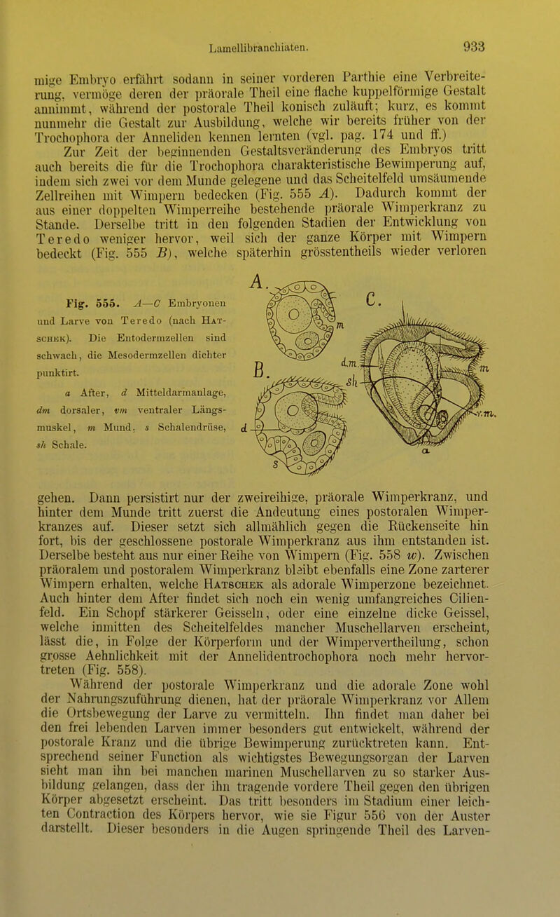mige Embryo erfährt sodann in seiner vorderen Parthie eine Verbreite- rung, vermöge deren der präorale Theil eine flache kuppeiförmige Gestalt annimmt, während der postorale Theil konisch zuläuft; kurz, es kommt nunmehr die Gestalt zur Ausbildung, welche wir bereits früher von der Trochophora der Anneliden kennen lernten (vgl. pag. 174 und ff.) Zur Zeit der beginnenden Gestaltsveränderung des Embryos tritt auch bereits die für die Trochophora charakteristische Bewimperung auf, indem sich zwei vor dem Munde gelegene und das Scheitelfeld umsäumende Zellreihen mit Wimpern bedecken (Fig. 555 Ä). Dadurch kommt der aus einer doppelten Wimperreihe bestehende präorale Wimperkranz zu Stande. Derselbe tritt in den folgenden Stadien der Entwicklung von Teredo weniger hervor, weil sich der ganze Körper mit Wimpern bedeckt (Fig. 555 B), welche späterhin grösstenteils wieder verloren Fig. 555. A—C Embryonen und Larve von Teredo (nach Hat- schkk). Die Entodernizellen sind schwach, die Mesodermzellen dicbter punktirt. a After, d Mitteldarmanlage, dm dorsaler, vm ventraler Längs- muskel, m Mund, s Schalendrüse, sh Schale. gehen. Dann persistirt nur der zweireihige, präorale Wimperkranz, und hinter dem Munde tritt zuerst die Andeutung eines postoralen Wimper- kranzes auf. Dieser setzt sich allmählich gegen die Rückenseite hin fort, bis der geschlossene postorale Wimperkranz aus ihm entstanden ist. Derselbe besteht aus nur einer Eeihe von Wimpern (Fig. 558 w). Zwischen präoralem und postoralem Wimperkranz bleibt ebenfalls eine Zone zarterer Wimpern erhalten, welche Hatschek als adorale Wimperzone bezeichnet. Auch hinter dem After findet sich noch ein wenig umfangreiches Cilien- feld. Ein Schopf stärkerer Geissein, oder eine einzelne dicke Geissei, welche inmitten des Scheitelfeldes mancher Muschellarven erscheint, lässt die, in Folge der Körperform und der Wimpervertheilung, schon grosse Aehnlichkeit mit der Annelidentrochophora noch mehr hervor- treten (Fig. 558). Während der postorale Wimperkranz und die adorale Zone wohl der Nahrungszuführung dienen, hat der präorale Wimperkranz vor Allem die Ortsbewegung der Larve zu vermitteln. Ihn findet man daher bei den frei lebenden Larven immer besonders gut entwickelt, während der postorale Kranz und die übrige Bewimperung zurücktreten kann. Ent- sprechend seiner Function als wichtigstes Bewegungsorgan der Larven sieht man ihn bei manchen marinen Muschellarven zu so starker Aus- bildung gelangen, dass der ihn tragende vordere Theil gegen den übrigen Körper abgesetzt erscheint. Das tritt besonders im Stadium einer leich- ten Contraction des Körpers hervor, wie sie Figur 55G von der Auster darstellt. Dieser besonders in die Augen springende Theil des Larven-