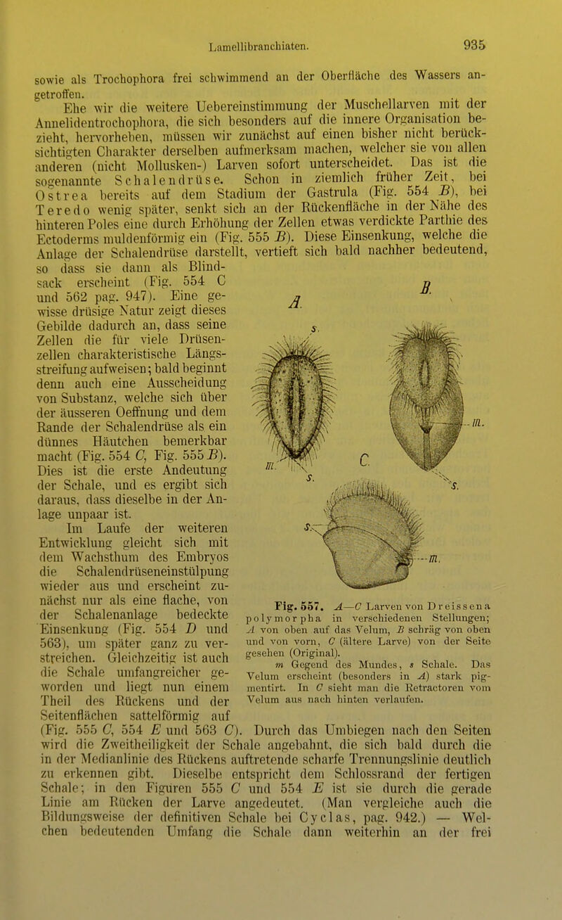 Ä. B. in. sowie als Trochophora frei schwimmend an der Oberhache des Wassers an- getroffen. Ehe wir die weitere Uebereinstiminung der Muschellarven mit der Annelidentrochophora, die sich besonders auf die innere Organisation be- zieht, hervorheben, müssen wir zunächst auf einen bisher nicht berück- sichtigten Charakter derselben aufmerksam machen, welcher sie von allen anderen (nicht Mollusken-) Larven sofort unterscheidet. Das ist die sogenannte Schalendrüse. Schon in ziemlich früher Zeit, bei Ostrea bereits auf dem Stadium der Gastrula (Fig. 554 B), bei Teredo wenig später, senkt sich an der Rückenfläche in der Nähe des hinteren Poles eine durch Erhöhung der Zellen etwas verdickte Parthie des Ectoderms muldenförmig ein (Fig. 555 B). Diese Einsenkung, welche die Anlage der Schalendrüse darstellt, vertieft sich bald nachher bedeutend, so dass sie dann als Blind- sack erscheint (Fig. 554 C und 562 pag. 947). Eine ge- wisse drüsige Natur zeigt dieses Gebilde dadurch an, dass seine Zellen die für viele Drüsen- zellen charakteristische Längs- streifung aufweisen; bald beginnt denn auch eine Ausscheidung von Substanz, welche sich über der äusseren Oeffnung und dem Rande der Schalendrüse als ein dünnes Häutchen bemerkbar macht (Fig. 554 C, Fig. 5551?). Dies ist die erste Andeutung der Schale, und es ergibt sich daraus, dass dieselbe in der An- lage unpaar ist. Im Laufe der weiteren Entwicklung gleicht sich mit dem Wachsthum des Embryos die Schalendrüseneinstülpung wieder aus und erscheint zu- nächst nur als eine flache, von der Schalenanlage bedeckte Einsenkung (Fig. 554 D und 563), um später ganz zu ver- streichen. Gleichzeitig ist auch die Schale umfangreicher ge- worden und liegt nun einem Theil des Rückens und der Seitenflächen sattelförmig auf (Fig. 555 C, 554 E und 563 C). Durch das Umbiegen nach den Seiten wird die Zweitheiligkeit der Schale angebahnt, die sich bald durch die in der Medianlinie des Rückens auftretende scharfe Trennungslinie deutlich zu erkennen gibt. Dieselbe entspricht dem Schlossrand der fertigen Schale; in den Figuren 555 C und 554 E ist sie durch die gerade Linie am Rücken der Larve angedeutet. (Man vergleiche auch die Bildungsweise der definitiven Schale bei Cyclas, pag. 942.) — Wel- chen bedeutenden Umfang die Schale dann weiterhin an der frei Fig. 557. A—C Larven von Dreis sena polymorpha in verschiedenen Stellungen; A von oben auf das Velum, B schräg von oben und von vorn, C (ältere Larve) von der Seite gesehen (Original). m Gegend des Mundes, « Schale. Das Velum erscheint (besonders in A) stark pig- mentirt. In C sieht man die Retraetoren vom Velum aus nach hinten verlaufen.