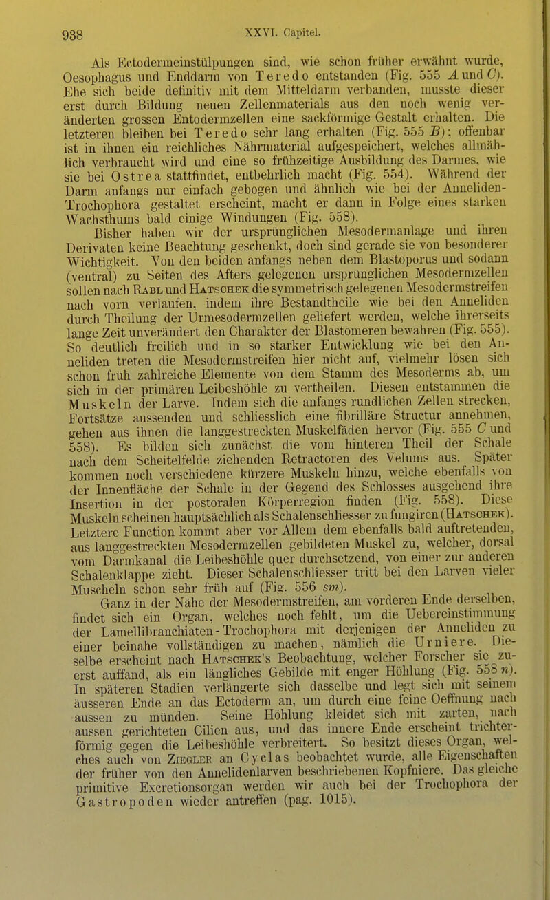 Als Ectodermeinstülpungen sind, wie schon früher erwähnt wurde, Oesophagus und Enddann von Teredo entstanden (Fig. 555 J.undC). Ehe sich beide definitiv mit dem Mitteldarm verbanden, musste dieser erst durch Bildung neuen Zellenmaterials aus den noch wenig ver- änderten grossen Entodermzellen eine sackförmige Gestalt erhalten. Die letzteren bleiben bei Teredo sehr lang erhalten (Fig. 555 B); offenbar ist in ihnen ein reichliches Nährmaterial aufgespeichert, welches allmäh- lich verbraucht wird und eine so frühzeitige Ausbildung des Darmes, wie sie bei Ostrea stattfindet, entbehrlich macht (Fig. 554). Während der Darm anfangs nur einfach gebogen und ähnlich wie bei der Anneliden- Trochophora gestaltet erscheint, macht er dann in Folge eines starken Wachsthums bald einige Windungen (Fig. 558). Bisher haben wir der ursprünglichen Mesodermanlage und ihren Derivaten keine Beachtung geschenkt, doch sind gerade sie von besonderer Wichtigkeit. Von den beiden anfangs neben dem Blastoporus und sodann (ventral) zu Seiten des Afters gelegenen ursprünglichen Mesodermzellen sollen nach Rabl und Hatschek die symmetrisch gelegenen Mesodermstreifen nach vorn verlaufen, indem ihre Bestandtheile wie bei den Anneliden durch Theilung der Urmesodernizellen geliefert werden, welche ihrerseits lange Zeit unverändert den Charakter der Blastomeren bewahren (Fig. 555). So deutlich freilich und in so starker Entwicklung wie bei den An- neliden treten die Mesodermstreifen hier nicht auf, vielmehr lösen sich schon früh zahlreiche Elemente von dem Stamm des Mesoderms ab, um sich in der primären Leibeshöhle zu vertheilen. Diesen entstammen die Muskeln der Larve. Indem sich die anfangs rundlichen Zellen strecken, Fortsätze aussenden und schliesslich eine fibrilläre Structur annehmen, gehen aus ihnen die langgestreckten Muskelfäden hervor (Fig. 555 C und 558). Es bilden sich zunächst die vom hinteren Theil der Schale nach dem Scheitelfelde ziehenden Retractoren des Velums aus. Später kommen noch verschiedene kürzere Muskeln hinzu, welche ebenfalls von der Innenfläche der Schale in der Gegend des Schlosses ausgehend ihre Insertion in der postoralen Körperregion finden (Fig. 558). Diese Muskeln scheinen hauptsächlich als Schalenschliesser zu fungiren (Hatschek). Letztere Function kommt aber vor Allem dem ebenfalls bald auftretenden, aus langgestreckten Mesodermzellen gebildeten Muskel zu, welcher, dorsal vom Darmkanal die Leibeshöhle quer durchsetzend, von einer zur anderen Schalenklappe zieht. Dieser Schalenschliesser tritt bei den Larven vieler Muscheln schon sehr früh auf (Fig. 556 sm). Ganz in der Nähe der Mesodermstreifen, am vorderen Ende derselben, findet sich ein Organ, welches noch fehlt, um die Uebereinstimmung der Lamellibranchiaten-Trochophora mit derjenigen der Anneliden zu einer beinahe vollständigen zu machen, nämlich die Urniere. Die- selbe erscheint nach Hatschek's Beobachtung, welcher Forscher sie zu- erst auffand, als ein längliches Gebilde mit enger Höhlung (Fig. 558 n). In späteren Stadien verlängerte sich dasselbe und legt sich mit seinem äusseren Ende an das Ectoderm an, um durch eine feine Oeffnung nach aussen zu münden. Seine Höhlung kleidet sich mit zarten, nach aussen gerichteten Cilien aus, und das innere Ende erscheint trichter- förmig gegen die Leibeshöhle verbreitert. So besitzt dieses Organ, wel- ches auch von Ziegler an Cyelas beobachtet wurde, alle Eigenschaften der früher von den Annelidenlarven beschriebenen Kopfniere. Das gleiche primitive Excretionsorgan werden wir auch bei der Trochophora der Gastropoden wieder antreffen (pag. 1015).