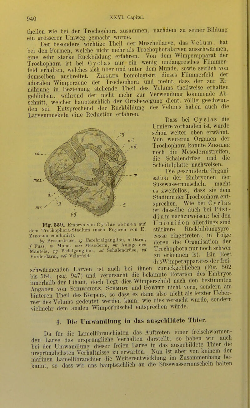 theilen wie bei der Trochophora zusammen, nachdem zu seiner Bildung ein grösserer Umweg gemacht wurde. Der besonders wichtige Theil der Muschellarve, das Vel um, hat bei den Formen, welche nicht mehr als Trochophoralarven ausschwärmen, eine sehr starke Rückbildung erfahren. Von dem Wimperapparat der Trochophora ist bei Cyclas nur ein wenig umfangreiches Flimmer- feld erhalten, welches sich über und unter dem Munde, sowie seitlich von demselben ausbreitet. Ziegler homologisirt dieses Flimmerfeld der adoralen Wimperzone der Trochophora und meint, dass der zur Er- nährung in Beziehung stehende Theil des Velums theilweise erhalten geblieben, während der nicht mehr zur Verwendung kommende Ab- schnitt, welcher hauptsächlich der Ortsbewegung dient, völlig geschwun- den sei. Entsprechend der Rückbildung des Velums haben auch die Larvenmuskeln eine Reduction erfahren. Dass bei Cyclas die Urniere vorhanden ist, wurde ^a^^jV Cp schon weiter oben erwähnt. JA > V-' mi Von weiteren Organen der Jl0^^^^^^^./ ,ud. Trochophora konnte Ziegler «i- - -/•^^^S^Tv^fi^^v'' noch die Mesodermstreifen, & >r/*sW^ die Schalendrüse und die y/Jj Scheitelplatte nachweisen. Die geschilderte Organi- sation der Embryonen der Süsswassermuscheln macht '^lifP^ ■fß 'W, es zweifellos, dass sie dem f. Stadium der Trochophora ent- ,hy' < <' 1 f sprechen. Wie bei Cyclas ' ^IMBF ist dasselbe auch bei Pisi- p$ s d i u m nachzuweisen; bei den Fig. 559. Embryo von Cyclas cornea auf Unioniden allerdings sind dem Trochophora-Stadium (nach Figuren von E. stärkere RückbildungSpi'O- Ziegleb combinirt). cesse eingetreten, in Folge by Byssusdrüse, cg Cerebralganglion, d Darm, j ^ Organisation der /Fuss, »» Mund, mes Mesoderm, mr Anlage des  , , ° „,1 „n\,ma- Mantels, pg Pedalganglion, sd Schalendrttse, vd Trochophora nur noch Schwer Vorderdarm, vel Velarfeld. ZU erkennen ist. Em Rest des Wimperapparates der frei- schwärmenden Larven ist auch bei ihnen zurückgeblieben (Fig. 562 bis 564 pag 947) und verursacht die bekannte Rotation des Embryos innerhalb der Eihaut, doch liegt dies Wimperschild nach den bestimmten Angaben von Schierholz, Schmidt und Goette nicht vorn, sondern am hinteren Theil des Körpers, so dass es dann also nicht als letzter Ueber- rest des Velums gedeutet werden kann, wie dies versucht wurde, sondern vielmehr dem analen Wimperbüschel entsprechen würde. 4. Die Umwandlung in das ausgebildete Thier. Da für die Lamellibranchiaten das Auftreten einer freischwärmen- den Larve das ursprüngliche Verhalten darstellt, so haben wir auch bei der Umwandlung dieser freien Larve in das ausgebildete Thier die ursprünglichsten Verhältnisse zu erwarten. Nun ist aber von keinem der marinen Lamellibranchier die Weiterentwicklung im Zusammenhang be- kannt, so dass wir uns hauptsächlich an die Süsswassermuscheln halten