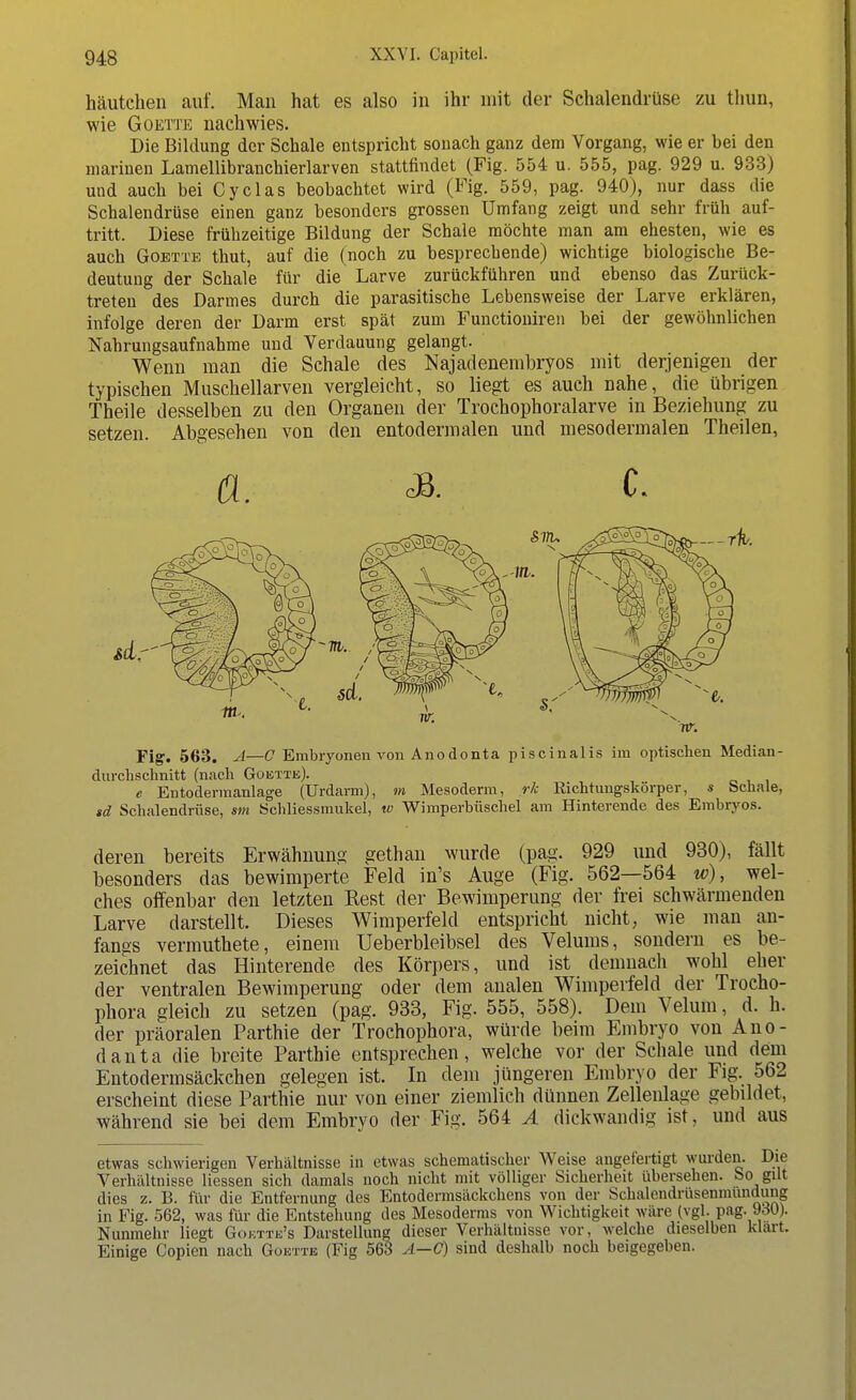 häutchen auf. Man hat es also in ihr mit der Schalendrüse zu thun, wie Goette nachwies. Die Bildung der Schale entspricht sonach ganz dem Vorgang, wie er bei den marinen Lamellibranchierlarven stattfindet (Fig. 554 u. 555, pag. 929 u. 933) und auch bei Cyclas beobachtet wird (Fig. 559, pag. 940), nur dass die Schalendrüse einen ganz besonders grossen Umfang zeigt und sehr früh auf- tritt. Diese frühzeitige Bildung der Schale möchte man am ehesten, wie es auch Goette thut, auf die (noch zu besprechende) wichtige biologische Be- deutung der Schale für die Larve zurückführen und ebenso das Zurück- treten des Darmes durch die parasitische Lebensweise der Larve erklären, infolge deren der Darm erst spät zum Functioniren bei der gewöhnlichen Nahrungsaufnahme und Verdauung gelangt. Wenn man die Schale des Najadenembryos mit derjenigen der typischen Muschellarven vergleicht, so liegt es auch nahe, die übrigen Theile desselben zu den Organen der Trochophoralarve in Beziehung zu setzen. Abgesehen von den entodermalen und mesodermalen Theilen, a. eB. c. Fig. 563. A—C Embryonen von Anodonta piscinalis im optischen Median- durchschnitt (nach Goette). e Entodermanlage (Urdarm), m Mesoderm, rk Richtungskörper, s Schale, sd Schalendrüse, sm Schliessmukel, w Wimperbüschel am Hinterende des Embryos. deren bereits Erwähnung gethan wurde (pag. 929 und 930), fällt besonders das bewimperte Feld in's Auge (Fig. 562—564 w), wel- ches offenbar den letzten Best der Bewimperung der frei schwärmenden Larve darstellt. Dieses Wimperfeld entspricht nicht, wie man an- fangs vermuthete, einem Ueberbleibsel des Velums, sondern es be- zeichnet das Hinterende des Körpers, und ist demnach wohl eher der ventralen Bewimperung oder dem analen Wimperfeld der Trocho- phora gleich zu setzen (pag. 933, Fig. 555, 558). Dem Velum, d. h. der präoralen Parthie der Trochophora, würde beim Embryo von Ano- danta die breite Parthie entsprechen, welche vor der Schale und dem Entodermsäckchen gelegen ist. In dein jüngeren Embryo der Fig. 562 erscheint diese Parthie nur von einer ziemlich dünnen Zellenlage gebildet, während sie bei dem Embryo der Fig. 564 A dickwandig ist, und aus etwas schwierigen Verhältnisse in etwas schematischer Weise angefertigt wurden. Die Verhältnisse Hessen sich damals noch nicht mit völliger Sicherheit übersehen, bo gilt dies z. B. für die Entfernung des Entodermsäckchens von der Schalendrüsenmundung in Fig. 562, was für die Entstehung des Mesoderms von Wichtigkeit wäre (vgl. pag. 930). Nunmehr liegt Goettb's Darstellung dieser Verhältnisse vor, welche dieselben klart. Einige Copicn nach Goette (Fig 563 A—C) sind deshalb noch beigegeben.