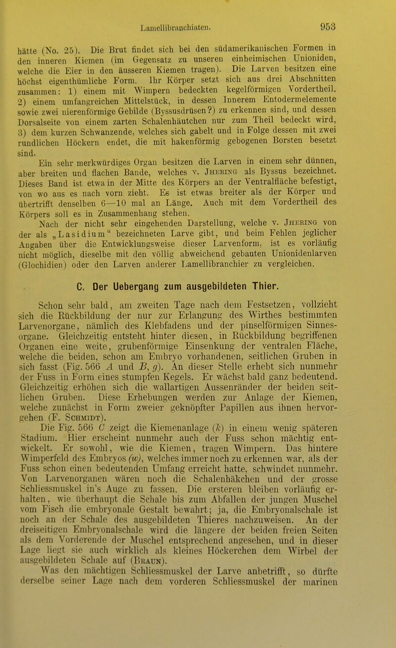 hätte (So. 25). Die Brut findet sich bei den südamerikanischen Formen in den inneren Kiemen (im Gegensatz zu unseren einheimischen Unioniden, welche die Eier in den äusseren Kiemen tragen). Die Larven besitzen eine höchst eigenthümliche Form. Ihr Körper setzt sich aus drei Abschnitten zusammen: 1) einem mit Wimpern bedeckten kegelförmigen Vordertheil. 2) einem umfangreichen Mittelstück, in dessen Innerem Entodermelemente sowie zwei nierenförmige Gebilde (Byssusdrüsen ?) zu erkennen sind, und dessen Dorsalseite von einem zarten Schalenhäutchen nur zum Theil bedeckt wird, 3) dem kurzen Schwanzende, welches sich gabelt und in Folge dessen mit zwei rundlichen Höckern endet, die mit hakenförmig gebogenen Borsten besetzt sind. Ein sehr merkwürdiges Organ besitzen die Larven in einem sehr dünnen, aber breiten und flachen Bande, welches v. Jhering als Byssus bezeichnet. Dieses Band ist etwa in der Mitte des Körpers an der Ventralfläche befestigt, von wo aus es nach vorn zieht. Es ist etwas breiter als der Körper und übertrifft denselben 6—10 mal an Länge. Auch mit dem Vordertheil des Körpers soll es in Zusammenhang stehen. Nach der nicht sehr eingehenden Darstellung, welche v. Jheking von der als „Lasidium bezeichneten Larve gibt, und beim Fehlen jeglicher Angaben über die Entwicklungsweise dieser Larvenform, ist es vorläufig nicht möglich, dieselbe mit den völlig abweichend gebauten Unionidenlarven (Glochidien) oder den Larven anderer Lamellibranchier zu vergleichen. C. Der Uebergang zum ausgebildeten Thier. Schon sehr bald, am zweiten Tage nach dem Festsetzen, vollzieht sich die Rückbildung der nur zur Erlangung des Wirthes bestimmten Larvenorgane, nämlich des Klebfadens und der pinselförmigen Sinnes- organe. Gleichzeitig entsteht hinter diesen, in Rückbildung begriffenen Organen eine weite, grubenförmige Einsenkung der ventralen Fläche, welche die beiden, schon am Embryo vorhandenen, seitlichen Gruben in sich fasst (Fig. 566 A und JB, g). An dieser Stelle erhebt sich nunmehr der Fuss in Form eines stumpfen Kegels. Er wächst bald ganz bedeutend. Gleichzeitig erhöhen sich die wallartigen Aussenränder der beiden seit- lichen Gruben. Diese Erhebungen werden zur Anlage der Kiemen, welche zunächst in Form zweier geknöpfter Papillen aus ihnen hervor- gehen (F. Schmidt). Die Fig. 566 C zeigt die Kiemenanlage (7c) in einem wenig späteren Stadium. Hier erscheint nunmehr auch der Fuss schon mächtig ent- wickelt. Er sowohl, wie die Kiemen, tragen Wimpern. Das hintere Wimperfeld des Embryos (w), welches immer noch zu erkennen war, als der Fuss schon einen bedeutenden Umfang erreicht hatte, schwindet nunmehr. Von Larvenorganen wären noch die Schalenhäkchen und der grosse Schliessmuskel in's Auge zu fassen. Die ersteren bleiben vorläufig er- halten, wie überhaupt die Schale bis zum Abfallen der jungen Muschel vom Fisch die embryonale Gestalt bewahrt; ja, die Embryonalschale ist noch an der Schale des ausgebildeten Thieres nachzuweisen. An der dreiseitigen Embryonalschale wird die längere der beiden freien Seiten als dem Vorderende der Muschel entsprechend angesehen, und in dieser Lage liegt sie auch wirklich als kleines Höckerchen dem Wirbel der ausgebildeten Schale auf (Braun). Was den mächtigen Schliessmuskel der Larve anbetrifft, so dürfte derselbe seiner Lage nach dem vorderen Schliessmuskel der marinen