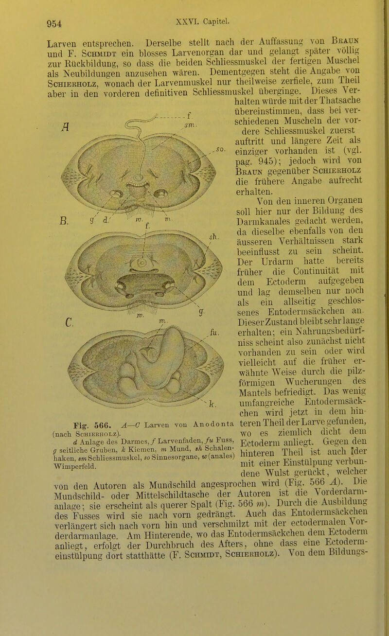 Larven entsprechen. Derselbe stellt nach der Auffassung von Braun und F. Schmidt ein blosses Larvenorgan dar und gelangt später völlig zur Rückbildung, so dass die beiden Schliessmuskel der fertigen Muschel als Neubildungen anzusehen wären. Dementgegen steht die Angabe von Schierholz, wonach der Larvenmuskel nur theilweise zerfiele, zum lheil aber in den vorderen definitiven Schliessmuskel überginge. Dieses Ver- halten würde mit der Thatsache |- übereinstimmen, dass bei ver- jj CTTi. schiedenen Muscheln der vor- ^ ^-—^ dere Schliessmuskel zuerst auftritt und längere. Zeit als \>-'so' einziger vorhanden ist (vgl. | / >-'Y : pag. 945); jedoch wird von Jr \ K ' : ' Braun gegenüber Schierholz ^ßy^f' 'v^öü /* die frühere Angabe aufrecht \ \: : '%^^^r-- 'j?/ erhalten. / Von den inneren Organen '^/^^^ßf^- soll hier nur der Bildung des B. i &■ 10 f m Darmkanales gedacht werden, _ .rm— c^^^Ä^ j, da dieselbe ebenfalls von den /■j ~~\~ Sx/ äusseren Verhältnissen stark /d j Y , beeinflusst zu sein scheint. /§ ■''*f@Y^ ' ':%Aß h Der Urdarm hatte bereits :Sasa^. ßs&?Hj früher die Continuität mit ^>VT^!: 7 dem Ectoderm aufgegeben vL X und lag demselben nur noch als ein allseitig geschlos- V senes Entoderinsäckchen an. m Dieser Zustand bleibt sehr lange Ju. erhalten; ein Nahrungsbedürf- niss scheint also zunächst nicht \ vorbanden zu sein odei wird J^^SpJ N •' vielleicht auf die früher er- ffeSe* ) ' A-^^f wähnte Weise durch die pilz- \C )/ förmigen Wucherungen des -^V Mantels befriedigt. Das wenig ^k. umfangreiche Entodermsäck- chen wird jetzt in dem hin- Fig. 566. a-c Larven von Anodonta teren Theil der Larve gefunden, (nach Schierholz). WO es ziemlich dicht dem d Anlage des Darmes,/ Larvenfaden, fu Fuss, Ectoderm allliegt. Gegen den g seitliche Gruben, h Kiemen, m Mund, sh Schalen- ^ ^ . t h «d haken, <mSchliessmuskel, so Sinnesorgane, «-(anales) mittelen XllttU Jöi * * Wimperfeld. mit einer Einstülpung verbun- dene Wulst gerückt, welcher von den Autoren als Mundschild angesprochen wird (Fig. 566 Ä). Die Mundschild- oder Mittelschildtasche der Autoren ist die Vorderdavni- anto; sie erscheint als querer Spalt (Fig. 566 m). Durch die Ausbildung des Fusses wird sie nach vorn gedrängt. Auch das Entoderinsäckchen verlängert sich nach vorn hin und verschmilzt mit der ectodermalen Vor- derdarmanlage. Am Hinterende, wo das Entoderinsäckchen dem Ectoderm anliegt, erfolgt der Durchbruch des Afters, ohne dass eine Ectoderm- einstülpung dort statthätte (F. Schmidt, Schierholz). Von dem BUdungs-