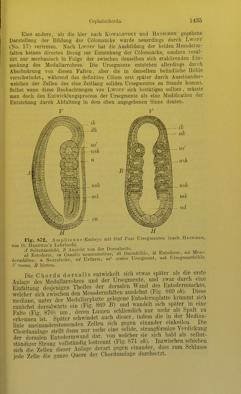 Eine andere, als die hier nach Kowai.kvsky und Hatsohek gegebene Darstellung der Bildung der Cölomsäcke wurde neuerdings durch Lwoff (No. 17) vertreten. Nach Lwobt hat die Ausbildung der beiden Mesoderm- falten keinen directen Bezug zur Entstehung der Cölomsäcke, sondern resul- tirt nur mechanisch in Folge der zwischen denselben sich etablirenden Ein- senkung des Medullarrohres. Die Ursegmente entstehen allerdings durch Abschnürung von diesen Falten, aber die in denselben befindliche Höhle verschwindet, während das definitive Cölom erst später durch Auseinander- weichen der Zellen des eine Zeitlang soliden Ursegmentes zu Stande kommt. Selbst wenn diese Beobachtungen von Lwofp sich bestätigen sollten, müsste man doch den Entwicklungsprocess der Ursegmente als eine Modification der Entstehung durch Abfaltung in dem oben angegebenen Sinne deuten. Fig. S72. Amphioxus-Embryo mit fünf Paar TJrsegmenten (nach Hatschkk, aus 0. Hertwig's Lehrbuch). A Seitenansicht, B Ansicht von der Dorsalseite. ak Ectoderm, cn Canalis neurentericus, dh Darmhöhle, ,* Entoderm, mft Meso- dcrmfalten, n Neurairohr, ud Urdarm, m' erstes Ursegment, ush Ursegmenthohle. V vorne, E hinten. Die Chorda dorsalis entwickelt sich etwas später als die erste Anlage des Medullarrohres und der Ursegmente und zwar durch eine Einfettung desjenigen Theiles der dorsalen Wand des Entodjmsackes welcher sich zwischen den Mesodermfalten ausdehnt (Fig. 869 eh). Diese mediane, unter der Medullarplatte gelegene Entodermplatte krümmt sich zunächst dorsalwärts ein (Fig. 869 B) und wandelt sich später in eine Falte (Fi«- 870) um deren Lumen schliesslich nur mehr als Spalt zu erkennen ist. Später' sehwindet auch dieser, indem die in der Median- linie aneinanderstossenden Zellen sich gegen einander einkeilen Die Chordaanlage stellt dann nur mehr eine solide, strangformige Verdickung der dorsalen Entodermwand dar, von welcher sie sich bald als selbst- ständiger Strang vollständig lostrennt (Fig. 871 ch) Inzwischen schieben sich die Zellen dieser Anlage derart gegen einander, dass zum Schlüsse jede Zelle die ganze Quere der Chordaanlage durchsetzt,