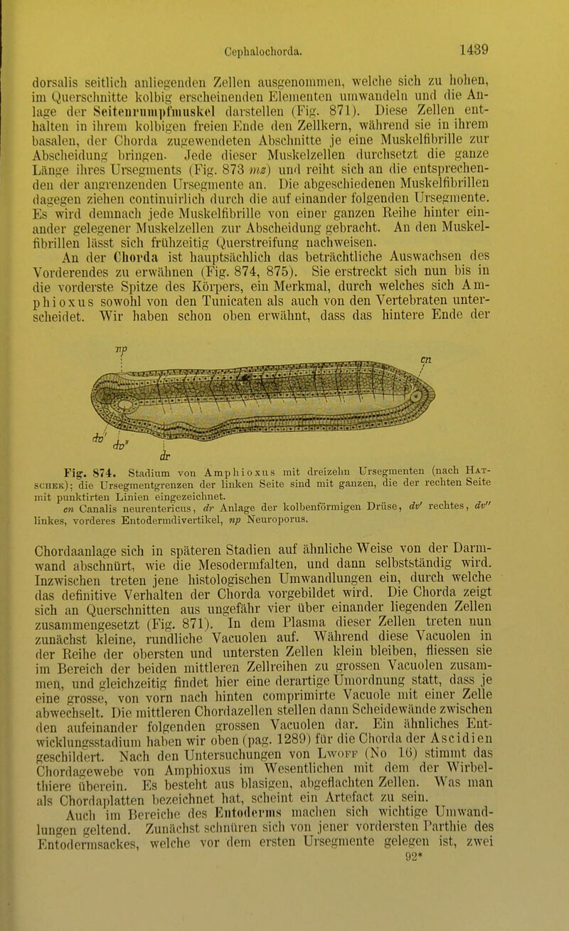 dorsalis seitlich anliegenden Zellen ausgenommen, welche sich zu hohen, im Querschnitte kolbig erscheinenden Elementen umwandeln und die An- lage der Seitenmmpfmuskel darstellen (Fig. 871). Diese Zellen ent- halten in ihrem kolbigen freien Ende den Zellkern, während sie in ihrem basalen, der Chorda zugewendeten Abschnitte je eine Muskelfibrille zur Abscheidung bringen. Jede dieser Muskelzellen durchsetzt die ganze Länge ihres Ursegments (Fig. 873 ms) und reiht sich an die entsprechen- den der angrenzenden Ursegmente an. Die abgeschiedenen Muskelfibrilleu dagegen ziehen continuirlich durch die auf einander folgenden Ursegmente. Es wird demnach jede Muskelfibrille von einer ganzen Reihe hinter ein- ander gelegener Muskelzellen zur Abscheidung gebracht. An den Muskel- fibrilleu lässt sich frühzeitig Querstreifung nachweisen. An der Chorda ist hauptsächlich das beträchtliche Auswachsen des Vorderendes zu erwähnen (Fig. 874, 875). Sie erstreckt sich nun bis in die vorderste Spitze des Körpers, ein Merkmal, durch welches sich A m- p h i o x u s sowohl von den Tunicaten als auch von den Vertebraten unter- scheidet. Wir haben schon oben erwähnt, dass das hintere Ende der Fig. 874. Stadium von Amphioxus mit dreizehn Ursegnienten (nach Hat- SCHek) ; die Ursegmentgrenzen der linken Seite sind mit ganzen, die der rechten Seite mit punktirten Linien eingezeichnet. cn Canalis neurentericus, dr Anlage der kolbenförmigen Drüse, dv' rechtes, dv linkes, vorderes Entodermdivertikel, np Neuroporus. Chordaanlage sich in späteren Stadien auf ähnliche Weise von der Darm- wand abschnürt, wie die Mesodermfalten, und dann selbstständig wird. Inzwischen treten jene histologischen Umwandlungen ein, durch welche das definitive Verhalten der Chorda vorgebildet wird. Die Chorda zeigt sich an Querschnitten aus ungefähr vier über einander liegenden Zellen zusammengesetzt (Fig. 871). In dem Plasma dieser Zellen treten nun zunächst kleine, rundliche Vacuolen auf. Während diese Vacuolen in der Reihe der obersten und untersten Zellen klein bleiben, fliessen sie im Bereich der beiden mittleren Zellreihen zu grossen Vacuolen zusam- men, und gleichzeitig findet hier eine derartige Uniordnung statt, dass je eine grosse, von vorn nach hinten comprimirte Vacuole mit einer Zelle abwechselt. Die mittleren Chordazellen stellen dann Scheidewände zwischen den aufeinander folgenden grossen Vacuolen dar. Ein ähnliches Ent- wicklungsstadium haben wir oben (pag. 1289) für die Chorda der Ascidien geschildert. Nach den Untersuchungen von Lwofk (No 1(3) stimmt das Chordagewebe von Amphioxus im Wesentlichen mit dem der Wirbel- thiere überein. Es besteht aus blasigen, abgeflachten Zellen. Was man als Chorrlaplatten bezeichnet hat, scheint ein Artefact zu sein. Auch im Bereiche des Endoderms machen sich wichtige Umwand- lungen geltend. Zunächst schnüren sich von jener vordersten Parthie des Enfodennsackcs, welche vor dem ersten Ursegmente gelegen ist, zwei 92*