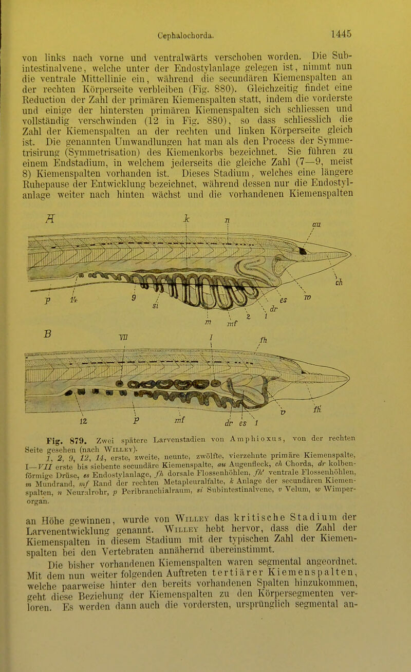 von links nach vorne und ventralwärts verschoben worden. Die Sub- intestinalvene, welche unter der Endostylanlage gelegen ist, nimmt nun die ventrale Mittellinie ein, während die secundären Kiemenspalten an der rechten Körperseite verbleiben (Fig. 880). Gleichzeitig findet eine Reduction der Zahl der primären Kiemenspalten statt, indem die vorderste und einige der hintersten primären Kiemenspalten sich schliessen und vollständig verschwinden (12 in Fig. 880), so dass schliesslich die Zahl der Kiemenspalten an der rechten und linken Körperseite gleich ist. Die genannten Umwandlungen hat man als den Process der Symme- trisirung (Symmetrisation) des Kiemenkorbs bezeichnet. Sie führen zu einem Endstadium, in welchem jederseits die gleiche Zahl (7—9, meist 8) Kiemenspalten vorhanden ist. Dieses Stadium, welches eine längere Ruhepause der Entwicklung bezeichnet, während dessen nur die Endostyl- anlage weiter nach hinten wächst und die vorhandenen Kiemenspalten Fig. 879. Zwei spätere Larvenstadien von Amphioxus, von der rechten Seite gesehen (nach Willev). _ ... 1 2 9 12, 14, erste, zweite, neunte, zwölfte, vierzehnte primäre Kiemenspalte, l—VII erste'bis'siebente secundäre Kiemenspalte, au Augenfleck, ch Chorda, dr kolben- förmige Drüse, es Endostylanlage, fh dorsale Flossenhöhlen, fh> ventrale Flossenhöhlen, m Mundrand, mf Rand der rechten Metapleuralfalte, k Anlage der secundären Kiemtn- spalten, n Neuralrohr, p Peribranchialraum, si Subintestinalvcne, v Velum, w Wimper- orga'n. an Höhe gewinnen, wurde von Willey das kritische Stadium der Larvenentwicklung genannt. Willev hebt hervor, dass die Zahl der Kiemenspalten in diesem Stadium mit der typischen Zahl der Kiemen- spalten bei den Vertebraten annähernd übereinstimmt. Die bisher vorhandenen Kiemenspalten waren segmental angeordnet. Mit dem nun weiter folgenden Auftreten tertiärer Kiemenspalten, welche paarweise hinter den bereits vorhandenen Spalten hinzukommen, eht diese Beziehung der Kiemenspalten zu den Körpersegmenten ver- loren Es werden dann auch die vordersten, ursprünglich segmental an-