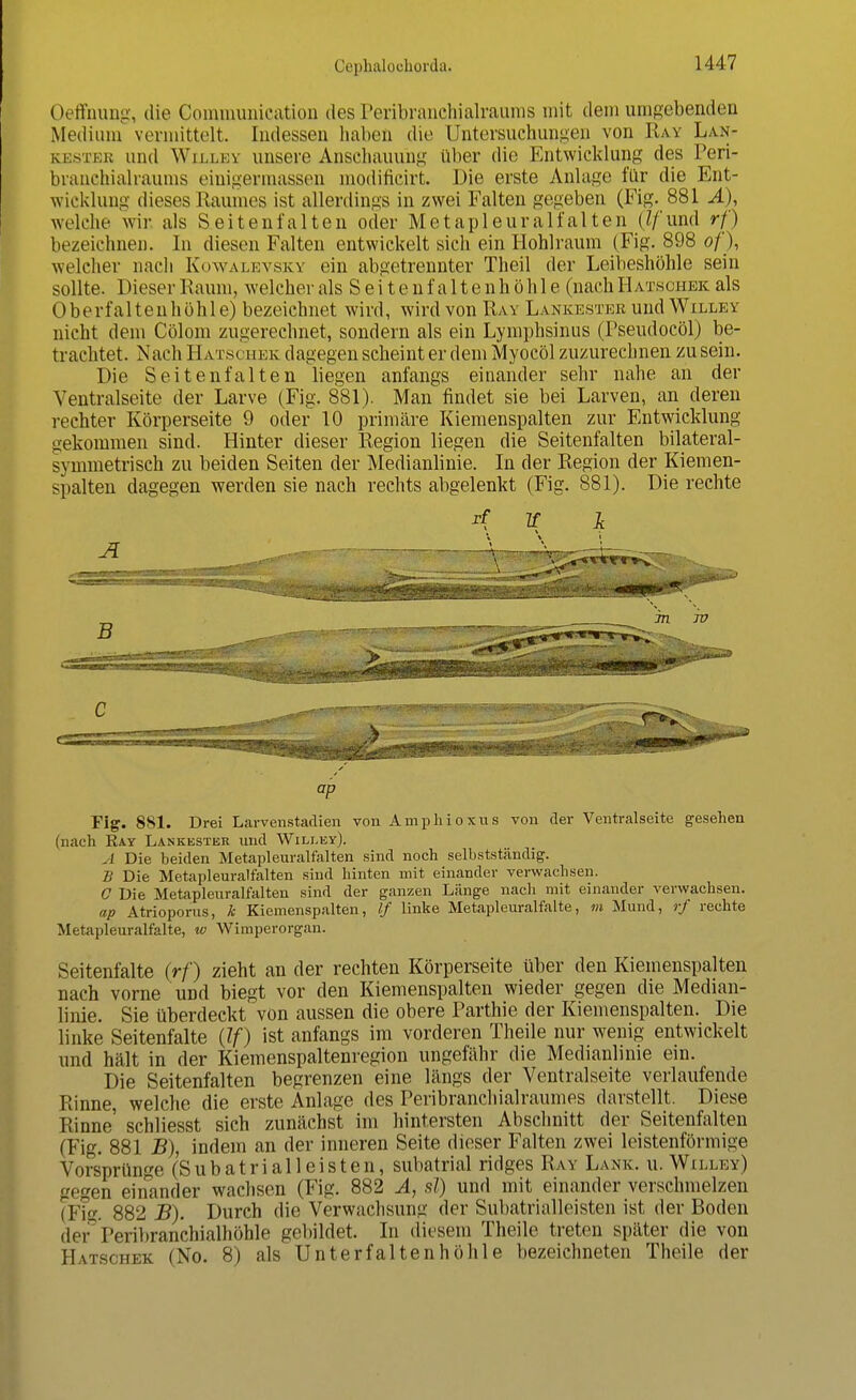 Oeffnung, die Communication des Peribranchialraums mit dem umgebenden Medium vermittelt. Iiulessen haben die Untersuchungen von Ray Lan- kjestek und Wolle* unsere Anschauung über die Entwicklung des Peri- branchialraums einigermassen modificirt. Die erste Anlage für die Ent- wicklung dieses Raumes ist allerdings in zwei Falten gegeben (Eig. 881 A), welche wir als Seitenfalten oder Metapleuralfalten (Z/'und rf) bezeichnen. In diesen Falten entwickelt sich ein Hohlraum (Fig. 898 of), welcher nach Kowalevskv ein abgetrennter Theil der Leibeshöhle sein sollte. Dieser Raum, welcher als Sei teuf altenhöhle (nach Hatsghek als Oberfaltenhöhle) bezeichnet wird, wird von Ray Lankester und Willey nicht dem Cölom zugerechnet, sondern als ein Lymphsinus (Pseudocöl) be- trachtet. Nach H atsch ek dagegen scheint er dem Myocöl zuzurechnen zu sein. Die Seitenfalten liegen anfangs einander sehr nahe an der Ventralseite der Larve (Fig. 881). Man findet sie bei Larven, an deren rechter Körperseite 9 oder 10 primäre Kiemenspalten zur Entwicklung gekommen sind. Hinter dieser Region liegen die Seitenfalten bilateral- symmetrisch zu beiden Seiten der Medianlinie. In der Region der Kiemen- spalten dagegen werden sie nach rechts abgelenkt (Fig. 881). Die rechte rf 2f £ ap Fig. 881. Drei Larvenstadien von Amphioxus von der Ventralseite gesehen (nach Kay Lankester und Willey). A Die beiden Metapleuralfalten sind noch selbstständig. B Die Metapleuralfalten sind hinten mit einander verwachsen. C Die Metapleuralfalten sind der ganzen Länge nach mit einander verwachsen. ap Atrioporus, k Kiemenspalten, If linke Metapleuralfalte, m Mund, rf rechte Metapleuralfalte, w Wimperorgan. Seitenfalte (rf) zieht an der rechten Körperseite über den Kiemenspalten nach vorne und biegt vor den Kiemenspalten wieder gegen die Median- linie. Sie überdeckt von aussen die obere Parthie der Kiemenspalten. Die linke Seitenfalte (If) ist anfangs im vorderen Theile nur wenig entwickelt und hält in der Kiemenspaltenregion ungefähr die Medianlinie ein. Die Seitenfalten begrenzen eine längs der Ventralseite verlaufende Rinne, welche die erste Anlage des Peribranchialraumes darstellt. Diese Rinne' schliesst sich zunächst im hintersten Abschnitt der Seitenfalten (Fig. 881 B), indem an der inneren Seite dieser Falten zwei leistenförmige Vorsprünge (Sub atrial leisten, subatrial ridges Ray Lank. u. Willey) gegen einander wachsen (Fig. 882 A, sl) und mit einander verschmelzen i Fig. 882 B). Durch die Verwachsung der Subatrialleisten ist der Boden der Peribranchialhöhle gebildet. In diesem Theile treten später die von Hatschek (No. 8) als Unterfalten höhle bezeichneten Theile der