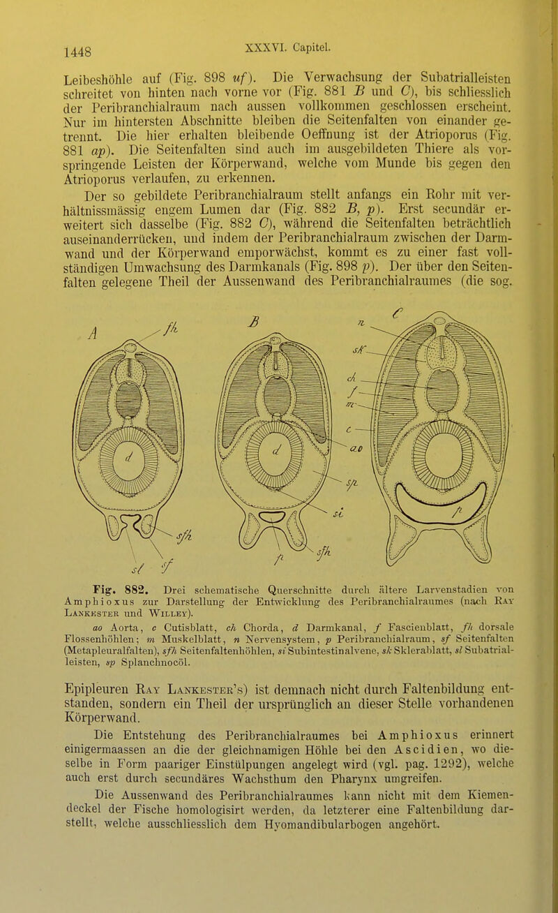 Leibeshöhle auf (Fig. 898 uf). Die Verwachsung der Subatrialleisten schreitet von hinten nach vorne vor (Fig. 881 B und C), bis schliesslich der Peribranchialraum nach aussen vollkommen geschlossen erscheint. Nur im hintersten Abschnitte bleiben die Seitenfalten von einander ge- trennt. Die hier erhalten bleibende Oeffnung ist der Atrioporus (Fig. 881 ap). Die Seitenfalten sind auch im ausgebildeten Thiere als vor- springende Leisten der Körperwand, welche vom Munde bis gegen den Atrioporus verlaufen, zu erkennen. Der so gebildete Peribranchialraum stellt anfangs ein Rohr mit ver- hältnissmässig engem Lumen dar (Fig. 882 B, p). Erst secundär er- weitert sich dasselbe (Fig. 882 C), während die Seitenfalten beträchtlich auseinanderrücken, und indem der Peribranchialraum zwischen der Darm- wand und der Körperwand emporwächst, kommt es zu einer fast voll- ständigen Umwachsung des Darmkanals (Fig. 898 p). Der über den Seiten- falten gelegene Theil der Aussenwand des Peribranchialraumes (die sog. Fig. 882. Drei schematische Querschnitte durch ältere Larvenstadien von Amphioxus zur Darstellung der Entwicklung des Peribranchialraumes (nach Ray Lankkster und Willey). ao Aorta, c Cutisblatt, ch Chorda, d Darmkanal, / Fascienblatt, /// dorsale Flossenhöhlen; m Muskelblatt, n Nervensystem, p Peribranchialraum, sf Seitenfalten (Metapleuralfalten), sfh Seitenfaltenhöhlen, st Subintestinalvene, sk Sklerablatt, sl Subatrial- leisten, sp Splanchnocöl. Epipleuren Ray Lankestek's) ist demnach nicht durch Faltenbildung ent- standen, sondern ein Theil der ursprünglich an dieser Stelle vorhandenen Körperwand. Die Entstehung des Peribranchialraumes bei Amphioxus erinnert einigermaassen an die der gleichnamigen Höhle bei den A sei dien, wo die- selbe in Form paariger Einstülpungen angelegt wird (vgl. pag. 1292), welche auch erst durch secundäres Wacbsthum den Pharynx umgreifen. Die Aussenwand des Peribranchialraumes Kann nicht mit dem Kiemen- deckel der Fische homologisirt werden, da letzterer eine Faltenbildung dar- stellt, welche ausschliesslich dem Hyomandibularbogen angehört