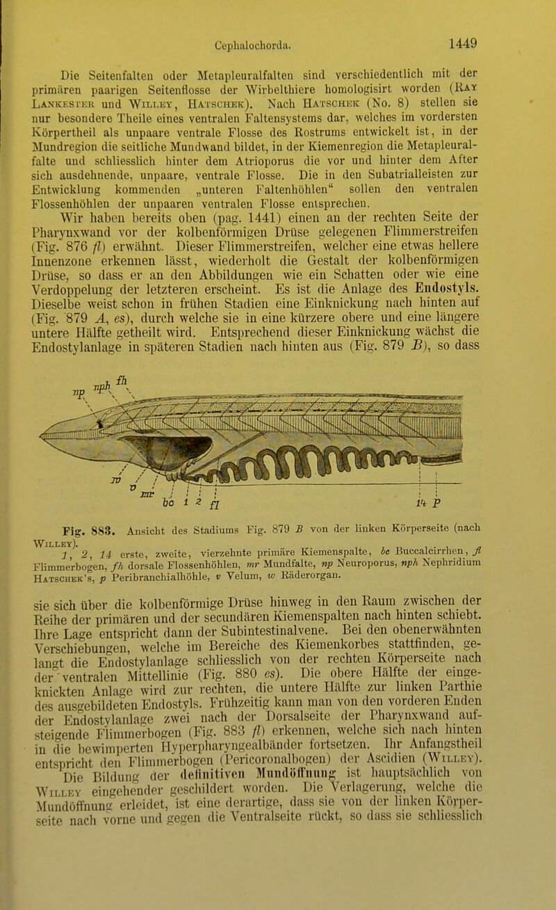 Die Seitenfalten oder Metapleuralfalten sind verschiedentlich mit der primären paarigen Seitenflosse der Wirbelthiere homologisirt worden (Ra? Lankkslt.k und Willey, Hatschek). Nach Hatschkk (No. 8) stellen sie nur besondere Theile eines ventralen Faltensystems dar, welches im vordersten Körpertheil als unpaare ventrale Flosse des Rostrums entwickelt ist, in der Mundregion die seitliche Mundwand bildet, in der Kiemenregion die Metapleural- falte und schliesslich hinter dem Atrioporus die vor und hinter dem After sich ausdehnende, unpaare, ventrale Flosse. Die in den Subatrialleisten zur Entwicklung kommenden „unteren Faltenhöhlen sollen den ventralen Flossenhöhlen der unpaaren ventralen Flosse entsprechen. Wir haben bereits oben (pag. 1441) einen an der rechten Seite der Pharynxwand vor der kolbenförmigen Drüse gelegenen Flimmerstreifen (Fig. 876 /Z) erwähnt. Dieser Flimmerstreifen, welcher eine etwas hellere Innenzone erkennen lässt, wiederholt die Gestalt der kolbenförmigen Drüse, so dass er an den Abbildungen wie ein Schatten oder wie eine Verdoppelung der letzteren erscheint. Es ist die Anlage des Endostyls. Dieselbe weist schon in frühen Stadien eine Einknickung nach hinten auf (Fig. 879 A, es), durch welche sie in eine kürzere obere und eine längere untere Hälfte getheilt wird. Entsprechend dieser Einknickung wächst die Endostylanlage in späteren Stadien nach hinten aus (Fig. 879 B), so dass Fig. 883. Ansicht des Stadiums Fig. 879 B von der linken Körperseite (nach Willey). 1, 2, 14 erste, zweite, vierzehnte primäre Kiemenspalte, oe Buccalcirrnen, fl Flimmerbogen, fh dorsale Flossenhöhlen, mr Mundfalte, np Neuroporus, nph Nephridium Hatschek's, p Peribranchialhöhle, v Velum, w Räderorgan. sie sich über die kolbenförmige Drüse hinweg in den Raum zwischen der Reihe der primären und der secundären Kiemenspalten nach hinten schiebt. Ihre Lage entspricht dann der Subintestinalvene. Bei den obenerwähnten Verschiebungen, welche im Bereiche des Kiemenkorbes stattfinden, ge- langt die Endostylanlage schliesslich von der rechten Körperseite nach der ventralen Mittellinie (Fig. 880 es). Die obere Hälfte der einge- knickten Anlage wird zur rechten, die untere Hälfte zur linken Parthie des ausgebildeten Endostyls. Frühzeitig kann man von den vorderen Enden der Endostylanlage zwei nach der Dorsalseite der Pharynxwand auf- steigende Flimmerbogen (Fig. 883 fl) erkennen, welche sich nach hinten in die bewimperten Hyperpharyngealbänder fortsetzen. Ihr Anfangstheil entspricht den Flimmerbogen (Pericoronalbogen) der Ascidien (Willey). Die Bildung der definitiven Mimdöffimng ist hauptsächlich von Willey eingehender geschildert worden. Die Verlagerung, welche die Mundöffhung erleidet, ist eine derartige, dass sie von der linken Körper- seite nach vorne und gegen die Ventralseite rückt, so dass sie schliesslich