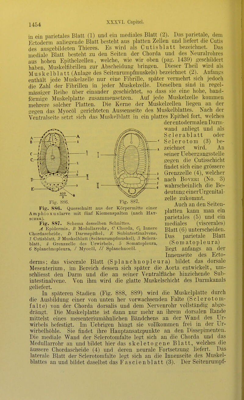 in ein parietales Blatt (1) und ein mediales Blatt (2). Das parietale, dem Ectoderm anliegende Blatt besteht aus platten Zellen und liefert die Cutis des ausgebildeten Thieres. Es wird als Cutisblatt bezeichnet. Das mediale °Blatt besteht zu den Seiten der Chorda und des Neurairohres aus hohen Epithelzellen, welche, wie wir oben (pag. 1439) geschildert haben, Muskelnbrillen zur Abscheidung bringen. Dieser Theil wird als Muskelblatt (Anlage des Seitenrumpfmuskels) bezeichnet (2). Anfangs enthält jede Muskelzelle nur eine Fibrille, später vermehrt sich jedoch die Zahl der Fibrillen in jeder Muskelzelle. Dieselben sind in regel- mässiger Reihe über einander geschichtet, so dass sie eine hohe, band- förmige Muskelplatte zusammensetzen. Auf jede Muskelzelle kommen mehrere solcher Platten. Die Kerne der Muskelzellen liegen an der gegen das Myocöl gerichteten Aussenseite des Muskelblattes. Nach der Ventralseite setzt sich das Muskelblatt in ein plattes Epithel fort, welches der entodermalen Darn i - wand anliegt und als Sclerablatt oder S c 1 e r o t o m (3) be- zeichnet wird. An seiner Uebergangsstelle gegen die Cutisschicht findet sich eine grössere Grenzzelle (4), welcher nach Boveei (No. 3) wahrscheinlich die Be- deutung einerUrgenital- zelle zukommt. Auch an den Seiten- platten kann man ein parietales (5) und ein mediales (viscerales) Blatt (6) unterscheiden. Das parietale Blatt (Som atopleura) liegt anfangs an der Innenseite des Ecto- derms; das viscerale Blatt (Splanchnopleura) bildet das dorsale Mesenterium, im Bereich dessen sich später die Aorta entwickelt, um- schliesst den Darm und die an seiner Ventralfläche hinziehende Sub- intestinalvene. Von ihm wird die glatte Muskelschicht des Darmkanals geliefert. In späteren Stadien (Fig. 888, 889) wird die Muskelplatte durch die Ausbildung einer von unten her vorwachsenden Falte (Sclerotom- falte) von der Chorda dorsalis und dem Nervenrohr vollständig abge- drängt. Die Muskelplatte ist dann nur mehr an ihrem dorsalen Rande mittelst eines mesenteriumähnlichen Bändchens an der Wand des Ur- wirbels befestigt. Im Uebrigen hängt sie vollkommen frei in der Ur- wirbelhöhle. Sie findet ihre Hauptansatzpunkte an den Dissepimenten. Die mediale Wand der Sclerotomfalte legt sich an die Chorda und das Medullarrohr an und bildet hier das skeletogene Blatt, welches die äussere Chordascheide (4) und deren neurale Fortsetzung liefert. Das laterale Blatt der Sclerotomfalte legt sich an die Innenseite des Muskel- blattes an und bildet daselbst das Fascienblatt (3). Der Seitenrumpf- Fig. 886. Fig. 887. Fig. 886. Querschnitt aus der Körpermitte einer Amphioxuslarve mit fünf Kiemenspalten (nach Hat- schek). Fig. 887. Schema desselben Schnittes. A Epidermis, B Medullarrohr, C Chorda, Cx Innere Chordascheide, D Darmepithel, E Subintestinalvene, 1 Cutisblatt, 2 Muskelblatt (Seitenrumpfmuskel), 3 Sclera- blatt, 4 Grenzzelle des Urwirbels, 5 Somatopleura, 6 Splanchnopleura, / Myocöl, // Splanchnocöl.