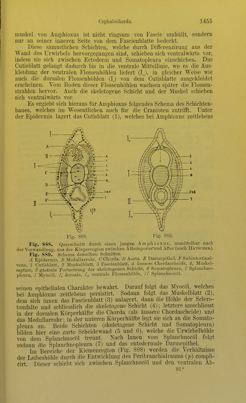 muskel von Amphioxus ist niclit ringsum von Fascie umhüllt, sondern nur an seiner inneren Seite von dem Fascienblatte bedeckt. Diese sämmtlichen Schichten, welche durch Dift'erenzirung aus der Wand des Urwirbels hervorgegangen sind, schieben sich ventral wärts vor, indem sie sich zwischen Ectoderm und Somatopleura einschieben. Das Cutisblatt gelangt dadurch bis in die ventrale Mittellinie, wo es die Aus- kleidung der ventralen Flossenhöhlen liefert (IJ, in gleicher Weise wie auch die dorsalen Flossenhöhlen (I,) von dem Cutisblatte ausgekleidet erscheinen. Vom Boden dieser Flossenhöhlen wachsen später die Flossen- strahlen hervor. Auch die skeletogene Schicht und der Muskel schieben sich ventralwärts vor. Es ergiebt sich hieraus für Amphioxus folgendes Schema des Schichten- baues, welches im Wesentlichen auch für die Cranioten zutrifft. Unter der Epidermis lagert das Cutisblatt (1), welches bei Amphioxus zeitlebens Fig. 888. Kg- 8«9- Fig. 888, Querschnitt durch einen jungen Amphioxus, unmittelbar nach' der Verwandlung, aus der Körperregion zwischen Athemporus'und After (nach Hatschek.). Fig. 889. Schema desselben Schnittes. A Epidermis, B Medullarrohr, C Chorda, B Aorta, E Darmepithel, F Subintestmal- vene, 1 Cutisblatt, 2 Muskelblatt, 3 Fascienblatt, 4 äussere Chordascheide, 4, Muskel- septum, 5 gastrale Fortsetzung der skeletogenen Schicht, 6 Somatopleura, 7 Splanchno- pleura, / Myocöl, /, dorsale, /„ ventrale Flossenhöhle, // Splanchnocöl. seinen epithelialen Charakter bewahrt. Darauf folgt das Myocöl, welches bei Amphioxus zeitlebens persistirt. Sodann folgt das Muskelblatt (2), dein sich innen das Fascienblatt (3) anlagert, dann die Höhle der Sclero- tomfalte und schliesslich die skeletogene Schicht (4); letztere umschliesst in der dorsalen Körperhälfte die Chorda (als äussere Chordascheide) und das Medullarrohr; in der unteren Körperhälfte legt sie sich an die Somato- pleura an. Beide Schichten (skeletogene Schicht und Somatopleura) bilden hier eine zarte Scheidewand (5 und 6), welche die Urwirbelhöhle von dem Splanchnocöl trennt. Nach Innen vom Splanchnocöl folgt sodann die Splanchnopleura (7) und das entodermale Darmepithel. Im Bereiche der Kiemenregion (Fig. 898) werden die Verhältnisse der Leibeshöhle durch die Entwicklung des Peribranchialraums (p) compli- cirt Dieser schiebt sich zwischen Splanchnocöl und den ventralen Ab- 93*