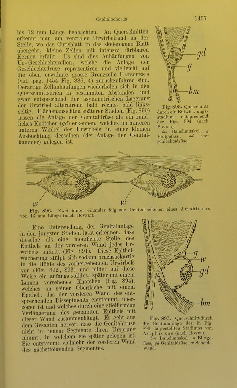 bis 12 mm Länge beobachten. An Querschnitten erkennt man am ventralen Urwirbelrand an der Stelle, wo das Cutisblatt in das skeletogene Blatt übergeht, kleine Zellen mit intensiv färbbaren Kernen erfüllt. Es sind dies Anhäufungen von Ur-Geschlechtszellen, welche die Anlage der Geschlechtsdrüse repräsentiren und vielleicht auf die oben erwähnte grosse Grenzzelle Hatschek's (vgl. pag. 1454 Fig. 886, 4) zurückzuführen sind. Derartige Zellanhäufungen wiederholen sich in den Querschnittserien in bestimmten Abständen, und zwar entsprechend der asymmetrischen Lagerung der Urwirbel alternirend bald rechts- bald links- seitig. Flächenansichten späterer Stadien (Fig. 890) lassen die Anlage der Genitaldrüse als ein rund- liches Knötchen (gel) erkennen, welches im hinteren unteren Winkel des Urwirbels in einer kleinen Ausbuchtung desselben (der Anlage der Genital- kammer) gelegen ist. Fig. 895. Querschnitt durch einEntwicklungs- stadium entsprechend der Fig. 894 (nach Bovisri). bin ■ Bauchmuskel, g Blutgefäss, gd Ge- schlechtsdrüse. hinter einander folgende Genitalsäckchen eines Amphioxus von 13 mm Länge (nach Bovert). Eine Untersuchung der Genitalanlage in den jüngsten Stadien lässt erkennen, dass dieselbe als eine modificirte Stelle des Epithels an der vorderen Wand jedes Ur- wirbels auftritt (Fig. 891). Diese Epithel- wucherung stülpt sich sodann bruchsackartig in die Höhle des vorhergehenden Urwirbels vor (Fig. 892, 893) und bildet auf diese Weise ein anfangs solides, später mit einem Lumen versehenes Knötchen (Fig. 894), Welches an seiner Oberfläche mit einem Epithel, das der vorderen Wand des ent- sprechenden Dissepiments entstammt, über- zogen ist und welches durch eine stielförmige Verlängerung des genannten Epithels mit dieser Wand zusammenhängt. Es geht aus dem Gesagten hervor, dass die Genitaldrüse nicht in jenem Segmente ihren Ursprung nimmt, in welchem sie später gelegen ist. Sie entstammt vielmehr der vorderen Wand des nächstfolgenden Segmentes. Fig. 897. Querschnitt durch die Genitalanlage des in Fig. 896 dargestellten Stadiums von A m ph i 0 xus (nach BoVEHl), bm Bauchmuskel, g Blutge- fäss, gd Genitaldrüse, w Scheide- wand.
