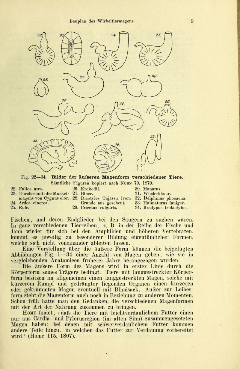 Fig. 22—34. Bilder der äufseren Magenform verschiedener Tiere. Sämtliche Figuren kopiert nach Nuhn 70, 1870. 22. Fulica atra. 26. Krokodil. 30. Manatus. 23. Durchschnitt des Muskel- 27. Biber. 31. Wiederkäuer, magens von Cygnus olor. 28. Dicotyles Tajassu (vom 32. Delphinus phocaena. 24. Ardea cinerea. Grunde aus gesehen). 33. Halmaturus laniger. 25. Eule. 29. Cricetus vulgaris. 34. Bradypus tridactylus. Fischen, und deren Endglieder bei den Säugern zu suchen wären. In ganz verschiedenen Tierreihen, z. B. in der Reihe der Fische und dann wieder für sich bei den Amphibien und höheren Vertebraten, kommt es jeweilig zu besonderer Bildung eigentümlicher Formen, welche sich nicht voneinander ableiten lassen. Eine Vorstellung über die äufsere Form können die beigefügten Abbildungen Fig. 1—34 einer Anzahl von Magen geben, wie sie in vergleichenden Anatomieen früherer Jahre herangezogen wurden. Die äufsere Form des Magens wird in erster Linie durch die Körperform seines Trägers bedingt. Tiere mit langgestreckter Körper- form besitzen im allgemeinen einen langgestreckten Magen, solche mit kürzerem Rumpf und gedrängter liegenden Organen einen kürzeren oder gekrümmten Magen eventuell mit Blindsack. Aufser zur Leibes- form steht die Magenform auch noch in Beziehung zu anderen Momenten. Schon früh hatte man den Gedanken, die verschiedenen Magenformen mit der Art der Nahrung zusammen zu bringen. Home findet, / dafs die Tiere mit leichtverdaulichem Futter einen nur aus Cardia- und Pylorusregion (im alten Sinn) zusammengesetzten Magen haben; bei denen mit schwerverdaulichem Futter kommen andere Teile hinzu, in welchen das Futter zur Verdauung vorbereitet wird / (Home 115, 1807).