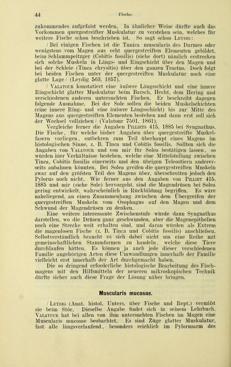 zukommendes aufgefafst werden. In ähnlicher Weise dürfte auch das Vorkommen quergestreifter Muskulatur zu verstehen sein, welches für weitere Fische schon beschrieben ist. So sagt schon Leydig: / Bei einigen Fischen ist die Tunica muscularis des Darmes oder wenigstens vom Magen aus echt quergestreiften Elementen gebildet, beim Schlammpeitzger (Cobitis fossilis) (siehe dort) nämlich erstrecken sich solche Muskeln in Längs- und Ringschicht über den Magen und bei der Schleie (Tinea chrysitis) über den ganzen Tractus. Doch folgt bei beiden Fischen unter der quergestreiften Muskulatur noch eine glatte Lage / (Leydig 563, 1857). / Valatour konstatiert eine äufsere Längsschicht und eine innere Ringschicht glatter Muskulatur beim Barsch, Hecht, dem Hering und verschiedenen anderen untersuchten Fischen. Er beschreibt dagegen folgende Ausnahme. Bei der Sole sollen die beiden Muskelschichten (eine innere Ring- und eine äufsere Längsschicht) bis zur Mitte des Magens aus quergestreiften Elementen bestehen und dann erst soll sich der Wechsel vollziehen / (Valatour 7501, 1861). Vergleiche ferner die Angaben Pilliets 415, 1885 bei Syngnathus. Die Fische, für welche bisher Angaben über quergestreifte Muskel- fasern vorliegen, entbehren zum Teil überhaupt eines Magens im histologischen Sinne, z. B. Tinea und Cobitis fossilis. Sollten sich die Angaben von Valatour und von mir für Solea bestätigen lassen, so würden hier Verhältnisse bestehen, welche eine Mittelstellung zwischen Tinea, Cobitis fossilis einerseits und den übrigen Teleostiern anderer- seits anbahnen könnten. Bei Solea greifen die quergestreiften Muskeln zwar auf den gröfsten Teil des Magens über, überschreiten jedoch den Pylorus noch nicht. Wie ferner aus den Angaben von Pilliet 415, 1885 und mir (siehe Sole) hervorgeht, sind die Magendrüsen bei Solea gering entwickelt, wahrscheinlich in Rückbildung begriffen. Es wäre naheliegend, an einen Zusammenhang zwischen dem Übergreifen der quergestreiften Muskeln vom Ösophagus auf den Magen und dem Schwund der Magendrüsen zu denken. Eine weitere interessante Zwischenstufe würde dann Syngnathus darstellen, wo die Drüsen ganz geschwunden, aber die Magenepithelien noch eine Strecke weit erhalten sind, und- daran würden als Extrem die magenlosen Fische (z. B. Tinea und Cobitis fossilis) anschliefsen. Selbstverständlich braucht es sich dabei nicht um eine Reihe mit gemeinschaftlichen Stammformen zu handeln, welche diese Tiere durchlaufen hätten. Es können ja auch jede dieser verschiedenen Familie angehörigen Arten diese Umwandlungen innerhalb der Familie vielleicht erst innerhalb der Art durchgemacht haben. Die so dringend erforderliche histologische Bearbeitung des Fisch- magens mit den Hilfsmitteln der neueren mikroskopischen Technik dürfte sicher auch diese Frage der Lösung näher bringen. Muscularis mucosae. / Leydig (Anat. histoL Unters, über Fische und Rept.) vermifst sie beim Stör. Dieselbe Angabe findet sich in seinem Lehrbuch. Valatour hat bei allen von ihm untersuchten Fischen im Magen eine Muscularis mucosae beobachtet. Es sind Züge glatter Muskulatur, fast alle längsverlaufend, besonders reichlich im Pylorusarm des