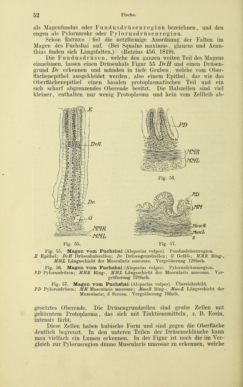 als Magenfundus oder Fundusdrüsenregion bezeichnen, und den engen als Pylorusrohr oder Pylorusdrüsenregion. Schon Retzius / fiel die netzförmige Anordnung der Falten im Magen des Fuchshai auf. (Bei Squalus maximus, glaucus und Acan- thias finden sich Längsfalten.)/ (Retzius 456, 1819). Die Fundusdrüsen, welche den ganzen weiten Teil des Magens einnehmen, lassen einen Drüsenhals Figur 55 BrH und einen Drüsen- grund Br erkennen und münden in tiefe Gruben, welche vom Ober- flächenepithel ausgekleidet werden, also einem Epithel, das wie das Oberflächenepithel einen basalen protoplasmatischen Teil und ein sich scharf abgrenzendes Oberende besitzt. Die Halszellen sind viel kleiner, enthalten nur wenig Protoplasma und kein vom Zellleib ab- Fig. 55. Fig. 57. Fig. 55. Magen vom Fuchshai (Alopecias vulpes). Fundusdrüsenregion. JE Epithel; DrH Drüsenhaiszellen; Br Drüsengrundzellen; G Gefäfs; MMR Ring-, MML Längsschicht der Muscularis mucosae. Vergröfserung 128fach. Fig. 56. Magen vom Fuchshai (Alopecias vulpes). Pylorusdrüsenregion. FD Pylorusdrüsen; MMR Ring-, MML Längsschicht der Muscularis mucosae. Ver- gröfserung 128fach. Fig. 57. Magen vom Fuchshai (Alopecias vulpes). Übersichtsbild. jPD Pylorusdrüsen; MM Muscularis mucosae; MuscR Ring-, MuscL Längsschicht der Muscularis5 S Serosa. Vergröfserung lßfach. gesetztes Oberende. Die Drüsengrundzellen sind grofse Zellen mit gekörntem Protoplasma, das sich mit Tinktionsmitteln, z. B. Eosin, intensiv färbt. Diese Zellen haben kubische Form und sind gegen die Oberfläche deutlich begrenzt. In den unteren Teilen der Drüsenschläuche kann man vielfach ein Lumen erkennen. In der Figur ist noch die im Ver- gleich zur Pylorusregion dünne Muscularis mucosae zu erkennen, welche