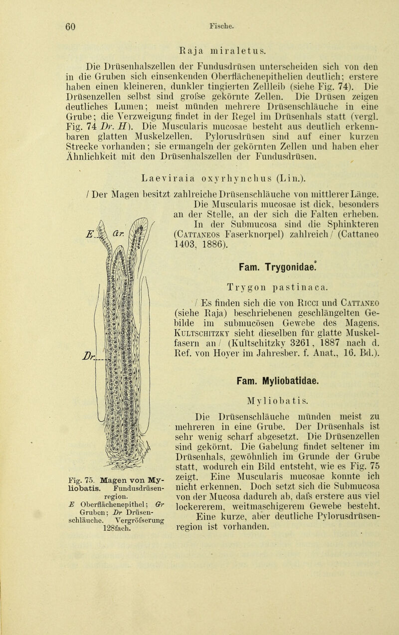 Raja miraletus. Die Drüsenhalszellen der Fundusdrüsen unterscheiden sich von den in die Gruben sich einsenkenden Oberflächenepithelien deutlich; erstere haben einen kleineren, dunkler tingierten Zellleib (siehe Fig. 74). Die Drüsenzellen selbst sind grofse gekörnte Zellen. Die Drüsen zeigen deutliches Lumen; meist münden mehrere Drüsenschläuche in eine Grube; die Verzweigung findet in der Regel im Drüsenhals statt (vergl. Fig. 74 Dr. H). Die Muscularis mucosae besteht aus deutlich erkenn- baren glatten Muskelzellen. Pylorusdrüsen sind auf einer kurzen Strecke vorhanden; sie ermangeln der gekörnten Zellen und haben eher Ähnlichkeit mit den Drüsenhalszellen der Fundusdrüsen. Laeviraia oxyrhynchus (Lin.). / Der Magen besitzt zahlreiche Drüsenschläuche von mittlerer Länge. Die Muscularis mucosae ist dick, besonders an der Stelle, an der sich die Falten erheben. In der Submucosa sind die Sphinkteren (Cattaneos Faserknorpel) zahlreich/ (Cattaneo 1403, 1886). Farn. Trygonidae! Trygon pastinaca. / Es finden sich die von Ricci und Cattaneo (siehe Raja) beschriebenen geschlängelten Ge- bilde im submucösen Gewebe des Magens. Kultschitzky sieht dieselben für glatte Muskel- fasern an/ (Kultschitzky 3261, 1887 nach d. Ref. von Hoyer im Jahresber. f. Anat., 16. Bd.). Farn. Myliobatidae. M y 1 i o b a t i s. Die Drüsenschläuche münden meist zu mehreren in eine Grube. Der Drüsenhals ist sehr wenig scharf abgesetzt. Die Drüsenzellen sind gekörnt. Die Gabelung findet seltener im Drüsenhals, gewöhnlich im Grunde der Grube statt, wodurch ein Bild entsteht, wie es Fig. 75 zeigt. Eine Muscularis mucosae konnte ich nicht erkennen. Doch setzt sich die Submucosa von der Mucosa dadurch ab, dafs erstere aus viel lockererem, weitmaschigerem Gewebe besteht. Eine kurze, aber deutliche Pylorusdrüsen- region ist vorhanden. Fig. 75. Magen von My- liobatis. Fundusdrüsen- region. E Oberflächenepithel; Gr Gruben; Br Drüsen- schläuche. Vergröfserung 128fach.