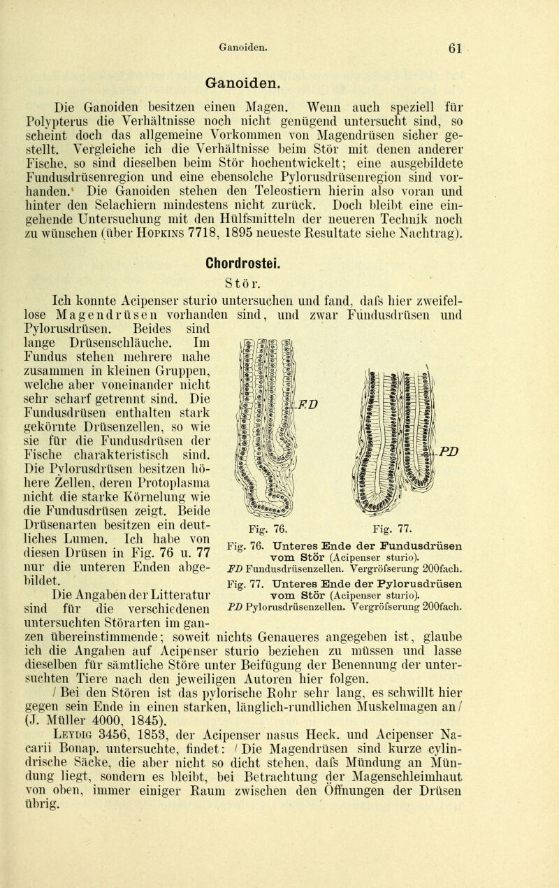 Ganoiden. Die Ganoiden besitzen einen Magen. Wenn auch speziell für Polypterus die Verhältnisse noch nicht genügend untersucht sind, so scheint doch das allgemeine Vorkommen von Magendrüsen sicher ge- stellt. Vergleiche ich die Verhältnisse beim Stör mit denen anderer Fische, so sind dieselben beim Stör hochentwickelt; eine ausgebildete Fundusdrüsenregion und eine ebensolche Pylorusdrüsenregion sind vor- handen. Die Ganoiden stehen den Teleostiern hierin also voran und hinter den Selachiern mindestens nicht zurück. Doch bleibt eine ein- gehende Untersuchung mit den Hülfsmitteln der neueren Technik noch zu wünschen (über Hopkins 7718, 1895 neueste Kesultate siehe Nachtrag). F.D Chordrostei. Stör. Ich konnte Acipenser sturio untersuchen und fand, dafs hier zweifel- lose Magendrüsen vorhanden sind, und zwar Fündusdrüsen und Pylorusdrüsen. Beides sind lange Drüsenschläuche. Im Fundus stehen mehrere nahe zusammen in kleinen Gruppen, welche aber voneinander nicht sehr scharf getrennt sind. Die Fundusdrüsen enthalten stark gekörnte Drüsenzellen, so wie sie für die Fündusdrüsen der Fische charakteristisch sind. Die Pylorusdrüsen besitzen hö- here Zellen, deren Protoplasma nicht die starke Körnelung wie die Fundusdrüsen zeigt. Beide Drüsenarten besitzen ein deut- liches Lumen. Ich habe von diesen Drüsen in Fig. 76 u. 77 nur die unteren Enden abge- bildet. Die Angaben der Litteratur sind für die verschiedenen untersuchten Störarten im gan- zen übereinstimmende; soweit nichts Genaueres angegeben ist, glaube ich die Angaben auf Acipenser sturio beziehen zu müssen und lasse dieselben für sämtliche Störe unter Beifügung der Benennung der unter- suchten Tiere nach den jeweiligen Autoren hier folgen. / Bei den Stören ist das pylorische Rohr sehr lang, es schwillt hier gegen sein Ende in einen starken, länglich-rundlichen Muskelmagen an / (J. Müller 4000, 1845). Leydig 3456, 1853, der Acipenser nasus Heck, und Acipenser Na- carii Bonap. untersuchte, findet: /Die Magendrüsen sind kurze cylin- drische Säcke, die aber nicht so dicht stehen, dafs Mündung an Mün- dung liegt, sondern es bleibt, bei Betrachtung der Magenschleimhaut von oben, immer einiger Raum zwischen den Öffnungen der Drüsen übrig. Fig. 76. Fig. 77. Fig. 76. Unteres Ende der Fundusdrüsen vom Stör (Acipenser sturio). FD Fundusdrüsenzellen. Vergrößerung 200fach. Fig. 77. Unteres Ende der Pylorusdrüsen vom Stör (Acipenser sturio). PB Pylorusdrüsenzellen. Vergrößerung 200fach.