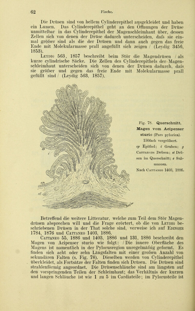 Die Drüsen sind von hellem Cylinderepithel ausgekleidet und haben ein Lumen. Das Cylinderepithel geht an den Öfthungen der Drüse unmittelbar in das Cylinderepithel der Magenschleimhaut über, dessen Zellen sich von denen der Drüse dadurch unterscheiden, dafs sie ein- mal gröfser sind als die der Drüsen und dann auch gegen das freie Ende mit Molekularmasse prall angefüllt sich zeigen / (Levdig 3456, 1853). Leydig 563, 1857 beschreibt beim Stör die Magendrüsen /als kurze cylindrische Säcke. Die Zellen des Cylinderepithels der Magen- schleimhaut unterscheiden sich von denen der Drüsen dadurch, dafs sie gröfser und gegen das freie Ende mit Molekularmasse prall gefüllt sind / (Leydig 563, 1857). Fig. 78. Querschnitt, Magen vom Acipenser sturio (Pars pylorica). löOfach vergTÖfsert. ep Epithel; i Gruben; g Cattankos Drüsen; ^Drü- sen im Querschnitt; c Sub- raucosa. Nach Cattaneo 1403, 1886. Betreffend die weitere Litteratur, welche zum Teil dem Stör Magen- drüsen absprechen will und die Frage erörtert, ob die von Leydig be- schriebenen Drüsen in der That solche sind, verweise ich auf Edinger 1784, 1876 und Cattaneo 1403, 1886. Cattaneo 55, 1886 und 1403, 1886 und 131, 1886 beschreibt den Magen von Acipenser sturio wie folgt: /Die innere Oberfläche des Magens ist namentlich in der Pylorusregion unregelmäfsig geformt. Es finden sich acht oder zehn Längsfalten mit einer grofsen Anzahl von sekundären Falten (s. Fig. 78). Dieselben werden von Cylinderepithel überkleidet, als Fortsätze der Falten finden sich Drüsen. Die Drüsen sind strahlenförmig angeordnet. Die Drüsenschläuche sind am längsten auf den vorspringenden Teilen der Schleimhaut; das Verhältnis der kurzen und langen Schläuche ist wie 1 zu 5 im Cardiateile; im Pylorusteile ist