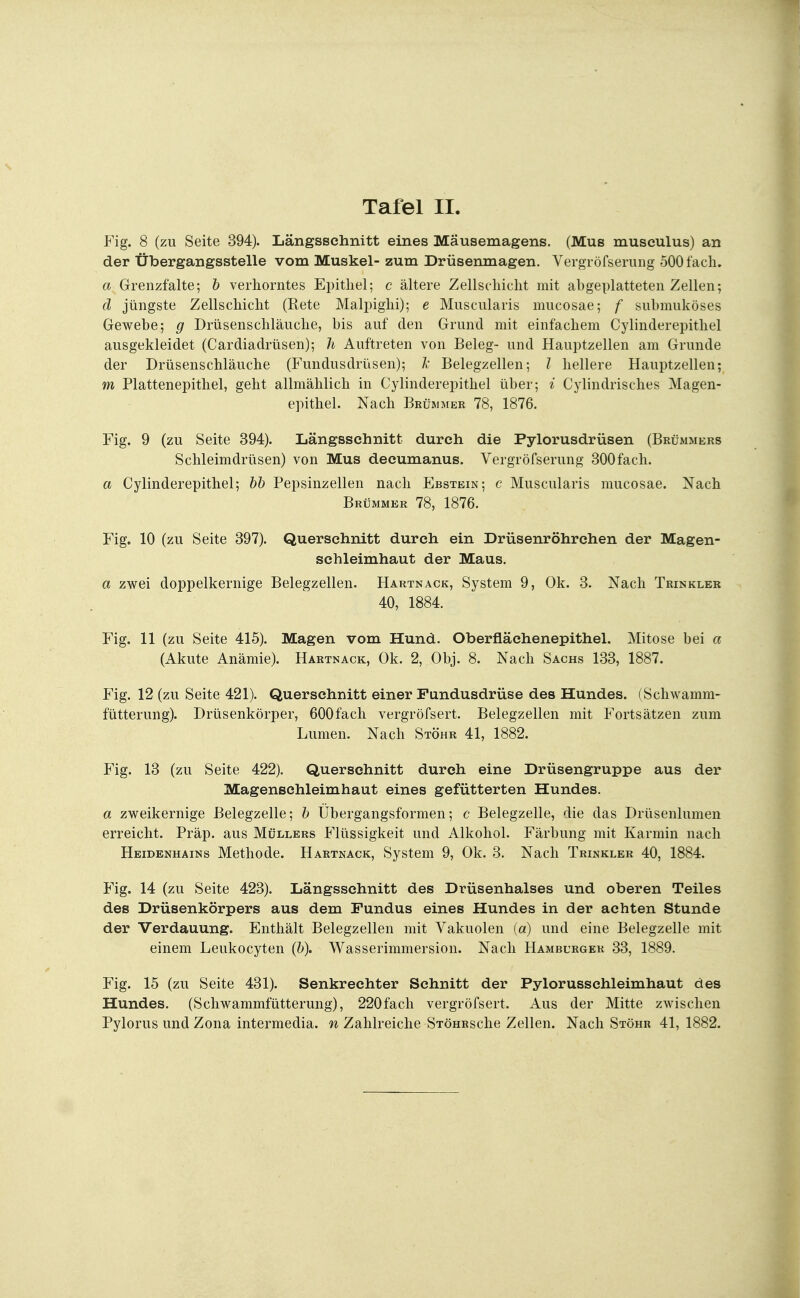 Fig. 8 (zu Seite 394). Längsschnitt eines Mäusemagens. (Mus musculus) an der Übergangsstelle vom Muskel- zum Drüsenmagen. Vergröfserung 500 fach. a Grenzfalte; b verhorntes Epithel; c ältere Zellschicht mit abgeplatteten Zellen; d jüngste Zellschicht (Rete Malpighi); e Muscularis mucosae; f submuköses Gewebe; g Drüsenschläuche, bis auf den Grund mit einfachem Cylinderepithel ausgekleidet (Cardiadrüsen); h Auftreten von Beleg- und Hauptzellen am Grunde der Drüsenschläuche (Fundusdrüsen); Tc Belegzellen; l hellere Hauptzellen; m Plattenepithel, geht allmählich in Cylinderepithel über; i Cylindrisches Magen- epithel. Nach Brummer 78, 1876. Fig. 9 (zu Seite 394). Längsschnitt durch die Pylorusdrüsen (Brummers Schleimdrüsen) von Mus decumanus. Vergröfserung 300fach. a Cylinderepithel; bb Pepsinzellen nach Ebstein; c Muscularis mucosae. Nach Brummer 78, 1876. Fig. 10 (zu Seite 397). Querschnitt durch ein Drüsenröhrehen der Magen- schleimhaut der Maus. a zwei doppelkernige Belegzellen. Hartnack, System 9, Ok. 3. Nach Trinkler 40, 1884. Fig. 11 (zu Seite 415). Magen vom Hund. Oberfläehenepithel. Mitose bei a (Akute Anämie). Hartnack, Ok. 2, Obj. 8. Nach Sachs 133, 1887. Fig. 12 (zu Seite 421). Querschnitt einer Fundusdrüse des Hundes. (Schwamm- fütterung). Drüsenkörper, 600fach vergröfsert. Belegzellen mit Fortsätzen zum Lumen. Nach Stöhr 41, 1882. Fig. 13 (zu Seite 422). Querschnitt durch eine Drüsengruppe aus der Magenschleimhaut eines gefütterten Hundes. a zweikernige Belegzelle; b Übergangsformen; c Belegzelle, die das Drüsenlumen erreicht. Präp. aus Müllers Flüssigkeit und Alkohol. Färbung mit Karmin nach Heidenhains Methode. Hartnack, System 9, Ok. 3. Nach Trinkler 40, 1884. Fig. 14 (zu Seite 423). Längsschnitt des Drüsenhalses und oberen Teiles des Drüsenkörpers aus dem Fundus eines Hundes in der achten Stunde der Verdauung. Enthält Belegzellen mit Vakuolen (d) und eine Belegzelle mit einem Leukocyten (b). Wasserimmersion. Nach Hamburger 33, 1889. Fig. 15 (zu Seite 431). Senkrechter Schnitt der Pylorusschleimhaut des Hundes. (Schwammfütterung), 220fach vergröfsert. Aus der Mitte zwischen Pylorus und Zona intermedia, n Zahlreiche StöhrscIic Zellen. Nach Stöhr 41, 1882.