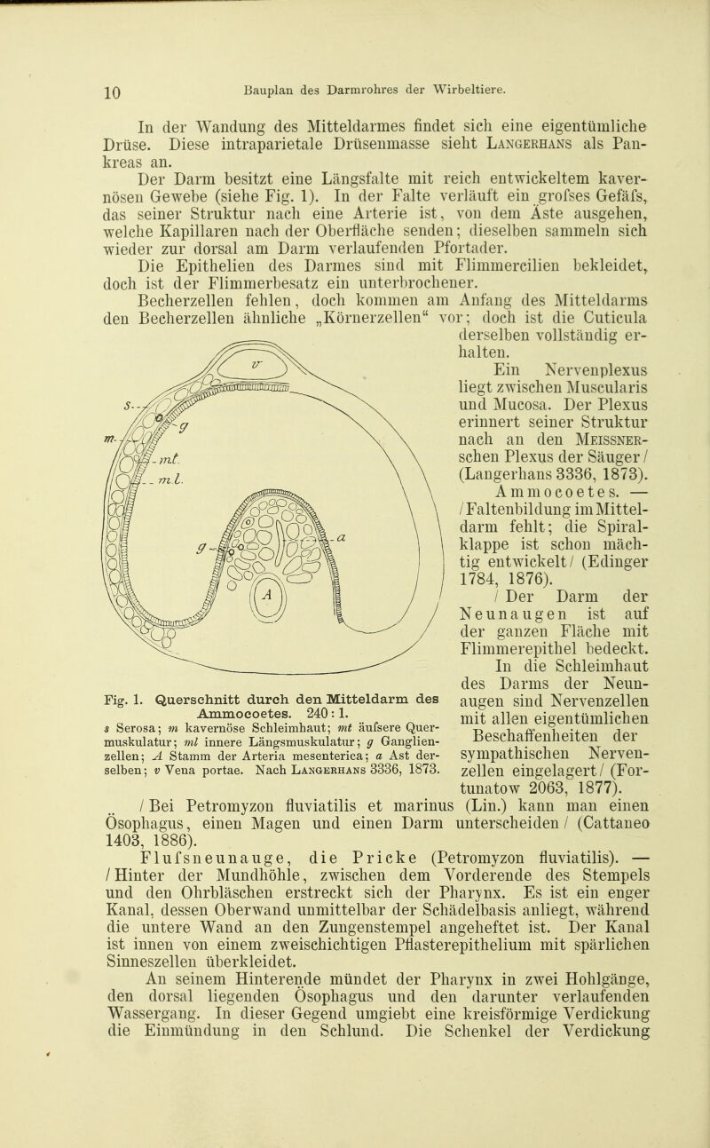 In der Wandung des Mitteldarmes findet sich eine eigentümliche Drüse. Diese intraparietale Drüsenmasse sieht Langerhans als Pan- kreas an. Der Darm besitzt eine Längsfalte mit reich entwickeltem kaver- nösen Gewebe (siehe Fig. 1). In der Falte verläuft ein grofses Gefäfs, das seiner Struktur nach eine Arterie ist, von dem Äste ausgehen, welche Kapillaren nach der Oberfläche senden; dieselben sammeln sich wieder zur dorsal am Darm verlaufenden Pfortader. Die Epithelien des Darmes sind mit Flimmercilien bekleidet^ doch ist der Flimmerbesatz ein unterbrochener. Becherzellen fehlen, doch kommen am Anfang des Mitteldarms den Becherzellen ähnliche „Körnerzellen vor; doch ist die Cuticula derselben vollständig er- halten. Ein Nerven Plexus liegt zwischen Muscularis und Mucosa. Der Plexus erinnert seiner Struktur nach an den Meissner- schen Plexus der Säuger / (Langerhans 3336, 1873). A m m 0 c 0 e t e s. — /Faltenbildung im Mittel- darm fehlt; die Spiral- klappe ist schon mäch- tig entwickelt/ (Edinger 1784, 1876). / Der Darm der Neunaugen ist auf der ganzen Fläche mit Flimmerepithel bedeckt. In die Schleimhaut des Darms der Neun- augen sind Nervenzellen mit allen eigentümlichen Beschaffenheiten der sympathischen Nerven- zellen eingelagert / (For- tunatow 2063, 1877). / Bei Petromyzon fluviatilis et marinus (Lin.) kann man einen Ösophagus, einen Magen und einen Darm unterscheiden / (Cattanea 1403, 1886). Flufsneunauge, die Pricke (Petromyzon fluviatilis). — /Hinter der Mundhöhle, zwischen dem Vorderende des Stempels und den Ohrbläschen erstreckt sich der Pharynx. Es ist ein enger Kanal, dessen Oberwand unmittelbar der Schädelbasis anliegt, während die untere Wand an den Zungenstempel angeheftet ist. Der Kanal ist innen von einem zweischichtigen Pflasterepithelium mit spärlichen Sinneszellen überkleidet. An seinem Hinterende mündet der Pharynx in zwei Hohlgänge, den dorsal liegenden Ösophagus und den darunter verlaufenden Wassergang. In dieser Gegend umgiebt eine kreisförmige Verdickung die Einmündung in den Schlund. Die Schenkel der Verdickung Fig. 1. Querschnitt durch den Mitteldarm des Ammocoetes. 240:1. s Serosa; m kavernöse Schleimhaut; mt äufsere Quer- muskulatur; ml innere Längsmuskulatiir; g Ganglien- zellen; A Stamm der Arteria mesenterica; a Ast der- selben ; V Vena portae. Nach Langerhans 3336, 1873.