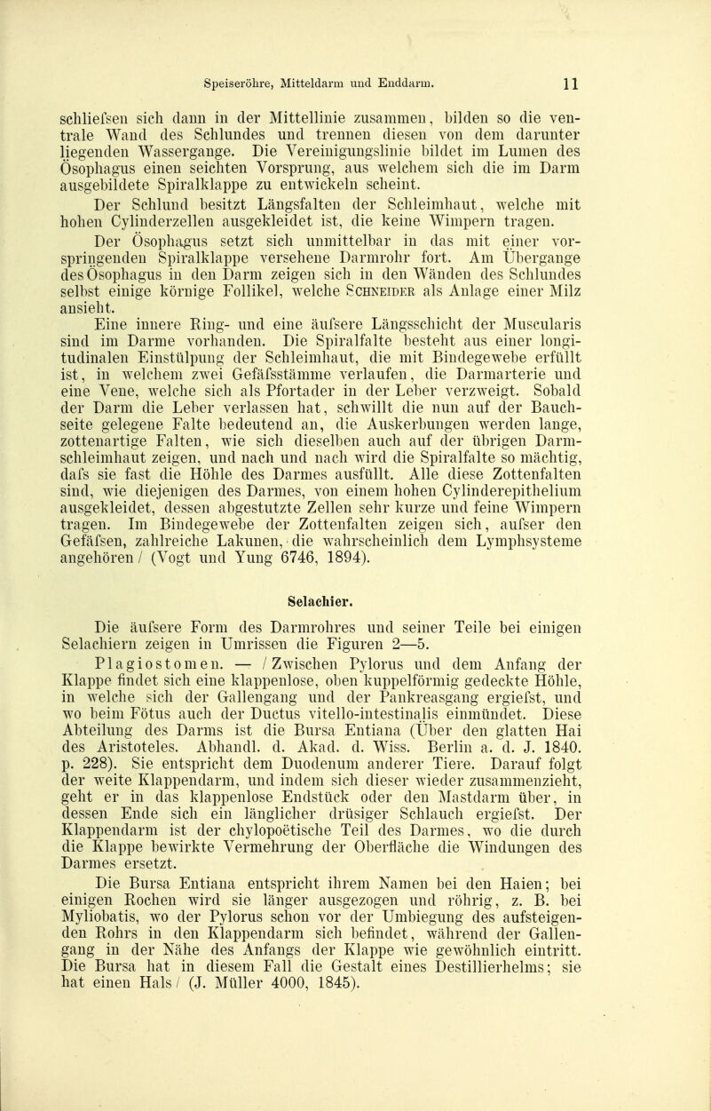 schliefsen sich dann in der Mittellinie zusammen, bilden so die ven- trale Wand des Schlundes und trennen diesen von dem darunter liegenden Wassergange. Die Yereinigungslinie bildet im Lumen des Ösophagus einen seichten Vorsprung, aus welchem sich die im Darm ausgebildete Spiralklappe zu entwickeln scheint. Der Schlund besitzt Längsfalten der Schleimhaut, welche mit hohen Cylinderzellen ausgekleidet ist, die keine Wimpern tragen. Der Ösophagus setzt sich unmittelbar in das mit einer vor- springenden Spiralklappe versehene Darmrohr fort. Am Übergange des Ösophagus in den Darm zeigen sich in den Wänden des Schlundes selbst einige körnige Follikel, welche Schneider als Anlage einer Milz ansieht. Eine innere Ring- und eine äufsere Längsschicht der Muscularis sind im Darme vorhanden. Die Spiralfalte besteht aus einer longi- tudinalen Einstülpung der Schleimhaut, die mit Bindegewebe erfüllt ist, in welchem zwei Gefäfsstämme verlaufen, die Darmarterie und eine Vene, welche sich als Pfortader in der Leber verzweigt. Sobald der Darm die Leber verlassen hat, schwillt die nun auf der Bauch- seite gelegene Falte bedeutend an, die Auskerbungen werden lange, zottenartige Falten, wie sich dieselben auch auf der übrigen Darm- schleimhaut zeigen, und nach und nach wird die Spiralfalte so mächtig, dafs sie fast die Höhle des Darmes ausfüllt. Alle diese Zottenfalten sind, wie diejenigen des Darmes, von einem hohen Cylinderepithelium ausgekleidet, dessen abgestutzte Zellen sehr kurze und feine Wimpern tragen. Im Bindegewebe der Zottenfalteu zeigen sich, aufser den Gefäfsen, zahlreiche Lakunen, die wahrscheinlich dem Lymphsysteme angehören / (Vogt und Yung 6746, 1894). Selächier. Die äufsere Form des Darmrohres und seiner Teile bei einigen Selachiern zeigen in Umrissen die Figuren 2—5. Plagiostomen. — / Zwischen Pylorus und dem Anfang der Klappe findet sich eine klappenlose, oben kuppeiförmig gedeckte Höhle, in welche sich der Gallengang und der Pankreasgang ergiefst, und wo beim Fötus auch der Ductus vitello-intestinajis einmündet. Diese Abteilung des Darms ist die Bursa Entiana (Über den glatten Hai des Aristoteles. Abhandl. d. Akad. d. Wiss. Berlin a. d. J. 1840. p. 228). Sie entspricht dem Duodenum anderer Tiere. Darauf folgt der weite Klappendarm, und indem sich dieser wieder zusammenzieht, geht er in das klappenlose Endstück oder den Mastdarm über, in dessen Ende sich ein länglicher drüsiger Schlauch ergiefst. Der Klappendarm ist der chylopoetische Teil des Darmes, wo die durch die Klappe bewirkte Vermehrung der Oberfläche die Windungen des Darmes ersetzt. Die Bursa Entiana entspricht ihrem Namen bei den Haien; bei einigen Rochen wird sie länger ausgezogen und röhrig, z. B. bei Myliobatis, wo der Pylorus schon vor der Umbiegung des aufsteigen- den Rohrs in den Klappendarm sich befindet, während der Gallen- gang in der Nähe des Anfangs der Klappe wie gewöhnlich eintritt. Die Bursa hat in diesem Fall die Gestalt eines Destillierhelms; sie hat einen Hals / (J. Müller 4000, 1845).