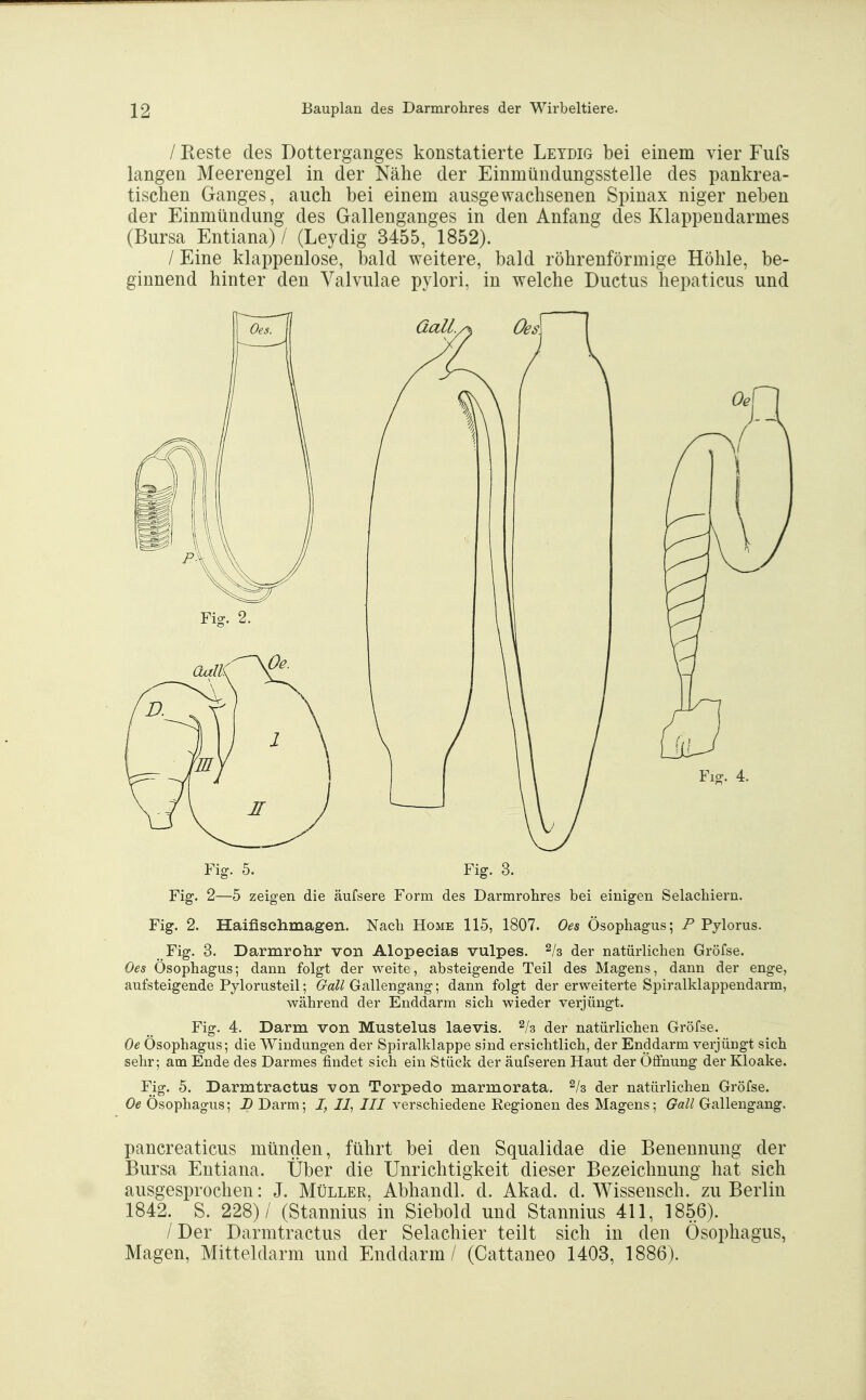 / Reste des Dotterganges konstatierte Leydig bei einem vier Fufs langen Meerengel in der Nähe der Einmündungsstelle des pankrea- tischen Ganges, auch bei einem ausgewachsenen Spinax niger neben der Einmündung des Gallenganges in den Anfang des Klappendarmes (Bursa Entiana) / (Leydig 3455, 1852). / Eine klappenlose, bald weitere, bald röhrenförmige Höhle, be- ginnend hinter den Valvulae pylori, in welche Ductus hepaticus und Fig. 5. Fig. 3. Fig. 2—5 zeigen die äufsere Form des Darmrohres bei einigen Selachiern. Fig. 2. Haifisehmagen. Nach Home 115, 1807. Oes Ösophagus; P Pylorus. Fig. 3. Darmrohr von Alopeeias vulpes. der natürlichen Gröfse. Oes Ösophagus; dann folgt der weite, absteigende Teil des Magens, dann der enge, aufsteigende Pylorusteil; Göll Gallengang; dann folgt der erweiterte Spiralklappendarm, während der Enddarm sich wieder verjüngt. Fig. 4. Darm von Mustelus laevis. der natürlichen Gröfse. Oe Ösophagus; die Windungen der Spiralklappe sind ersichtlich, der Enddarm verjüngt sich sehr; am Ende des Darmes findet sich ein Stück der äufseren Haut der Öifnung der Kloake. Fig. 5. Darmtractus von Torpedo marmorata. ^/g der natürlichen Gröfse. Oe Ösophagus; D Darm; I, 11^ III verschiedene Regionen des Magens; Gall Gallengang. pancreaticus münden, führt bei den Squalidae die Benennung der Bursa Entiana. Über die Unrichtigkeit dieser Bezeichnung hat sich ausgesprochen: J. Müller, Abhandl. d. Akad. d. Wissensch, zu Berlin 1842. S. 228)/ (Stannius in Siebold und Stannius 411, 1856). / Der Darmtractus der Selachier teilt sich in den Ösophagus, Magen, Mitteldarm und Enddarm / (Cattaneo 1403, 1886).