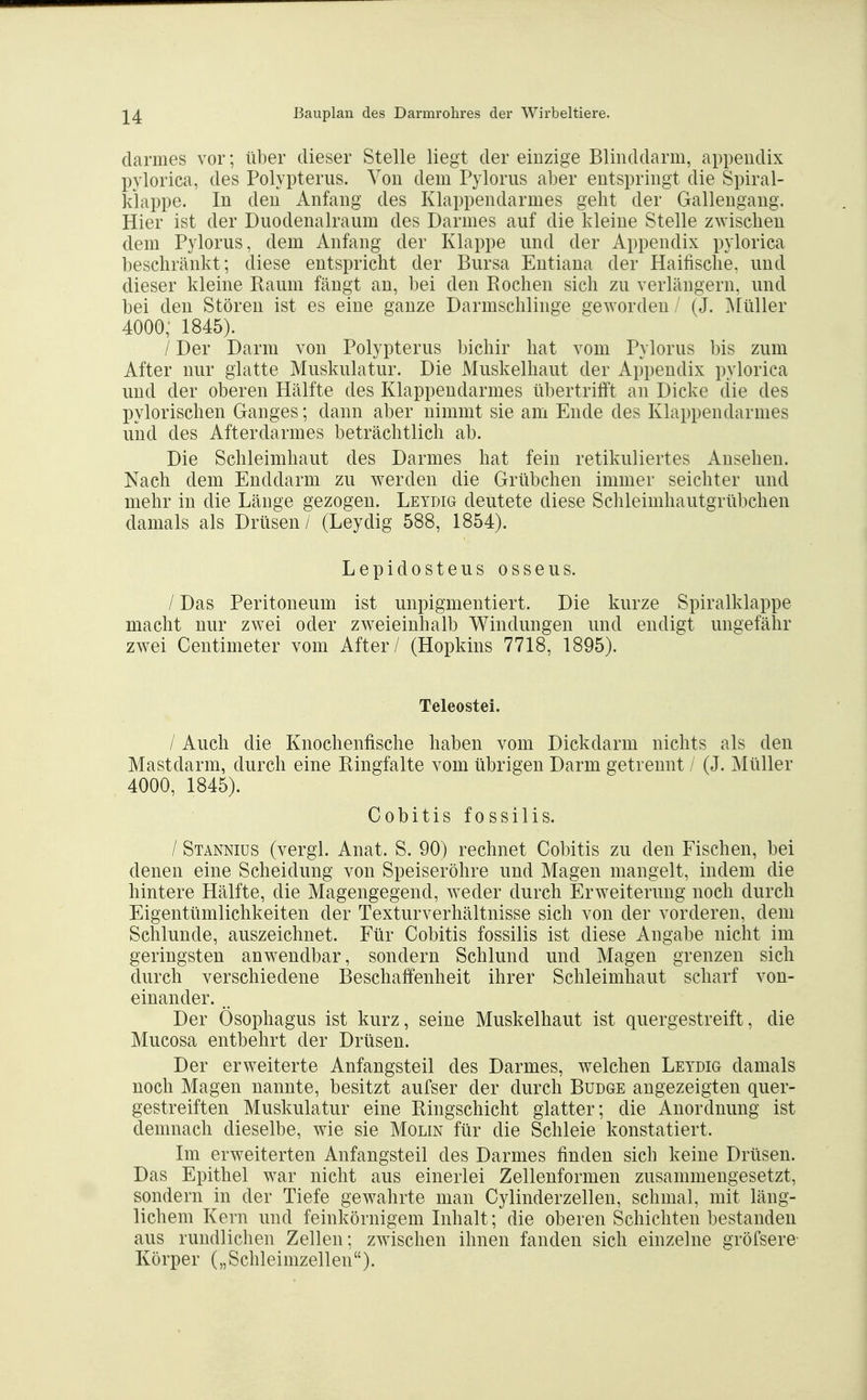 darmes vor; über dieser Stelle liegt der einzige Blinddarm, appendix pylorica, des Polypteriis. Von dem Pylorus aber entspringt die Spiral- kiappe. In den Anfang des Klappendarmes geht der Gallengang. Hier ist der Duodenalraum des Darmes auf die kleine Stelle zwischen dem Pylorus, dem Anfang der Klappe und der Appendix pylorica beschränkt; diese entspricht der Bursa Entiana der Haifische, und dieser kleine Raum fängt an, bei den Rochen sich zu verlängern, und bei den Stören ist es eine ganze Darmschlinge geworden / (J. I\Iüller 4000; 1845). / Der Darm von Polypterus bichir hat vom Pylorus bis zum After nur glatte Muskulatur. Die Muskelhaut der Appendix pylorica und der oberen Hälfte des Klappendarmes übertrifft an Dicke die des pylorischen Ganges; dann aber nimmt sie am Ende des Klappendarmes und des Afterdarmes beträchtlich ab. Die Schleimhaut des Darmes hat fein retikuliertes Ansehen. Nach dem Enddarm zu werden die Grübchen immer seichter und mehr in die Länge gezogen. Leydig deutete diese Schleimhautgrübchen damals als Drüsen/ (Leydig 588, 1854). Lepidosteus osseus. / Das Peritoneum ist unpigmentiert. Die kurze Spiralklappe macht nur zwei oder zweieinhalb Windungen und endigt ungefähr zwei Centimeter vom After / (Hopkins 7718, 1895). Teleostei. / Auch die Knochenfische haben vom Dickdarm nichts als den Mastdarm, durch eine Ringfalte vom übrigen Darm getrennt / (J. Müller 4000, 1845). Cobitis fossilis. / Stannius (vergl. Anat. S. 90) rechnet Cobitis zu den Fischen, bei denen eine Scheidung von Speiseröhre und Magen mangelt, indem die hintere Hälfte, die Magengegend, weder durch Erweiterung noch durch Eigentümlichkeiten der Texturverhältnisse sich von der vorderen, dem Schlünde, auszeichnet. Für Cobitis fossilis ist diese Angabe nicht im geringsten anwendbar, sondern Schlund und Magen grenzen sich durch verschiedene Beschaffenheit ihrer Schleimhaut scharf von- einander. , Der Ösophagus ist kurz, seine Muskelhaut ist quergestreift, die Mucosa entbehrt der Drüsen. Der erweiterte Anfangsteil des Darmes, welchen Leydig damals noch Magen nannte, besitzt aufser der durch Budge angezeigten quer- gestreiften Muskulatur eine Ringschicht glatter; die Anordnung ist demnach dieselbe, wie sie Molin für die Schleie konstatiert. Im erweiterten Anfangsteil des Darmes finden sich keine Drüsen. Das Epithel war nicht aus einerlei Zellenformen zusammengesetzt, sondern in der Tiefe gewahrte man Cylinderzellen, schmal, mit läng- lichem Kern und feinkörnigem Inhalt; die oberen Schichten bestanden aus rundlichen Zellen; zwischen ihnen fanden sich einzelne gröfsere- Körper („Schleimzellen).