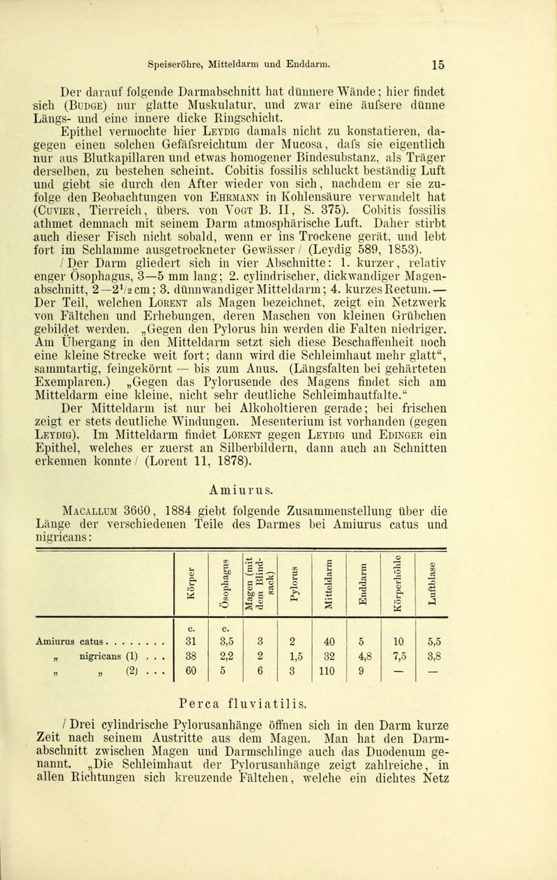 Der darauf folgende Darmabschnitt hat dünnere Wände; hier findet sich (Budge) nur glatte Muskulatur, und zwar eine äufsere dünne Längs- und eine innere dicke Ringschicht. Epithel vermochte hier Leydig damals nicht zu konstatieren, da- gegen einen solchen Gefäfsreichtum der Mucosa, dafs sie eigentlich nur aus Blutkapillaren und etwas homogener Bindesubstanz, als Träger derselben, zu bestehen scheint. Cobitis fossilis schluckt beständig Luft und giebt sie durch den After wieder von sich, nachdem er sie zu- folge den Beobachtungen von Ehrmann in Kohlensäure verwandelt hat (CuviER, Tierreich, übers, von Vogt B. II, S. 375). Cobitis fossilis athmet demnach mit seinem Darm atmosphärische Luft. Daher stirbt auch dieser Fisch nicht sobald, wenn er ins Trockene gerät, und lebt fort im Schlamme ausgetrockneter Gewässer / (Leydig 589, 1853). /Der Darm gliedert sich in vier Abschnitte: 1. kurzer, relativ enger Ösophagus, 3—5 mm lang; 2. cylindrischer, dickwandiger Magen- abschnitt, 2—2^2 cm; 3. dünnwandiger Mitteldarm; 4. kurzes Rectum.— Der Teil, welchen Lorent als Magen bezeichnet, zeigt ein Netzwerk von Fältchen und Erhebungen, deren Maschen von kleinen Grübchen gebildet werden. „Gegen den Pylorus hin werden die Falten niedriger. Am Übergang in den Mitteldarm setzt sich diese Beschaffenheit noch eine kleine Strecke weit fort; dann wird die Schleimhaut mehr glatt, sammtartig, feingekörnt — bis zum Anus. (Längsfalten bei gehärteten Exemplaren.) „Gegen das Pylorusende des Magens findet sich am Mitteldarm eine kleine, nicht sehr deutliche Schleimhautfalte. Der Mitteldarm ist nur bei Alkoholtieren gerade; bei frischen zeigt er stets deutliche Windungen. Mesenterium ist vorhanden (gegen Leydig). Im Mitteldarm findet Lorent gegen Leydig und Edinger ein Epithel, welches er zuerst an Silberbildern, dann auch an Schnitten erkennen konnte / (Lorent 11, 1878). A m i u r u s. Macallum 36G0, 1884 giebt folgende Zusammenstellung über die Länge der verschiedenen Teile des Darmes bei Amiurus catus und nigricans: Körper Ösophagus Magen (mit dem Blind- sack) Pylorus Mitteldarm 1 Enddarm Körperhöhle Luftblase c. c. 31 3,5 3 2 40 5 10 5,5 „ nigricans (1) ... 38 2,2 2 1,5 32 4,8 7,5 3,8 (2) ... 60 5 6 3 110 9 Perca fluviatilis. / Drei cylindrische Pylorusanhänge öffnen sich in den Darm kurze Zeit nach seinem Austritte aus dem Magen. Man hat den Darm- abschnitt zwischen Magen und Darmschlinge auch das Duodenum ge- nannt. „Die Schleimhaut der Pylorusanhänge zeigt zahlreiche, in allen Richtungen sich kreuzende Fältchen, welche ein dichtes Netz