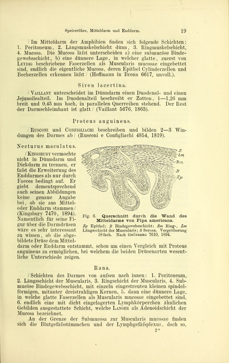 / Im Mitteldarm der Amphibien finden sich folgende Schichten: 1. Peritoneum, 2. Längsmuskelschicht dünn, 3. Ringmuskelschicht, 4. Mucosa. Die Mucosa läfst unterscheiden a) eine submucöse Binde- gewebsschicht, b) eine dünnere Lage, in welcher glatte, zuerst von Letdig beschriebene Faserzellen als Muscularis mucosae eingebettet sind, endlich die eigentliche Mucosa, deren Epithel Cylinderzellen und Becherzellen erkennen läfst / (Hoffmann in Bronn 6617, unvoll.). Siren lacertina. / Vaillant unterscheidet im Dünndarm einen Duodenal- und einen Jejunoilealteil. Im Duodenalteil beschreibt er Zotten, 1—1,26 mm breit und 0,45 mm hoch, in parallelen Querreihen stehend. Der Rest der Darmschleimhaut ist glatt / (Vaillant 5676, 1863). Proteus an guineu s. /'RuscoNi und Configliachi beschreiben und bilden 2—3 Win- dungen des Darmes ab/ (Rusconi e Configliachi 4854, 1819). Necturus maculatus. / KiNGSBüRY vermochte nicht in Dünndarm und Dickdarm zu trennen, er fafst die Erweiterung des Enddarmes als nur durch Faeces bedingt auf. Er giebt dementsprechend auch seinen Abbildungen keine genaue Angabe bei, ob sie aus Mittel- oder Enddarm stammen/ (Kingsbury 7470, 1894). Namentlich für seine Fi- gur über die Darmdrüsen wäre es sehr interessant zu wissen, ob die abge- bildete Drüse dem Mittel- darm oder Enddarm entstammt, schon um einen Vergleich mit Proteus anguineus zu ermöglichen, bei welchem die beiden Drüsenarten wesent- liche Unterschiede zeigen. Rana. /Schichten des Darmes von aufsen nach innen: 1. Peritoneum, 2. Längsschicht der Muscularis, 3. Ringschicht der Muscularis, 4. Sub- mucöse Bindegewebsschicht, mit einzeln eingestreuten kleinen spindel- förmigen, mitunter dreistrahligen Kernen, 5. dann eine dünnere Lage, in welche glatte Faserzellen als Muscularis mucosae eingebettet sind, 6. endlich eine mit dicht eingelagerten Lymphkörperchen ähnlichen Gebilden ausgestattete Schicht, welche Langer als Adenoidschicht der Mucosa bezeichnet. An der Grenze der Submucosa zur Muscularis mucosae finden sich die Blutgefäfsstämmchen und der Lymphgefäfsplexus, doch so, 2* Fig. 6. Querschnitt durch die Wand des Mitteldarms von Pipa americana. Up Epithel; £ Bindegewebsschicht; Um Ring-, Zm Längsschicht der Muscularis; S Serosa. Vergröfserung 58 fach. Nach Grönberg 7610, 1894.