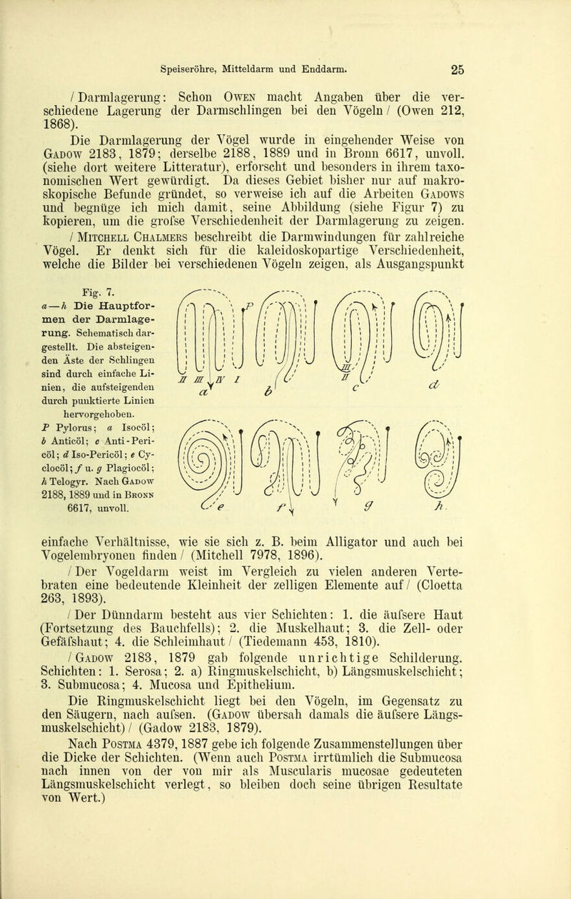 / Darmlagerung: Schon Owen macht Angaben über die ver- schiedene Lagerung der Darmschlingen bei den Vögeln / (Owen 212, 1868). Die Darmlagerung der Vögel wurde in eingehender Weise von Gadow 2183, 1879; derselbe 2188, 1889 und in Bronn 6617, unvoll, (siehe dort weitere Litteratur), erforscht und besonders in ihrem taxo- nomischen Wert gewürdigt. Da dieses Gebiet bisher nur auf makro- skopische Befunde gründet, so verweise ich auf die Arbeiten Gadows und begnüge ich mich damit, seine Abbildung (siehe Figur 7) zu kopieren, um die grofse Verschiedenheit der Darmlagerung zu zeigen. / Mitchell Chalmers beschreibt die Darmwindungen für zahlreiche Vögel. Er denkt sich für die kaleidoskopartige Verschiedenheit, welche die Bilder bei verschiedenen Vögeln zeigen, als Ausgangspunkt Fig. 7. a — h Die Hauptfor- men der Darmlage- rung. Schematisch dar- gestellt. Die absteigen- den Äste der Schlingen sind durch einfache Li- nien, die aufsteigenden durch punktierte Linien hervorgehoben. P Pylorus; a Isocöl; b Anticöl; c Anti-Peri- cöl; d Iso-Pericöl; e Cy- clocöl/ u. ^ Plagiocöl; ÄTelogyr. Nach Gadow 2188,1889 und in Bronn 6617, unvoll. einfache Verhältnisse, wie sie sich z. B. beim Alligator und auch bei Vogelembryonen finden / (Mitchell 7978, 1896). / Der Vogeldarm weist im Vergleich zu vielen anderen Verte- braten eine bedeutende Kleinheit der zelligen Elemente auf / (Cloetta 263, 1893). / Der Dünndarm besteht aus vier Schichten: 1. die äufsere Haut (Fortsetzung des Bauchfells); 2. die Muskelhaut; 3. die Zell- oder Gefäfshaut; 4. die Schleimhaut / (Tiedemann 453, 1810). /Gadow 2183, 1879 gab folgende unrichtige Schilderung. Schichten: 1. Serosa; 2. a) Ringmuskel Schicht, b) Längsmuskelschicht; 3. Submucosa; 4. Mucosa und Epithelium. Die Ringmuskelschicht liegt bei den Vögeln, im Gegensatz zu den Säugern, nach aufsen. (Gadow übersah damals die äufsere Längs- muskelschicht) / (Gadow 2183, 1879). Nach PosTMA 4379,1887 gebe ich folgende Zusammenstellungen über die Dicke der Schichten. (Wenn auch Postma irrtümlich die Submucosa nach innen von der von mir als Muscularis mucosae gedeuteten Längsmuskelschicht verlegt, so bleiben doch seine übrigen Resultate von Wert.)