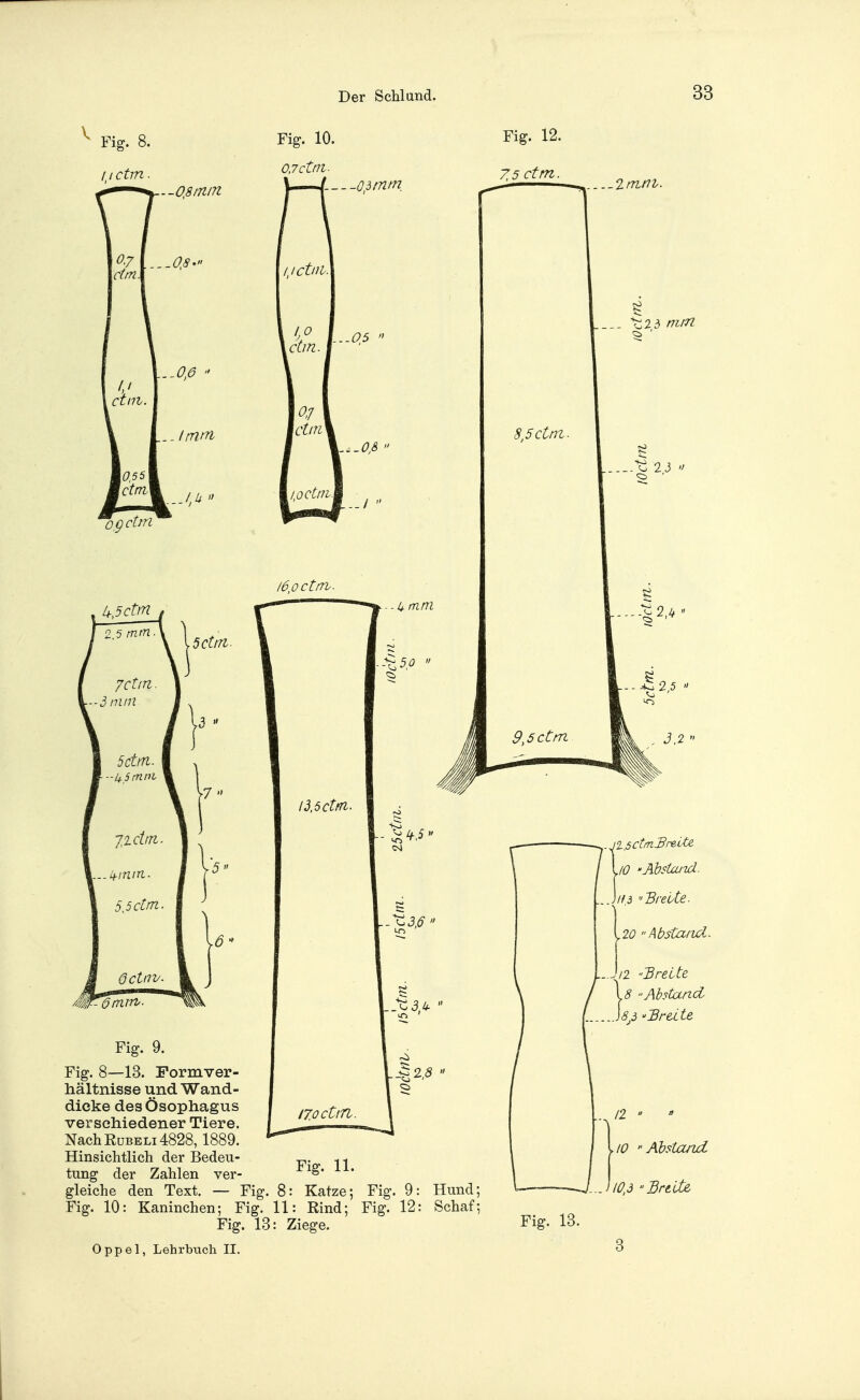 ^ Fig. / / ctm. -08/n/n ..imtn IM  ogctm Oitnm, uctnv\ 1,0 ctm. ..05  ..-OS \ioctni.\ lönctm. I  13.6 ctm. ^50 17.0 ctin. 18  ..2 tum. Fig. 9. Fig. 8—13. Formver- hältnisse und Wand- dicke des Ösophagus verschiedener Tiere. Nach RüBELi 4828,1889. Hinsichtlich der Bedeu- - ^ tung der Zahlen ver- gleiche den Text. — Fig. 8: Katze; Fig. 9: Hund; Fig. 10: Kaninchen; Fig. 11: Rind; Fig. 12: Schaf; Fig. 13: Ziege. Oppel, Lehrbuch II. .10 'Äbstw^. ^^jf,d Breite. .20 Absta/id. J/2 ■'breite 8 Abstand S.3 SreLte 12   10 Abstand 103 Bride. Fig. 13.