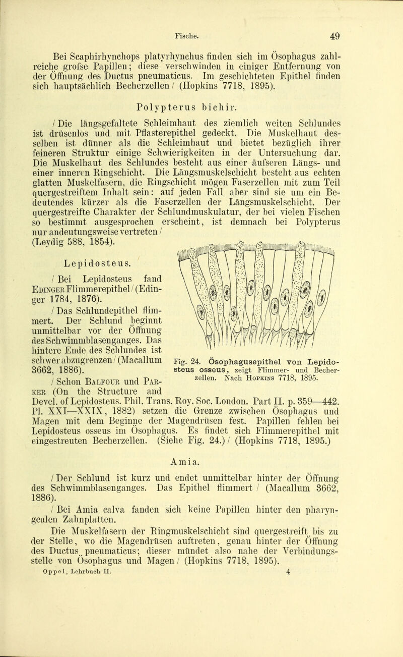 Bei Scaphirhynchops platyrliynchus finden sich im Ösophagus zahl- reiche grofse Papillen; diese verschwinden in einiger Entfernung von der Ölfnung des Ductus pneumaticus. Im geschichteten Epithel finden sich hauptsächlich Becherzellen / (Hopkins 7718, 1895). Polypterus bichir. /Die längsgefaltete Schleimhaut des ziemlich weiten Schlundes ist drüsenlos und mit Pflasterepithel gedeckt. Die Muskelhaut des- selben ist dünner als die Schleimhaut und bietet bezüglich ihrer feineren Struktur einige Schwierigkeiten in der Untersuchung dar. Die Muskelhaut des Schlundes besteht aus einer äufseren Längs- und einer inneren Ringschicht. Die Längsmuskelschicht besteht aus echten glatten Muskelfasern, die Ringschicht mögen Faserzellen mit zum Teil quergestreiftem Inhalt sein: auf jeden Fall aber sind sie um ein Be- deutendes kürzer als die Faserzellen der Längsmuskelschicht. Der quergestreifte Charakter der Schlundmuskulatur, der bei vielen Fischen so bestimmt ausgesprochen erscheint, ist demnach bei Polypterus nur andeutungsweise vertreten / (Leydig 588, 1854). Lepidosteus. / Bei Lepidosteus fand Edinger Flimmerepithel / (Edin- ger 1784, 1876). / Das Schlundepithel flim- mert. Der Schlund beginnt unmittelbar vor der Öffnung des Schwimmblasenganges. Das hintere Ende des Schlundes ist schwer abzugrenzen / (Macallum 3662, 1886). / Schon Bälfour und Par- ker (On the Structure and Devel. of Lepidosteus. Phil. Trans. Roy. Soc. London. Part II. p. 359—442. PI. XXI—^XXIX, 1882) setzen die Grenze zwischen Ösophagus und Magen mit dem Beginne der Magendrüsen fest. Papillen fehlen bei Lepidosteus osseus im Ösophagus. Es findet sich Flimmerepithel mit eingestreuten Becherzellen. (Siehe Fig. 24.)/ (Hopkins 7718, 1895.) Fig. 24. Ösophagusepitliel von Lepido- steus osseus, zeigt Flimmer- und Becher- zellen. Nach Hopkins 7718, 1895. A m i a. /Der Schlund ist kurz und endet unmittelbar hinter der Öffnung des Schwimmblasenganges. Das Epithel flimmert / (Macallum 3662, 1886). / Bei Amia calva fanden sich keine Papillen hinter den pharyn- gealen Zahnplatten. Die Muskelfasern der Ringmuskelschicht sind quergestreift bis zu der Stelle, wo die Magendrüsen auftreten, genau hinter der Öffnung des Ductus, pneumaticus; dieser mündet also nahe der Verbindungs- stelle von Ösophagus und Magen / (Hopkins 7718, 1895). Oppel, Lehrbuch II. 4