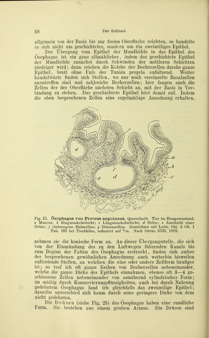 allgemein von der Basis bis zur freien Oberfläche reichten, so handelte es sich nicht um geschichtetes, sondern um ein zweizeiliges Epithel. Der Übergang vom Epithel der Mundhöhle in das Epithel des Ösophagus ist ein ganz allmählicher, indem das geschichtete Epithel der Mundhöhle zunächst durch Schwinden der mittleren Schichten niedriger wird; dann reichen die Kelche der Becherzellen durchs ganze Epithel, breit ohne Fufs der Tunica propria aufsitzend. Weiter kaudalwärts finden sich Stellen, wo nur noch vereinzelte Basalzellen anzutreffen sind und zahlreiche Becherzellen; hier fangen auch die Zellen der der Oberfläche nächsten Schicht an, mit der Basis in Ver- bindung zu stehen. Das geschichtete Epithel hört damit auf. Indem die eben besprochenen Zellen eine regelmäfsige Anordnung erhalten, Fig. 25. Ösophagus von Proteus anguineus, Querschnitt. Tier im Hungerzustand. a Mueosa; b Ringmuskelschicht; c Längsmuskelschicht; d Drüse; e Anschnitt einer Drüse; f einbezogene Halszellen; g Drüsenzellen. Gezeichnet mit Leitz. Obi. 4 Ok. I Tub. 160 bei Tischhöhe, reduziert auf ^/lo. Nach Oppel 6330, 1889. nehmen sie die konische Form an. An dieser Übergangsstelle, die sich von der Einmündung des zu den Luftwegen führenden Kanals bis zum Beginn der Falten des Ösophagus erstreckt, finden sich aufser der besprochenen gewöhnlichen Anordnung auch weiterhin bisweilen auftretende Stellen, an welchen die eine oder andere Zellform häufiger ist; so traf ich oft ganze Reihen von Becherzellen nebeneinander, welche die ganze Dicke des Epithels einnahmen, ebenso oft 3—4 ge- schlossene Zellen nebeneinander von annähernd cylindrischer Form; im mäfsig durch Konservierungsflüssigkeiten, auch bei durch Nahrung gedehntem Ösophagus fand ich gleichfalls das zweizeilige Epithel; dasselbe unterschied sich kaum durch seine geringere Dicke von dem nicht gedehnten. Die Drüsen (siehe Fig. 25) des Ösophagus haben eine rundliche Form. Sie bestehen aus einem grofsen Acinus. Die Drüsen sind