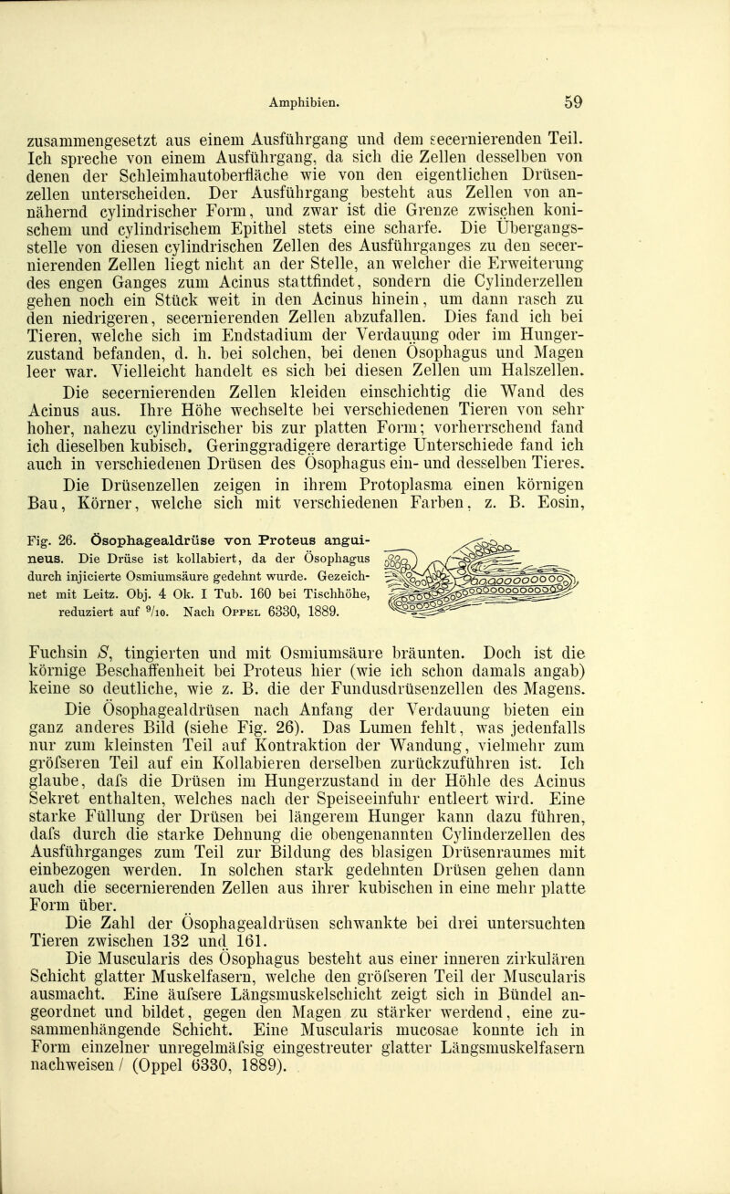 zusammengesetzt aus einem Ausführgang und dem secernierenden Teil. Ich spreche von einem Ausführgang, da sich die Zellen desselben von denen der Schleimhautoberfläche wie von den eigentlichen Drüsen- zellen unterscheiden. Der Ausführgang besteht aus Zellen von an- nähernd cylindrischer Form, und zwar ist die Grenze zwischen koni- schem und cylindrischem Epithel stets eine scharfe. Die Übergangs- stelle von diesen cylindrischen Zellen des Ausführganges zu den secer- nierenden Zellen liegt nicht an der Stelle, an welcher die Erweiterung des engen Ganges zum Acinus stattfindet, sondern die Cylinderzellen gehen noch ein Stück weit in den Acinus hinein, um dann rasch zu den niedrigeren, secernierenden Zellen abzufallen. Dies fand ich bei Tieren, welche sich im Endstadium der Verdauung oder im Hunger- zustand befanden, d. h. bei solchen, bei denen Ösophagus und Magen leer war. Vielleicht handelt es sich bei diesen Zellen um Halszellen. Die secernierenden Zellen kleiden einschichtig die Wand des Acinus aus. Ihre Höhe wechselte bei verschiedenen Tieren von sehr hoher, nahezu cylindrischer bis zur platten Form; vorherrschend fand ich dieselben kubisch. Geringgradigere derartige Unterschiede fand ich auch in verschiedenen Drüsen des Ösophagus ein- und desselben Tieres. Die Drüsenzellen zeigen in ihrem Protoplasma einen körnigen Bau, Körner, welche sich mit verschiedenen Farben, z. B. Eosin, Fig. 26. Ösophagealdrüse von Proteus angui- neus. Die Drüse ist kollabiert, da der Ösophagus durch injicierte Osmiumsäure gedehnt wurde. Gezeich- net mit Leitz. Obj. 4 Ok. I Tub. 160 bei Tischhöhe, reduziert auf ^/lo. Nach Oppel 6330, 1889. Fuchsin S, tingierten und mit Osmiumsäure bräunten. Doch ist die körnige Beschaffenheit bei Proteus hier (wie ich schon damals angab) keine so deutliche, wie z. B. die der Fundusdrüsenzellen des Magens. Die Ösophagealdrüsen nach Anfang der Verdauung bieten ein ganz anderes Bild (siehe Fig. 26). Das Lumen fehlt, was jedenfalls nur zum kleinsten Teil auf Kontraktion der Wandung, vielmehr zum gröfseren Teil auf ein Kollabieren derselben zurückzuführen ist. Ich glaube, dafs die Drüsen im Hungerzustand in der Höhle des Acinus Sekret enthalten, w^elches nach der Speiseeinfuhr entleert wird. Eine starke Füllung der Drüsen bei längerem Hunger kann dazu führen, dafs durch die starke Dehnung die obengenannten Cylinderzellen des Ausführganges zum Teil zur Bildung des blasigen Drüsenraumes mit einbezogen werden. In solchen stark gedehnten Drüsen gehen dann auch die secernierenden Zellen aus ihrer kubischen in eine mehr platte Form über. Die Zahl der Ösophagealdrüsen schwankte bei drei untersuchten Tieren zwischen 132 und 161. Die Muscularis des Ösophagus besteht aus einer inneren zirkulären Schicht glatter Muskelfasern, welche den gröfseren Teil der jMuscularis ausmacht. Eine äufsere Längsmuskelschicht zeigt sich in Bündel an- geordnet und bildet, gegen den Magen zu stärker werdend, eine zu- sammenhängende Schicht. Eine Muscularis mucosae konnte ich in Form einzelner unregelmäfsig eingestreuter glatter Längsmuskelfasern nachweisen / (Oppel 6330, 1889). ,