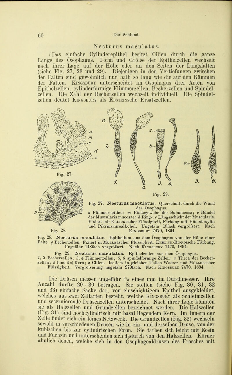 Necturus maculatus. / Das einfaclie Cylinclerepithel besitzt Cilien durch die ganze Länge des Ösophagus. Form und Gröfse der Epithelzellen wechselt nach ihrer Lage auf der Höhe oder an den Seiten der Längsfalten (siehe Fig. 27, 28 und 29). Diejenigen in den Vertiefungen zwischen den Falten sind gewöhnlich nur halb so lang wie die auf den Kämmen der Falten. Kingsbury unterscheidet im Ösophagus drei Arten von Epithelzellen, cylinderförmige Flimmerzellen, Becherzellen und Spindel- zellen. Die Zahl der Becherzellen wechselt individuell. Die Spindel- zellen deutet Kingsbury als EBSTEiNsche Ersatzzellen. Fig. 27. Fig. 29. Fig. 27. Necturus maculatus. Querschnitt durch die Wand des Ösophagus. a Flimmerepithel; m Bindegewebe der Submucosa; c Bündel der Muscularis mucosae; d Ring-, e Läugsschicht der Muscularis. Fixiert mit ERLiCKischer Flüssigkeit, Färbung mit Hämatoxylin und Pikrinsäurealkohol. Ungefähr ISfach vergröfsert. Nach KiNGSBDRY 7470, 1894. Fig. 28. Necturus maculatus. Epitheliura aus dem Ösophagus von der Höhe einer Falte, g Becherzellen. Fixiert in MüLLERscher Flüssigkeit, EHRLiCH-BiONDische Färbung. Ungefähr 148fach vergröfsert. Nach Kingsbury 7470, 1894. Fig. 29. Necturus maculatus. Epithelzellen aus dem Ösophagus. 2 Becherzellen; 3, 4 Flimmerzellen; 5, 6 spindelförmige Zellen; a Theca der Becher- zellen; h (und 5a) Kern; c Cilien. Isoliert in gleichen Teilen Wasser und MüLLERscher Flüssigkeit. Vergröfserung ungefähr 270fach. Nach Kingsbury 7470, 1894. Fig. 28. Die Drüsen messen ungefähr ^/s eines mm im Durchmesser. Ihre Anzahl dürfte 20-^30 betragen. Sie stellen (siehe Fig. 30, 31, 32 und 33) einfache Säcke dar, von einschichtigem Epithel ausgekleidet, welches aus zwei Zellarten besteht, welche Kingsbury als Schleimzellen und secernierende Drüsenzellen unterscheidet. Nach ihrer Lage könnten sie als Halszellen und Grundzellen bezeichnet werden. Die Halszellen (Fig. 31) sind hochcylindrisch mit basal liegendem Kern. Im Innern der Zelle findet sich ein feines Netzwerk. Die Grundzellen (Fig. 32) wechseln sowohl in verschiedenen Drüsen wie in ein- und derselben Drüse, von der kubischen bis zur cylindrischen Form. Sie färben sich leicht mit Eosin und Fuchsin und unterscheiden sich dadurch von den Halszellen. Körner ähnlich denen, welche sich in den Ösophagealdrüsen des Frosches mit