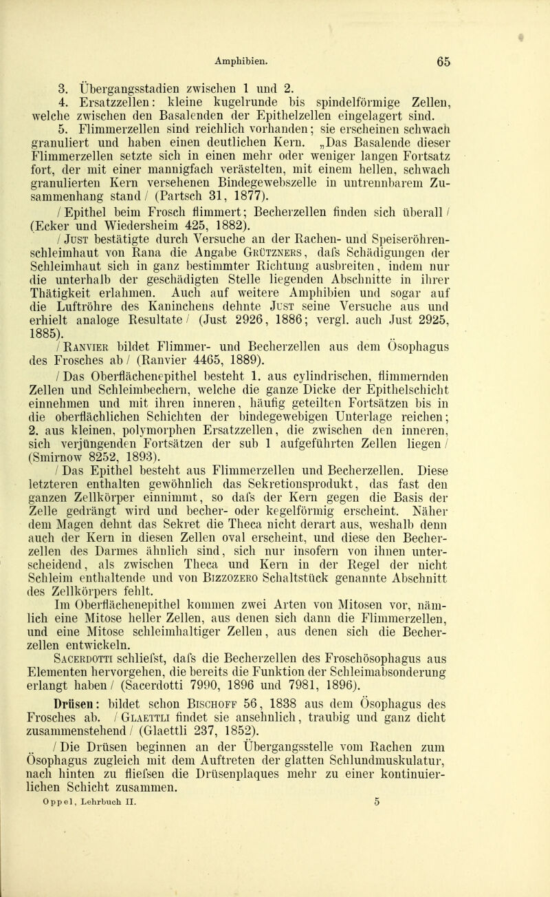 3. Übergangsstadien zwischen 1 und 2. 4. Ersatzzellen: kleine kugelrunde bis spindelförmige Zellen, welche zwischen den Basalenden der Epithelzellen eingelagert sind. 5. Flimmerzellen sind reichlich vorhanden; sie erscheinen schwach granuliert und haben einen deutlichen Kern. „Das Basalende dieser Flimmerzellen setzte sich in einen mehr oder weniger langen Fortsatz fort, der mit einer mannigfach verästelten, mit einem hellen, schwach granulierten Kern versehenen Bindegewebszelle in untrennbarem Zu- sammenhang stand / (Partsch 31, 1877). / Epithel beim Frosch flimmert; Becherzellen finden sich überall / (Ecker und Wiedersheim 425, 1882). / Just bestätigte durch Versuche an der Bachen- und Speiseröhren- schleimhaut von Rana die Angabe Grützners, dafs Schädigungen der Schleimhaut sich in ganz bestimmter Richtung ausbreiten, indem nur die unterhalb der geschädigten Stelle liegenden Abschnitte in ihrer Thätigkeit erlahmen. Auch auf weitere Amphibien und sogar auf die Luftröhre des Kaninchens dehnte Just seine Versuche aus und erhielt analoge Resultate/ (Just 2926, 1886; vergl. auch Just 2925, 1885). /Ranvier bildet Flimmer- und Becherzellen aus dem Ösophagus des Frosches ab / (Ranvier 4465, 1889). /Das Oberflächenepithel besteht 1. aus cylindrischen, flimmernden Zellen und Schleimbechern, welche die ganze Dicke der Epithelschicht einnehmen und mit ihren inneren, häufig geteilten Fortsätzen bis in die oberflächlichen Schichten der bindegewebigen Unterlage reichen; 2. aus kleinen, polymorphen Ersatzzellen, die zwischen den inneren, sich verjüngenden Fortsätzen der sub 1 aufgeführten Zellen liegen / (Smirnow 8252, 1893). / Das Epithel besteht aus Flimmerzellen und Becherzellen. Diese letzteren enthalten gewöhnlich das Sekretionsprodukt, das fast den ganzen Zellkörper einnimmt, so dafs der Kern gegen die Basis der Zelle gedrängt wird und becher- oder kegelförmig erscheint. Näher dem Magen dehnt das Sekret die Theca nicht derart aus, weshalb denn auch der Kern in diesen Zellen oval erscheint, und diese den Becher- zellen des Darmes ähnlich sind, sich nur insofern von ihnen unter- scheidend, als zwischen Theca und Kern in der Regel der nicht Schleim enthaltende und von Bizzozero Schaltstück genannte Abschnitt des Zellkörpers fehlt. Im Oberflächenepithel kommen zwei Arten von Mitosen vor, näm- lich eine Mitose heller Zellen, aus denen sich dann die Flimmerzellen, und eine Mitose schleimhaltiger Zellen, aus denen sich die Becher- zellen entwickeln. Sacerdottt schliefst, dafs die Becherzellen des Froschösophagus aus Elementen hervorgehen, die bereits die Funktion der Schleimabsonderung erlangt haben / (Sacerdotti 7990, 1896 und 7981, 1896). Drüsen: bildet schon Bischoff 56, 1838 aus dem Ösophagus des Frosches ab. / Glaettli findet sie ansehnlich, traubig und ganz dicht zusammenstehend / (Glaettli 237, 1852). / Die Drüsen beginnen an der Übergangsstelle vom Rachen zum Ösophagus zugleich mit dem Auftreten der glatten Schlundmuskulatur, nach hinten zu fliefsen die Drüsenplaques mehr zu einer kontinuier- lichen Schicht zusammen. Oppel, Lehrbuch II. 5