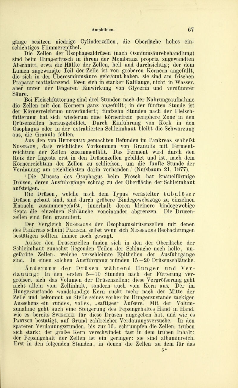 gänge besitzen niedrige Cylinderzellen, die Oberfläche hohes ein- schichtiges Flimmerepithel. Die Zellen der Ösophagealdrüsen (nach Osmiumsäurebehandlung) sind beim Hungerfrosch in ihrem der Membrana propria zugewandten Abschnitt, etwa die Hälfte der Zellen, hell und durchsichtig; der dem Lumen zugewandte Teil der Zelle ist von gröberen Körnern angefüllt, die sich in der Überosmiumsäure gebräunt haben, sie sind am frischen Präparat mattglänzend, lösen sich in starker Kalilauge, nicht in Wasser, aber unter der längeren Einwirkung von Glycerin und verdünnter Säure. Bei Fleischfütterung sind drei Stunden nach der Nahrungsaufnahme die Zellen mit den Körnern ganz angefüllt; in der fünften Stunde ist der Körnerreichtum unverändert; fünfzehn Stunden nach der Fleisch- fütterung hat sich wiederum eine körnerfreie periphere Zone in den Drüsenzellen herausgebildet. Durch Einführung von Kork in den Ösophagus oder in der extrahierten Schleimhaut bleibt die Schwärzung aus, die Granula fehlen. Aus den von Heidenhain gemachten Befunden im Pankreas schliefst NUSSBAUM, dafs reichliches Vorkommen von Granulis mit Ferment- reichtum der Zellen zusammenfällt. Das Ferment wird durch den Keiz der Ingesta erst in den Drüsenzellen gebildet und ist, nach dem Körnerreichtum der Zellen zu schliefsen, um die fünfte Stunde der Verdauung am reichlichsten darin vorhanden / (Nufsbaum 21, 1877). / Die Mucosa des Ösophagus beim Frosch hat knäuelförmige Drüsen, deren Ausführgänge schräg zu der Oberfläche der Schleimhaut aufsteigen. Die Drüsen, welche nach dem Typus verästelter tubulöser Drüsen gebaut sind, sind durch gröbere Bindegewebszüge zu einzelnen Knäueln zusammengefafst, innerhalb deren kleinere bindegewebige Septa die einzelnen Schläuche voneinander abgrenzen. Die Drüsen- zellen sind fein granuliert. Der Vergleich Nussbaums der Ösophagusdrüsenzellen mit denen des Pankreas scheint Partsch, selbst wenn sich Nussbaums Beobachtungen bestätigen sollten, immer noch gewagt. Aufser den Drüsenzellen finden sich in den der Oberfläche der Schleimhaut zunächst liegenden Teilen der Schläuche noch helle, un- gefärbte Zellen, welche verschleimte Epithelien der Ausführgänge sind. In einen solchen Ausführgang münden 15—20 Drüsenschläuche. Änderung der Drüsen während Hunger und Ver- dauung: In den ersten 5—10 Stunden nach der Fütterung ver- gröfsert sich das Volumen der Drüsenzellen; diese Vergröfserung geht nicht allein vom Zellinhalt, sondern auch vom Kern aus. Der im Hungerzustande wandständige Kern rückt mehr nach der Mitte der Zelle und bekommt an Stelle seines vorher im Hungerzustande zackigen Aussehens ein rundes, volles, „saftiges Äufsere. Mit der Volum- zunahme geht auch eine Steigerung des Pepsingehaltes Hand in Hand, wie es bereits Swiecicki für diese Drüsen angegeben hat, und wie es Partsch bestätigt, auf Grund zahlreicher Verdauungsversuche. In den späteren Verdauungsstunden, bis zur 16., schrumpfen die Zellen, trüben sich stark; der grofse Kern verschwindet fast in dem trüben Inhalt; der Pepsingehalt der Zellen ist ein geringer; sie sind albuminreich. Erst in den folgenden Stunden, in denen die Zellen zu dem für das 5*