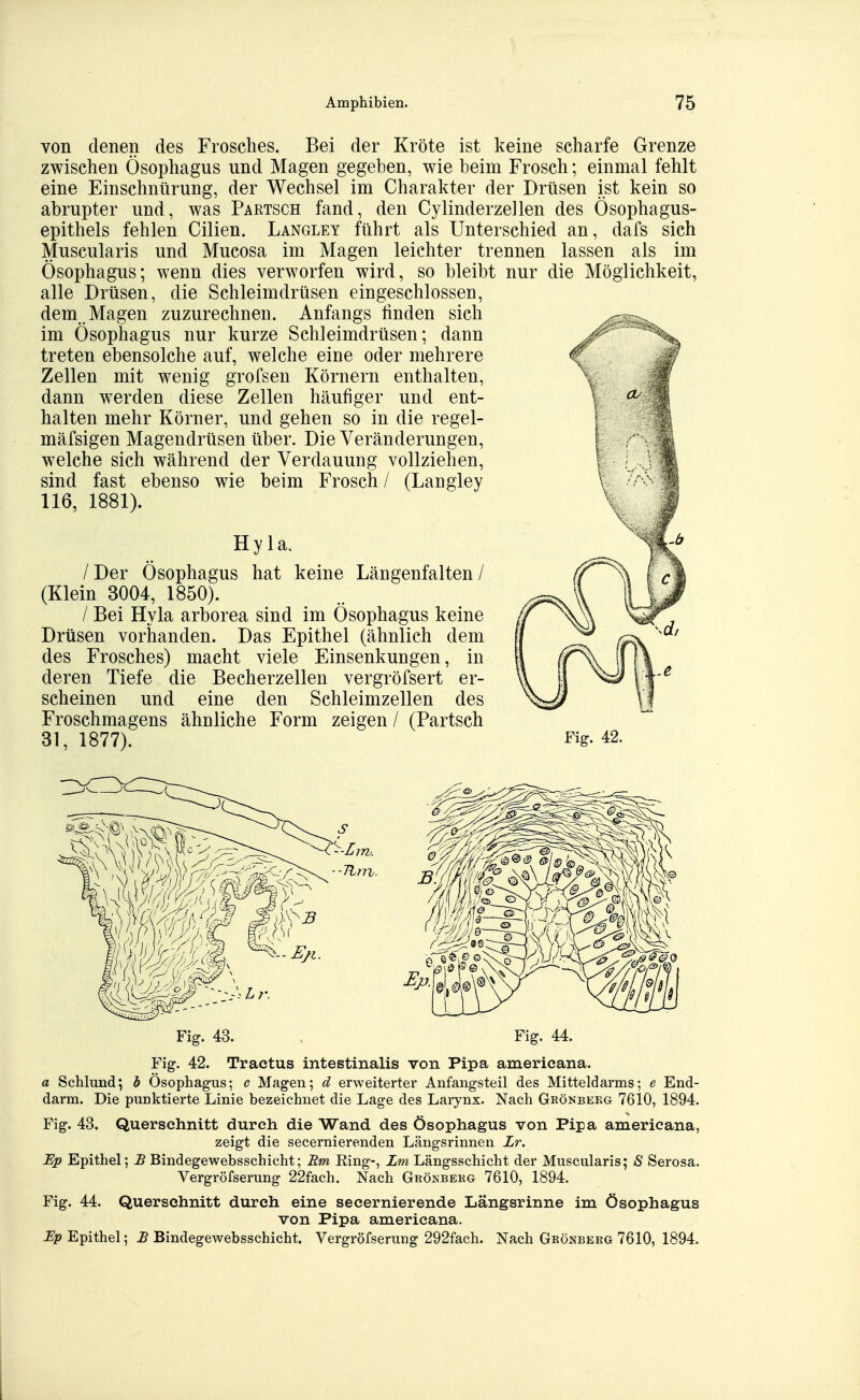 von denen des Frosches. Bei der Kröte ist keine scharfe Grenze zwischen Ösophagus und Magen gegeben, wie beim Frosch; einmal fehlt eine Einschnürung, der Wechsel im Charakter der Drüsen ist kein so abrupter und, was Partsch fand, den Cylinderzellen des Ösophagus- epithels fehlen Cilien. Langley führt als Unterschied an, dafs sich Muscularis und Mucosa im Magen leichter trennen lassen als im Ösophagus; wenn dies verworfen wird, so bleibt nur die Möglichkeit, alle Drüsen, die Schleimdrüsen eingeschlossen, dem Magen zuzurechnen. Anfangs finden sich im Ösophagus nur kurze Schleimdrüsen; dann treten ebensolche auf, welche eine oder mehrere Zellen mit wenig grofsen Körnern enthalten, dann werden diese Zellen häufiger und ent- halten mehr Körner, und gehen so in die regel- mäfsigen Magendrüsen über. Die Veränderungen, welche sich während der Verdauung vollziehen, sind fast ebenso wie beim Frosch / (Langley 116, 1881). Hyla. / Der Ösophagus hat keine Längenfalten / (Klein 3004, 1850). / Bei Hyla arborea sind im Ösophagus keine Drüsen vorhanden. Das Epithel (ähnlich dem des Frosches) macht viele Einsenkungen, in deren Tiefe die Becherzellen vergröfsert er- scheinen und eine den Schleimzellen des Froschmagens ähnliche Form zeigen / (Partsch 31, 1877). Fig. 42. Fig. 43. , Fig. 44. Fig. 42. Tractus intestinalis von Pipa americana. a Schlund; 6 Ösophagus; c Magen; d erweiterter Anfangsteil des Mitteldarms; e End- darm. Die punktierte Linie bezeichnet die Lage des Larynx. Nach Grönbekg 76lO, 1894. Fig. 43. Querschnitt durch die Wand des Ösophagus von Pipa americana, zeigt die secernierenden Längsrinnen Zr. JEp Epithel; B Bindegewebsschicht; Rm Ring-, Lm Längsschicht der Muscularis; S Serosa. Vergröfserung 22fach. Nach Grönbekg 7610, 1894. Fig. 44. Querschnitt durch eine secernierende Längsrinne im Ösophagus von Pipa americana. -E^p Epithel; ^Bindegewebsschicht. Vergröfserung 292fach. Nach Grönberg 7610, 1894.