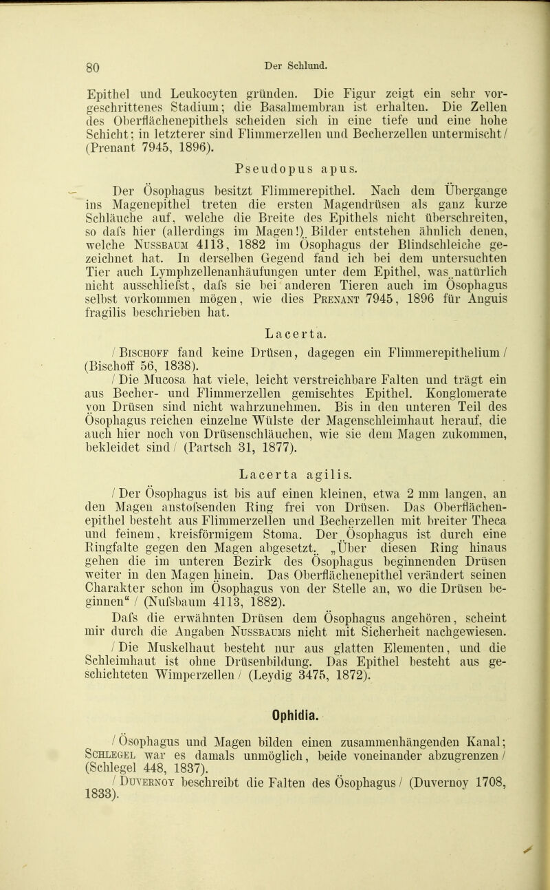 Epithel und Leukocyten grimden. Die Figur zeigt ein sehr vor- geschrittenes Stadium; die Basalmembran ist erhalten. Die Zellen des Oherflächenepithels scheiden sich in eine tiefe und eine hohe Schicht; in letzterer sind Flimmerzellen und Becherzellen untermischt/ (Prenant 7945, 1896). Pseudopus apus. Der Ösophagus besitzt Flimmerepithel. Nach dem Übergange ins Magenepithel treten die ersten Magendrüsen als ganz kurze Schläuche auf, welche die Breite des Epithels nicht überschreiten, so dafs hier (allerdings im MagenBilder entstehen ähnlich denen, welche Nussbaum 4113, 1882 im Ösophagus der Blindschleiche ge- zeichnet hat. In derselben Gegend fand ich bei dem untersuchten Tier auch Lymphzellenanhäufungen unter dem Epithel, was_ natürlich nicht ausschliefst, dafs sie bei anderen Tieren auch im Ösophagus selbst vorkommen mögen, wie dies Prenant 7945, 1896 für Anguis fragilis beschrieben hat. Lacerta. / Bischoff fand keine Drüsen ^ dagegen ein Flimmerepithelium / (Bischoff 56, 1838). / Die Mucosa hat viele, leicht verstreichbare Falten und trägt ein aus Becher- und Flimmerzellen gemischtes Epithel. Konglomerate von Drüsen sind nicht wahrzunehmen. Bis in den unteren Teil des Ösophagus reichen einzelne Wülste der Magenschleimhaut herauf, die auch hier noch von Drüsenschläuchen, wie sie dem Magen zukommen, bekleidet sind/ (Bartsch 31, 1877). Lacerta agilis. / Der Ösophagus ist bis auf einen kleinen, etwa 2 mm langen, an den Magen anstofsenden Ring frei von Drüsen. Das Oberliächen- epithel besteht aus Flimmerzellen und Becherzellen mit breiter Theca und feinem, kreisförmigem Stoma. Der .Ösophagus ist durch eine Ringfalte gegen den Magen abgesetzt. „Über diesen Ring hinaus gehen die im unteren Bezirk des Ösophagus beginnenden Drüsen weiter in den Magen hinein. Das Oberflächenepithel verändert seinen Charakter schon im Ösophagus von der Stelle an, wo die Drüsen be- ginnen / (Nufsbaum 4113, 1882). Dafs die erwähnten Drüsen dem Ösophagus angehören, scheint mir durch die Angaben Nussbaums nicht mit Sicherheit nachgewiesen. / Die Muskelhaut besteht nur aus glatten Elementen, und die Schleimhaut ist ohne Drüsenbildung. Das Epithel besteht aus ge- schichteten Wimperzellen / (Leydig 3475, 1872). Ophidia. / Ösophagus und Magen bilden einen zusammenhängenden Kanal; Schlegel war es damals unmöglich, beide voneinander abzugrenzen / (Schlegel 448, 1837). / DuvERNOY beschreibt die Falten des Ösophagus / (Duvernoy 1708, 1833).