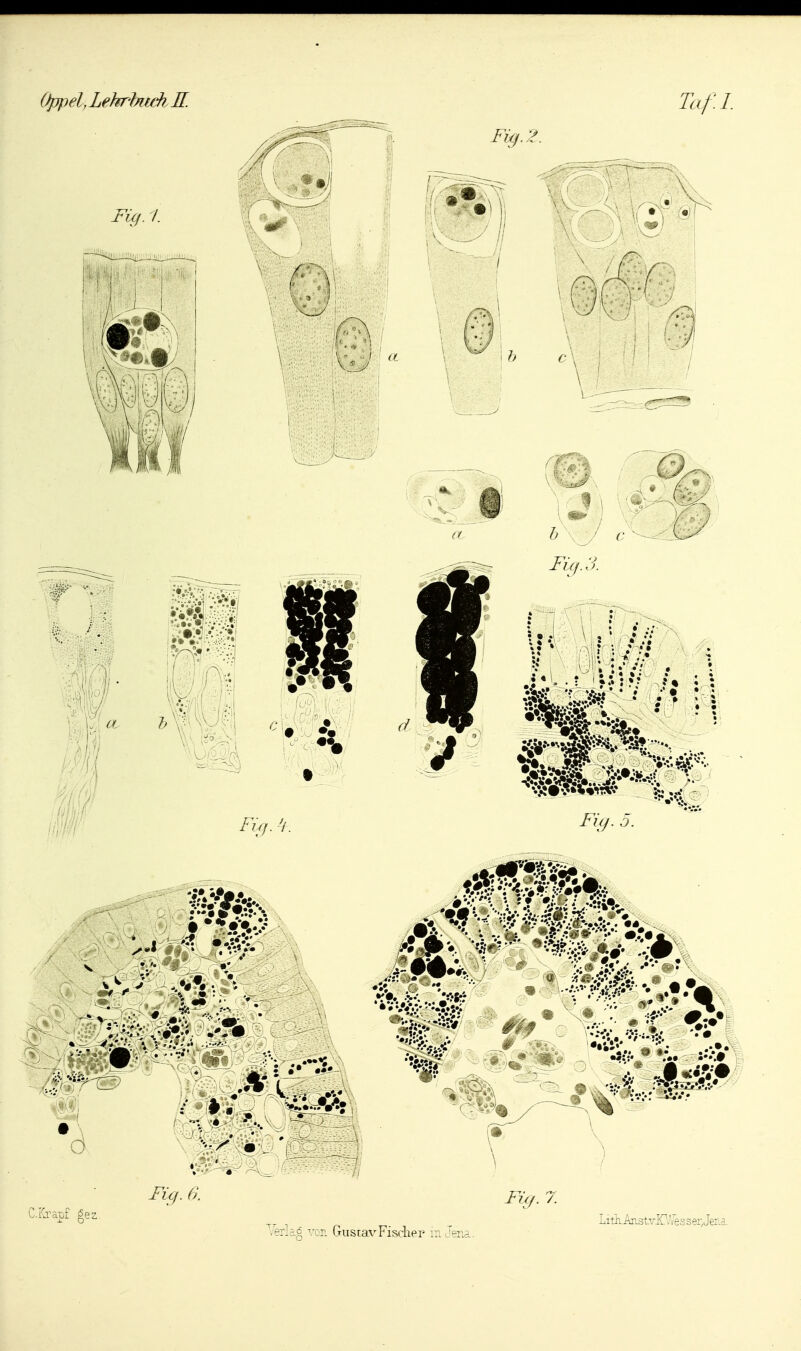 Oppel, Lehrbuck E. Fig. I. w Ta/:i. 4:6 • « 5k Liü^apf gez. M^. 6. FÜ/.7. Verlag vor. Gustav Fischer ir^ Jena. Litli.Aast,vK?.'VesserJerLa.