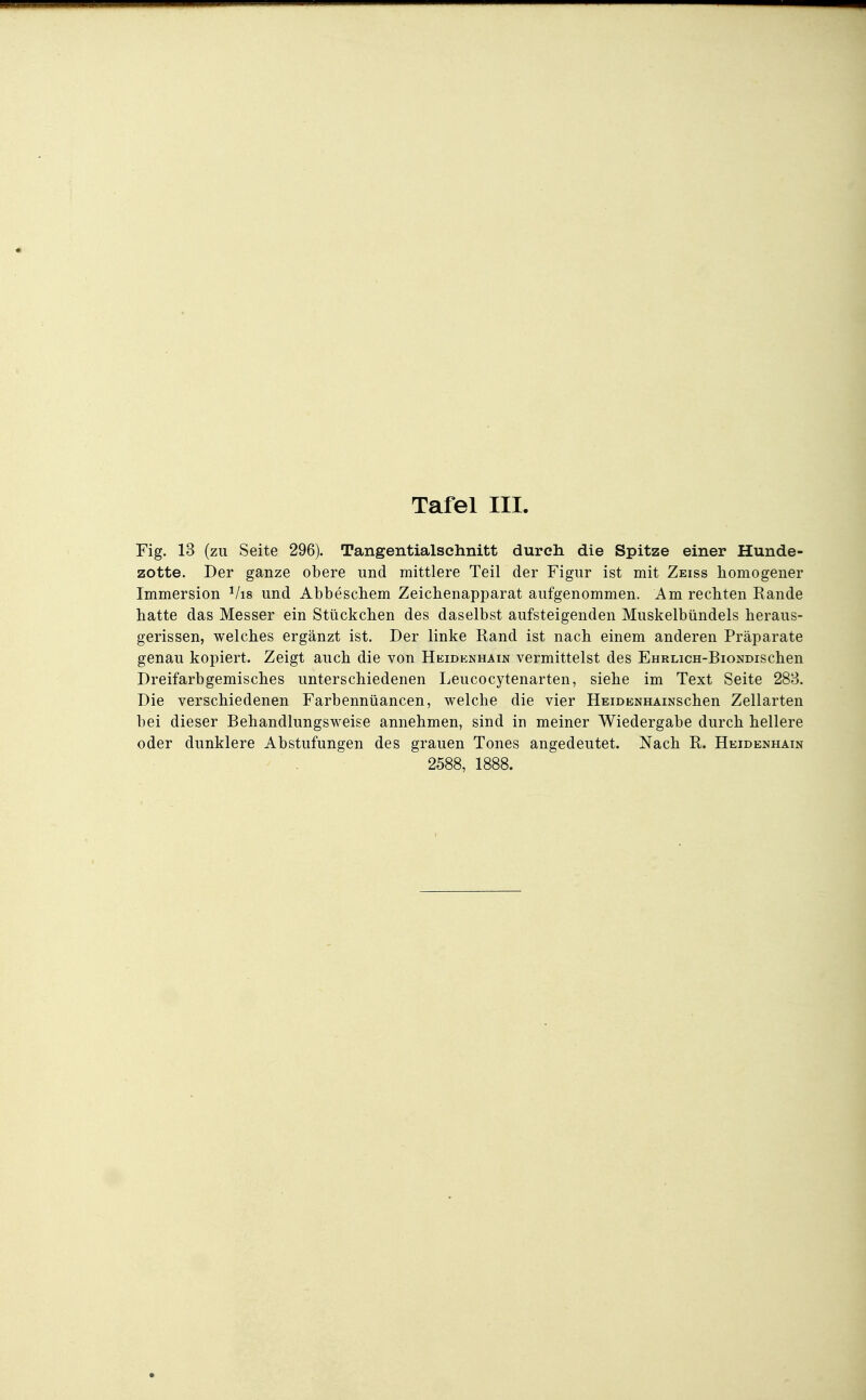 Fig. 13 (zu Seite 296). Tangentialschnitt durch die Spitze einer Hunde- zotte. Der ganze obere und mittlere Teil der Figur ist mit Zeiss homogener Immersion Vis und Abbeschem Zeicbenapparat aufgenommen. Am rechten Rande hatte das Messer ein Stückchen des daselbst aufsteigenden Muskelbündels heraus- gerissen, welches ergänzt ist. Der linke Rand ist nach einem anderen Präparate genau kopiert. Zeigt auch die von Hkidknhain vermittelst des EHRLicn-BioNDischen Dreifarbgemisches unterschiedenen Leucocytenarten, siehe im Text Seite 288. Die verschiedenen Farbennüancen, welche die vier HEiDBUHAiNSchen Zellarten bei dieser Behandlungsweise annehmen, sind in meiner Wiedergabe durch hellere oder dunklere Abstufungen des grauen Tones angedeutet. Nach R. Heidenhain 2588, 1888.